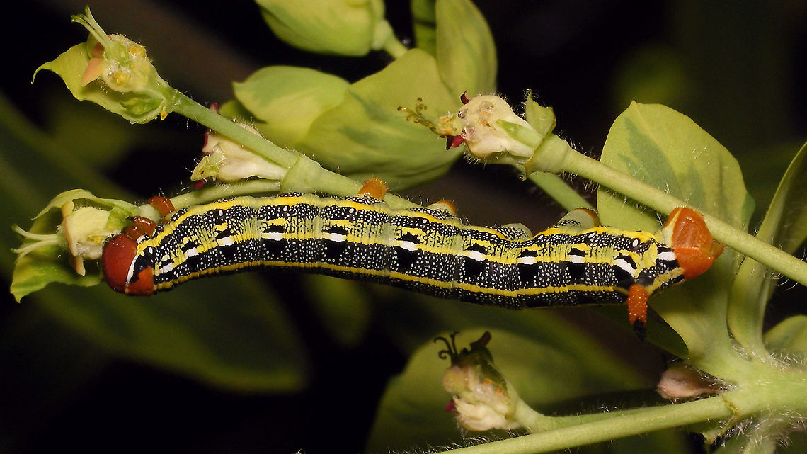 Hyles tithymali phaelipae - Caterpillar, somewhat dorsal For full series of images and info refer to the description with these images:<br />
Early development:<br />
<figure class="photo"><a href="https://www.jungledragon.com/image/98715/hyles_tithymali_phaelipae_-_1st_stadium_caterpillars.html" title="Hyles tithymali phaelipae - 1st stadium Caterpillars"><img src="https://s3.amazonaws.com/media.jungledragon.com/images/3043/98715_thumb.jpg?AWSAccessKeyId=05GMT0V3GWVNE7GGM1R2&Expires=1759968010&Signature=hgyyRoTnGefvn8EZSKK5Sqo1u8A%3D" width="200" height="114" alt="Hyles tithymali phaelipae - 1st stadium Caterpillars Okay, so there it is ... in honour of Moth Week 2020 ... a backlog of many, MANY, images that I&#039;ve been wanting to work through, select and upload &quot;forever&quot; now, but never came around to sorting. I&#039;ve now mostly given up on the sorting bit and decided to &quot;punish&quot; Ferdy for always saying that I shouldn&#039;t limit the amount of images ;o)<br />
<br />
But for good reason. This is a rare endemic subspecies that we were lucky to find caterpillars of, two years in a row, quite close enough to the holiday compound near Los Llanos de Ariadne (La Palma, Canary Islands) that we visited in 2019 and 2020, which enabled us to follow through on much of the development.<br />
<br />
The first year we found a mix of very young and medium sized caterpillars and couldn&#039;t get our head around them at first as it turns out that the caterpillars are HUGELY VARIABLE between instars and even between begin and end of the same stadium. So, little wonder that at the time we couldn&#039;t find a visual match for &quot;our&quot; caterpillars. There is only a very limited number of images of the caterpillars of this subspecies around on the internet for comparison and those are mostly &quot;mature&quot; caterpillars.<br />
<br />
The second year, we&#039;ve found one batch of very recently hatched babies and even the empty eggs these must have crawled out of just the day before or so.<br />
<br />
Incidentally, it is supposedly mostly the difference in the caterpillars that helps delimiting this subspecies from others. So here is an attempt to provide more images for comparison to the pool available on the internet :o)<br />
<br />
Please note two things:<br />
1) Below you will find a a mix of images from the two years and frankly, especially the first year, we&#039;ve followed different stages intermixed, so we have NO WAY OF TELLING THE EXACT STADIUM. I will _try_ to list them in an order that seems plausible to me, but I may well be putting some in the WRONG ORDER(!)<br />
2) Jeanette kindly made a few images available to complete this series a bit more. Her images are licensed CC-BY-SA as opposed to my usual license of a CC0 Public Domain dedication. I will indicate this best as I can, so please honour the license where applicable.<br />
<br />
First stadium caterpillars as found in 2020 (note the partial egg shell in center):<br />
https://www.jungledragon.com/image/98715/hyles_tithymali_phaelipae_-_1st_stadium_caterpillars.html<br />
Empty egg shells found nearby:<br />
https://www.jungledragon.com/image/98720/hyles_tithymali_phaelipae_-_empty_eggs.html<br />
Early first stadium on toothpick for size (2019)<br />
https://www.jungledragon.com/image/98718/hyles_tithymali_phaelipae_-_l1_on_toothpick_for_size.html<br />
Early 1st std. full-o-sh*t<br />
https://www.jungledragon.com/image/98721/hyles_tithymali_phaelipae_-_l1_early_in_stadium.html<br />
First stadium about halfway through - getting lighter/greener:<br />
https://www.jungledragon.com/image/98722/hyles_tithymali_phaelipae_-_l1_halfway_through_stadium.html<br />
First stadium toward end - quite pale now:<br />
https://www.jungledragon.com/image/98719/hyles_tithymali_phaelipae_-_l1_toward_end.html<br />
Not sure?! End of 1st or very early 2nd stadium?! Photo CC-BY-SA Jeanette Essink:<br />
https://www.jungledragon.com/image/98723/hyles_tithymali_phaelipae_-_young_caterpillar.html<br />
<br />
From here on I begin to loose track of development stages, so the order might be off!<br />
https://www.jungledragon.com/image/98729/hyles_tithymali_phaelipae_-_l2_early_probably.html<br />
https://www.jungledragon.com/image/98728/hyles_tithymali_phaelipae_-_l2_early_probably.html<br />
https://www.jungledragon.com/image/98730/hyles_tithymali_phaelipae_-_l2_early_probably.html<br />
https://www.jungledragon.com/image/98731/hyles_tithymali_phaelipae_-_l2_early_probably.html<br />
https://www.jungledragon.com/image/98727/hyles_tithymali_phaelipae_-_caterpillars_in_defensive_posture.html<br />
These should be late 2nd or maybe 3rd stadium (16mm in length) showing some variability:<br />
https://www.jungledragon.com/image/98733/hyles_tithymali_phaelipae_-_l2_probably_16mm.html<br />
https://www.jungledragon.com/image/98734/hyles_tithymali_phaelipae_-_inividual_variability.html<br />
2nd/3rd std. 8 days after first image of fairly fresh L1 above (CC-BY-SA Jeanette Essink): <br />
https://www.jungledragon.com/image/98735/hyles_tithymali_phaelipae_-_2nd_or_3r_stadium_caterpillar.html<br />
<br />
As I suspect to be &quot;finding the limits of the system&quot; (space in description) soon enough, I&#039;ll be continuing the series with this image:<br />
https://www.jungledragon.com/image/98738/hyles_tithymali_phaelipae_-_caterpillar_happily_munching.html Caterpillars,Choerocampina,Geotagged,Hyles,Hyles tithymali,Hyles tithymali phaelipae,La Palma (Canary Islands),Macroglossinae,Macroglossini,Moth Week 2020,Spain,Sphingidae" /></a></figure><br />
Later development:<br />
<figure class="photo"><a href="https://www.jungledragon.com/image/98738/hyles_tithymali_phaelipae_-_caterpillar_happily_munching.html" title="Hyles tithymali phaelipae - Caterpillar happily munching"><img src="https://s3.amazonaws.com/media.jungledragon.com/images/3043/98738_thumb.jpg?AWSAccessKeyId=05GMT0V3GWVNE7GGM1R2&Expires=1759968010&Signature=28RzecjYcWuNLzPKxDotiHWQDcc%3D" width="200" height="114" alt="Hyles tithymali phaelipae - Caterpillar happily munching I&#039;ll use this image for the continuation of the series that I started here:<br />
https://www.jungledragon.com/image/98715/hyles_tithymali_phaelipae_-_1st_stadium_caterpillars.html<br />
<br />
All subsequent images were taken in 2019 of larger caterpillars, up to pupating and emerging, roughly in order of body size:<br />
This one I wrote down as being 4cm:<br />
https://www.jungledragon.com/image/98744/hyles_tithymali_phaelipae_-_caterpillar_4cm.html<br />
Next images should be between 4-7cm:<br />
https://www.jungledragon.com/image/98738/hyles_tithymali_phaelipae_-_caterpillar_happily_munching.html<br />
https://www.jungledragon.com/image/98739/hyles_tithymali_phaelipae_-_caterpillar_somewhat_dorsal.html<br />
https://www.jungledragon.com/image/98742/hyles_tithymali_phaelipae_-_caterpillar.html<br />
https://www.jungledragon.com/image/98741/hyles_tithymali_phaelipae_-_caterpillar_detail.html<br />
https://www.jungledragon.com/image/98740/hyles_tithymali_phaelipae_-_caterpillar_de-tail.html<br />
Conspicuously pale/red pronotum:<br />
https://www.jungledragon.com/image/98747/hyles_tithymali_phaelipae_-_caterpillar_redneck.html<br />
https://www.jungledragon.com/image/98750/hyles_tithymali_phaelipae_-_caterpillar_redneck_detail.html<br />
These I wrote down as being 7cm length:<br />
https://www.jungledragon.com/image/98749/hyles_tithymali_phaelipae_-_caterpillar_7cm.html<br />
https://www.jungledragon.com/image/98748/hyles_tithymali_phaelipae_-_caterpillar_7cm_detail.html<br />
https://www.jungledragon.com/image/98746/hyles_tithymali_phaelipae_-_caterpillar_7cm_b.html<br />
https://www.jungledragon.com/image/98753/hyles_tithymali_phaelipae_-_mature_caterpillar_on_hand.html<br />
Almost done:<br />
https://www.jungledragon.com/image/98754/hyles_tithymali_phaelipae_-_mature_caterpillar.html<br />
https://www.jungledragon.com/image/98756/hyles_tithymali_phaelipae_-_prepupa_and_pupae.html<br />
https://www.jungledragon.com/image/98755/hyles_tithymali_phaelipae_-_pupa.html<br />
https://www.jungledragon.com/image/98768/hyles_tithymali_phaelipae_-_pupa_a.html<br />
https://www.jungledragon.com/image/98769/hyles_tithymali_phaelipae_-_pupa_b.html<br />
And finally:<br />
https://www.jungledragon.com/image/98714/hyles_tithymali_phaelipae.html<br />
https://www.jungledragon.com/image/98762/hyles_tithymali_phaelipae_-_wings_closed.html<br />
https://www.jungledragon.com/image/98760/hyles_tithymali_phaelipae_-_portrait.html<br />
https://www.jungledragon.com/image/98767/hyles_tithymali_phaelipae_-_ventrolateral.html<br />
https://www.jungledragon.com/image/98759/hyles_tithymali_phaelipae_-_ventral.html<br />
https://www.jungledragon.com/image/98763/hyles_tithymali_phaelipae_-_dorsal.html<br />
https://www.jungledragon.com/image/98761/hyles_tithymali_phaelipae_-_lateral.html<br />
https://www.jungledragon.com/image/98770/hyles_tithymali_phaelipae_-_detail_of_wing.html Caterpillar,Choerocampina,Hyles,Hyles tithymali,Hyles tithymali phaelipae,La Palma (Canary Islands),Macroglossinae,Macroglossini,Moth Week 2020,Sphingidae" /></a></figure> Caterpillar,Choerocampina,Hyles,Hyles tithymali,Hyles tithymali phaelipae,La Palma (Canary Islands),Macroglossinae,Macroglossini,Moth Week 2020,Sphingidae