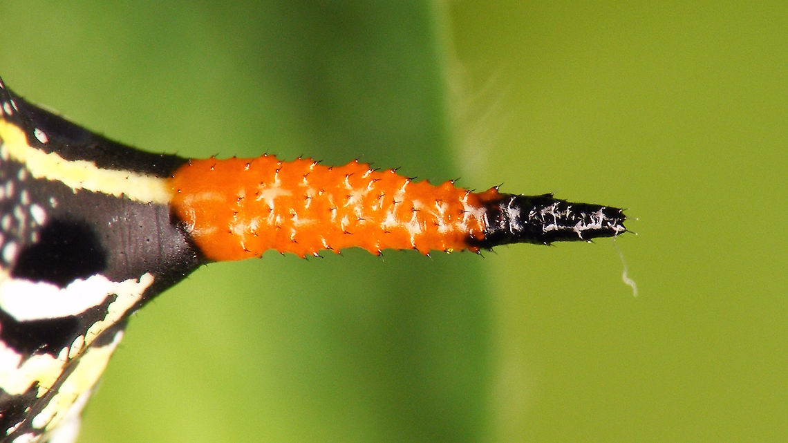 Hyles tithymali phaelipae - Caterpillar de-tail For full series of images and info refer to the description with these images:<br />
Early development:<br />
<figure class="photo"><a href="https://www.jungledragon.com/image/98715/hyles_tithymali_phaelipae_-_1st_stadium_caterpillars.html" title="Hyles tithymali phaelipae - 1st stadium Caterpillars"><img src="https://s3.amazonaws.com/media.jungledragon.com/images/3043/98715_thumb.jpg?AWSAccessKeyId=05GMT0V3GWVNE7GGM1R2&Expires=1767225610&Signature=r87U9wfIUAaRDf2X%2F4Krwd2mvJo%3D" width="200" height="114" alt="Hyles tithymali phaelipae - 1st stadium Caterpillars Okay, so there it is ... in honour of Moth Week 2020 ... a backlog of many, MANY, images that I&#039;ve been wanting to work through, select and upload &quot;forever&quot; now, but never came around to sorting. I&#039;ve now mostly given up on the sorting bit and decided to &quot;punish&quot; Ferdy for always saying that I shouldn&#039;t limit the amount of images ;o)<br />
<br />
But for good reason. This is a rare endemic subspecies that we were lucky to find caterpillars of, two years in a row, quite close enough to the holiday compound near Los Llanos de Ariadne (La Palma, Canary Islands) that we visited in 2019 and 2020, which enabled us to follow through on much of the development.<br />
<br />
The first year we found a mix of very young and medium sized caterpillars and couldn&#039;t get our head around them at first as it turns out that the caterpillars are HUGELY VARIABLE between instars and even between begin and end of the same stadium. So, little wonder that at the time we couldn&#039;t find a visual match for &quot;our&quot; caterpillars. There is only a very limited number of images of the caterpillars of this subspecies around on the internet for comparison and those are mostly &quot;mature&quot; caterpillars.<br />
<br />
The second year, we&#039;ve found one batch of very recently hatched babies and even the empty eggs these must have crawled out of just the day before or so.<br />
<br />
Incidentally, it is supposedly mostly the difference in the caterpillars that helps delimiting this subspecies from others. So here is an attempt to provide more images for comparison to the pool available on the internet :o)<br />
<br />
Please note two things:<br />
1) Below you will find a a mix of images from the two years and frankly, especially the first year, we&#039;ve followed different stages intermixed, so we have NO WAY OF TELLING THE EXACT STADIUM. I will _try_ to list them in an order that seems plausible to me, but I may well be putting some in the WRONG ORDER(!)<br />
2) Jeanette kindly made a few images available to complete this series a bit more. Her images are licensed CC-BY-SA as opposed to my usual license of a CC0 Public Domain dedication. I will indicate this best as I can, so please honour the license where applicable.<br />
<br />
First stadium caterpillars as found in 2020 (note the partial egg shell in center):<br />
https://www.jungledragon.com/image/98715/hyles_tithymali_phaelipae_-_1st_stadium_caterpillars.html<br />
Empty egg shells found nearby:<br />
https://www.jungledragon.com/image/98720/hyles_tithymali_phaelipae_-_empty_eggs.html<br />
Early first stadium on toothpick for size (2019)<br />
https://www.jungledragon.com/image/98718/hyles_tithymali_phaelipae_-_l1_on_toothpick_for_size.html<br />
Early 1st std. full-o-sh*t<br />
https://www.jungledragon.com/image/98721/hyles_tithymali_phaelipae_-_l1_early_in_stadium.html<br />
First stadium about halfway through - getting lighter/greener:<br />
https://www.jungledragon.com/image/98722/hyles_tithymali_phaelipae_-_l1_halfway_through_stadium.html<br />
First stadium toward end - quite pale now:<br />
https://www.jungledragon.com/image/98719/hyles_tithymali_phaelipae_-_l1_toward_end.html<br />
Not sure?! End of 1st or very early 2nd stadium?! Photo CC-BY-SA Jeanette Essink:<br />
https://www.jungledragon.com/image/98723/hyles_tithymali_phaelipae_-_young_caterpillar.html<br />
<br />
From here on I begin to loose track of development stages, so the order might be off!<br />
https://www.jungledragon.com/image/98729/hyles_tithymali_phaelipae_-_l2_early_probably.html<br />
https://www.jungledragon.com/image/98728/hyles_tithymali_phaelipae_-_l2_early_probably.html<br />
https://www.jungledragon.com/image/98730/hyles_tithymali_phaelipae_-_l2_early_probably.html<br />
https://www.jungledragon.com/image/98731/hyles_tithymali_phaelipae_-_l2_early_probably.html<br />
https://www.jungledragon.com/image/98727/hyles_tithymali_phaelipae_-_caterpillars_in_defensive_posture.html<br />
These should be late 2nd or maybe 3rd stadium (16mm in length) showing some variability:<br />
https://www.jungledragon.com/image/98733/hyles_tithymali_phaelipae_-_l2_probably_16mm.html<br />
https://www.jungledragon.com/image/98734/hyles_tithymali_phaelipae_-_inividual_variability.html<br />
2nd/3rd std. 8 days after first image of fairly fresh L1 above (CC-BY-SA Jeanette Essink): <br />
https://www.jungledragon.com/image/98735/hyles_tithymali_phaelipae_-_2nd_or_3r_stadium_caterpillar.html<br />
<br />
As I suspect to be &quot;finding the limits of the system&quot; (space in description) soon enough, I&#039;ll be continuing the series with this image:<br />
https://www.jungledragon.com/image/98738/hyles_tithymali_phaelipae_-_caterpillar_happily_munching.html Caterpillars,Choerocampina,Geotagged,Hyles,Hyles tithymali,Hyles tithymali phaelipae,La Palma (Canary Islands),Macroglossinae,Macroglossini,Moth Week 2020,Spain,Sphingidae" /></a></figure><br />
Later development:<br />
<figure class="photo"><a href="https://www.jungledragon.com/image/98738/hyles_tithymali_phaelipae_-_caterpillar_happily_munching.html" title="Hyles tithymali phaelipae - Caterpillar happily munching"><img src="https://s3.amazonaws.com/media.jungledragon.com/images/3043/98738_thumb.jpg?AWSAccessKeyId=05GMT0V3GWVNE7GGM1R2&Expires=1767225610&Signature=lnREmt4D5kU%2BHzbOFI7aIPRWmIw%3D" width="200" height="114" alt="Hyles tithymali phaelipae - Caterpillar happily munching I&#039;ll use this image for the continuation of the series that I started here:<br />
https://www.jungledragon.com/image/98715/hyles_tithymali_phaelipae_-_1st_stadium_caterpillars.html<br />
<br />
All subsequent images were taken in 2019 of larger caterpillars, up to pupating and emerging, roughly in order of body size:<br />
This one I wrote down as being 4cm:<br />
https://www.jungledragon.com/image/98744/hyles_tithymali_phaelipae_-_caterpillar_4cm.html<br />
Next images should be between 4-7cm:<br />
https://www.jungledragon.com/image/98738/hyles_tithymali_phaelipae_-_caterpillar_happily_munching.html<br />
https://www.jungledragon.com/image/98739/hyles_tithymali_phaelipae_-_caterpillar_somewhat_dorsal.html<br />
https://www.jungledragon.com/image/98742/hyles_tithymali_phaelipae_-_caterpillar.html<br />
https://www.jungledragon.com/image/98741/hyles_tithymali_phaelipae_-_caterpillar_detail.html<br />
https://www.jungledragon.com/image/98740/hyles_tithymali_phaelipae_-_caterpillar_de-tail.html<br />
Conspicuously pale/red pronotum:<br />
https://www.jungledragon.com/image/98747/hyles_tithymali_phaelipae_-_caterpillar_redneck.html<br />
https://www.jungledragon.com/image/98750/hyles_tithymali_phaelipae_-_caterpillar_redneck_detail.html<br />
These I wrote down as being 7cm length:<br />
https://www.jungledragon.com/image/98749/hyles_tithymali_phaelipae_-_caterpillar_7cm.html<br />
https://www.jungledragon.com/image/98748/hyles_tithymali_phaelipae_-_caterpillar_7cm_detail.html<br />
https://www.jungledragon.com/image/98746/hyles_tithymali_phaelipae_-_caterpillar_7cm_b.html<br />
https://www.jungledragon.com/image/98753/hyles_tithymali_phaelipae_-_mature_caterpillar_on_hand.html<br />
Almost done:<br />
https://www.jungledragon.com/image/98754/hyles_tithymali_phaelipae_-_mature_caterpillar.html<br />
https://www.jungledragon.com/image/98756/hyles_tithymali_phaelipae_-_prepupa_and_pupae.html<br />
https://www.jungledragon.com/image/98755/hyles_tithymali_phaelipae_-_pupa.html<br />
https://www.jungledragon.com/image/98768/hyles_tithymali_phaelipae_-_pupa_a.html<br />
https://www.jungledragon.com/image/98769/hyles_tithymali_phaelipae_-_pupa_b.html<br />
And finally:<br />
https://www.jungledragon.com/image/98714/hyles_tithymali_phaelipae.html<br />
https://www.jungledragon.com/image/98762/hyles_tithymali_phaelipae_-_wings_closed.html<br />
https://www.jungledragon.com/image/98760/hyles_tithymali_phaelipae_-_portrait.html<br />
https://www.jungledragon.com/image/98767/hyles_tithymali_phaelipae_-_ventrolateral.html<br />
https://www.jungledragon.com/image/98759/hyles_tithymali_phaelipae_-_ventral.html<br />
https://www.jungledragon.com/image/98763/hyles_tithymali_phaelipae_-_dorsal.html<br />
https://www.jungledragon.com/image/98761/hyles_tithymali_phaelipae_-_lateral.html<br />
https://www.jungledragon.com/image/98770/hyles_tithymali_phaelipae_-_detail_of_wing.html Caterpillar,Choerocampina,Hyles,Hyles tithymali,Hyles tithymali phaelipae,La Palma (Canary Islands),Macroglossinae,Macroglossini,Moth Week 2020,Sphingidae" /></a></figure> Caterpillar,Choerocampina,Hyles,Hyles tithymali,Hyles tithymali phaelipae,La Palma (Canary Islands),Macroglossinae,Macroglossini,Moth Week 2020,Sphingidae