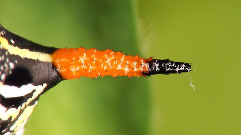 Hyles tithymali phaelipae - Caterpillar de-tail For full series of images and info refer to the description with these images:
Early development:
https://www.jungledragon.com/image/98715/hyles_tithymali_phaelipae_-_1st_stadium_caterpillars.html
Later development:
https://www.jungledragon.com/image/98738/hyles_tithymali_phaelipae_-_caterpillar_happily_munching.html Caterpillar,Choerocampina,Hyles,Hyles tithymali,Hyles tithymali phaelipae,La Palma (Canary Islands),Macroglossinae,Macroglossini,Moth Week 2020,Sphingidae