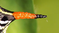 Hyles tithymali phaelipae - Caterpillar de-tail For full series of images and info refer to the description with these images:<br />
Early development:<br />
https://www.jungledragon.com/image/98715/hyles_tithymali_phaelipae_-_1st_stadium_caterpillars.html<br />
Later development:<br />
https://www.jungledragon.com/image/98738/hyles_tithymali_phaelipae_-_caterpillar_happily_munching.html Caterpillar,Choerocampina,Hyles,Hyles tithymali,Hyles tithymali phaelipae,La Palma (Canary Islands),Macroglossinae,Macroglossini,Moth Week 2020,Sphingidae