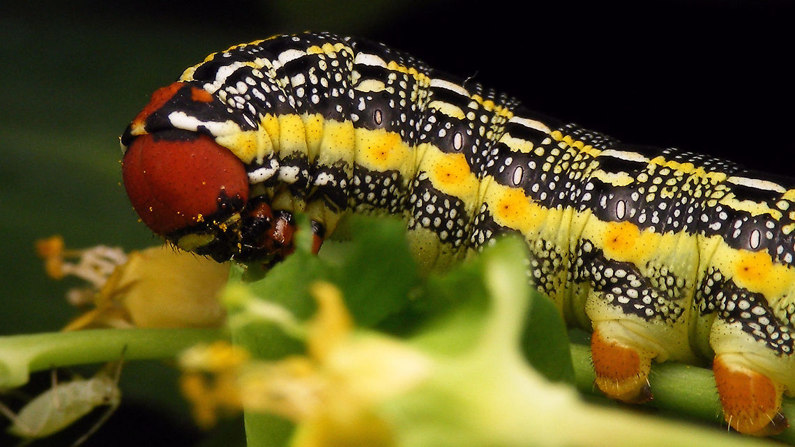 Hyles tithymali phaelipae - Caterpillar (detail) For full series of images and info refer to the description with these images:<br />
Early development:<br />
<figure class="photo"><a href="https://www.jungledragon.com/image/98715/hyles_tithymali_phaelipae_-_1st_stadium_caterpillars.html" title="Hyles tithymali phaelipae - 1st stadium Caterpillars"><img src="https://s3.amazonaws.com/media.jungledragon.com/images/3043/98715_thumb.jpg?AWSAccessKeyId=05GMT0V3GWVNE7GGM1R2&Expires=1767225610&Signature=r87U9wfIUAaRDf2X%2F4Krwd2mvJo%3D" width="200" height="114" alt="Hyles tithymali phaelipae - 1st stadium Caterpillars Okay, so there it is ... in honour of Moth Week 2020 ... a backlog of many, MANY, images that I&#039;ve been wanting to work through, select and upload &quot;forever&quot; now, but never came around to sorting. I&#039;ve now mostly given up on the sorting bit and decided to &quot;punish&quot; Ferdy for always saying that I shouldn&#039;t limit the amount of images ;o)<br />
<br />
But for good reason. This is a rare endemic subspecies that we were lucky to find caterpillars of, two years in a row, quite close enough to the holiday compound near Los Llanos de Ariadne (La Palma, Canary Islands) that we visited in 2019 and 2020, which enabled us to follow through on much of the development.<br />
<br />
The first year we found a mix of very young and medium sized caterpillars and couldn&#039;t get our head around them at first as it turns out that the caterpillars are HUGELY VARIABLE between instars and even between begin and end of the same stadium. So, little wonder that at the time we couldn&#039;t find a visual match for &quot;our&quot; caterpillars. There is only a very limited number of images of the caterpillars of this subspecies around on the internet for comparison and those are mostly &quot;mature&quot; caterpillars.<br />
<br />
The second year, we&#039;ve found one batch of very recently hatched babies and even the empty eggs these must have crawled out of just the day before or so.<br />
<br />
Incidentally, it is supposedly mostly the difference in the caterpillars that helps delimiting this subspecies from others. So here is an attempt to provide more images for comparison to the pool available on the internet :o)<br />
<br />
Please note two things:<br />
1) Below you will find a a mix of images from the two years and frankly, especially the first year, we&#039;ve followed different stages intermixed, so we have NO WAY OF TELLING THE EXACT STADIUM. I will _try_ to list them in an order that seems plausible to me, but I may well be putting some in the WRONG ORDER(!)<br />
2) Jeanette kindly made a few images available to complete this series a bit more. Her images are licensed CC-BY-SA as opposed to my usual license of a CC0 Public Domain dedication. I will indicate this best as I can, so please honour the license where applicable.<br />
<br />
First stadium caterpillars as found in 2020 (note the partial egg shell in center):<br />
https://www.jungledragon.com/image/98715/hyles_tithymali_phaelipae_-_1st_stadium_caterpillars.html<br />
Empty egg shells found nearby:<br />
https://www.jungledragon.com/image/98720/hyles_tithymali_phaelipae_-_empty_eggs.html<br />
Early first stadium on toothpick for size (2019)<br />
https://www.jungledragon.com/image/98718/hyles_tithymali_phaelipae_-_l1_on_toothpick_for_size.html<br />
Early 1st std. full-o-sh*t<br />
https://www.jungledragon.com/image/98721/hyles_tithymali_phaelipae_-_l1_early_in_stadium.html<br />
First stadium about halfway through - getting lighter/greener:<br />
https://www.jungledragon.com/image/98722/hyles_tithymali_phaelipae_-_l1_halfway_through_stadium.html<br />
First stadium toward end - quite pale now:<br />
https://www.jungledragon.com/image/98719/hyles_tithymali_phaelipae_-_l1_toward_end.html<br />
Not sure?! End of 1st or very early 2nd stadium?! Photo CC-BY-SA Jeanette Essink:<br />
https://www.jungledragon.com/image/98723/hyles_tithymali_phaelipae_-_young_caterpillar.html<br />
<br />
From here on I begin to loose track of development stages, so the order might be off!<br />
https://www.jungledragon.com/image/98729/hyles_tithymali_phaelipae_-_l2_early_probably.html<br />
https://www.jungledragon.com/image/98728/hyles_tithymali_phaelipae_-_l2_early_probably.html<br />
https://www.jungledragon.com/image/98730/hyles_tithymali_phaelipae_-_l2_early_probably.html<br />
https://www.jungledragon.com/image/98731/hyles_tithymali_phaelipae_-_l2_early_probably.html<br />
https://www.jungledragon.com/image/98727/hyles_tithymali_phaelipae_-_caterpillars_in_defensive_posture.html<br />
These should be late 2nd or maybe 3rd stadium (16mm in length) showing some variability:<br />
https://www.jungledragon.com/image/98733/hyles_tithymali_phaelipae_-_l2_probably_16mm.html<br />
https://www.jungledragon.com/image/98734/hyles_tithymali_phaelipae_-_inividual_variability.html<br />
2nd/3rd std. 8 days after first image of fairly fresh L1 above (CC-BY-SA Jeanette Essink): <br />
https://www.jungledragon.com/image/98735/hyles_tithymali_phaelipae_-_2nd_or_3r_stadium_caterpillar.html<br />
<br />
As I suspect to be &quot;finding the limits of the system&quot; (space in description) soon enough, I&#039;ll be continuing the series with this image:<br />
https://www.jungledragon.com/image/98738/hyles_tithymali_phaelipae_-_caterpillar_happily_munching.html Caterpillars,Choerocampina,Geotagged,Hyles,Hyles tithymali,Hyles tithymali phaelipae,La Palma (Canary Islands),Macroglossinae,Macroglossini,Moth Week 2020,Spain,Sphingidae" /></a></figure><br />
Later development:<br />
<figure class="photo"><a href="https://www.jungledragon.com/image/98738/hyles_tithymali_phaelipae_-_caterpillar_happily_munching.html" title="Hyles tithymali phaelipae - Caterpillar happily munching"><img src="https://s3.amazonaws.com/media.jungledragon.com/images/3043/98738_thumb.jpg?AWSAccessKeyId=05GMT0V3GWVNE7GGM1R2&Expires=1767225610&Signature=lnREmt4D5kU%2BHzbOFI7aIPRWmIw%3D" width="200" height="114" alt="Hyles tithymali phaelipae - Caterpillar happily munching I&#039;ll use this image for the continuation of the series that I started here:<br />
https://www.jungledragon.com/image/98715/hyles_tithymali_phaelipae_-_1st_stadium_caterpillars.html<br />
<br />
All subsequent images were taken in 2019 of larger caterpillars, up to pupating and emerging, roughly in order of body size:<br />
This one I wrote down as being 4cm:<br />
https://www.jungledragon.com/image/98744/hyles_tithymali_phaelipae_-_caterpillar_4cm.html<br />
Next images should be between 4-7cm:<br />
https://www.jungledragon.com/image/98738/hyles_tithymali_phaelipae_-_caterpillar_happily_munching.html<br />
https://www.jungledragon.com/image/98739/hyles_tithymali_phaelipae_-_caterpillar_somewhat_dorsal.html<br />
https://www.jungledragon.com/image/98742/hyles_tithymali_phaelipae_-_caterpillar.html<br />
https://www.jungledragon.com/image/98741/hyles_tithymali_phaelipae_-_caterpillar_detail.html<br />
https://www.jungledragon.com/image/98740/hyles_tithymali_phaelipae_-_caterpillar_de-tail.html<br />
Conspicuously pale/red pronotum:<br />
https://www.jungledragon.com/image/98747/hyles_tithymali_phaelipae_-_caterpillar_redneck.html<br />
https://www.jungledragon.com/image/98750/hyles_tithymali_phaelipae_-_caterpillar_redneck_detail.html<br />
These I wrote down as being 7cm length:<br />
https://www.jungledragon.com/image/98749/hyles_tithymali_phaelipae_-_caterpillar_7cm.html<br />
https://www.jungledragon.com/image/98748/hyles_tithymali_phaelipae_-_caterpillar_7cm_detail.html<br />
https://www.jungledragon.com/image/98746/hyles_tithymali_phaelipae_-_caterpillar_7cm_b.html<br />
https://www.jungledragon.com/image/98753/hyles_tithymali_phaelipae_-_mature_caterpillar_on_hand.html<br />
Almost done:<br />
https://www.jungledragon.com/image/98754/hyles_tithymali_phaelipae_-_mature_caterpillar.html<br />
https://www.jungledragon.com/image/98756/hyles_tithymali_phaelipae_-_prepupa_and_pupae.html<br />
https://www.jungledragon.com/image/98755/hyles_tithymali_phaelipae_-_pupa.html<br />
https://www.jungledragon.com/image/98768/hyles_tithymali_phaelipae_-_pupa_a.html<br />
https://www.jungledragon.com/image/98769/hyles_tithymali_phaelipae_-_pupa_b.html<br />
And finally:<br />
https://www.jungledragon.com/image/98714/hyles_tithymali_phaelipae.html<br />
https://www.jungledragon.com/image/98762/hyles_tithymali_phaelipae_-_wings_closed.html<br />
https://www.jungledragon.com/image/98760/hyles_tithymali_phaelipae_-_portrait.html<br />
https://www.jungledragon.com/image/98767/hyles_tithymali_phaelipae_-_ventrolateral.html<br />
https://www.jungledragon.com/image/98759/hyles_tithymali_phaelipae_-_ventral.html<br />
https://www.jungledragon.com/image/98763/hyles_tithymali_phaelipae_-_dorsal.html<br />
https://www.jungledragon.com/image/98761/hyles_tithymali_phaelipae_-_lateral.html<br />
https://www.jungledragon.com/image/98770/hyles_tithymali_phaelipae_-_detail_of_wing.html Caterpillar,Choerocampina,Hyles,Hyles tithymali,Hyles tithymali phaelipae,La Palma (Canary Islands),Macroglossinae,Macroglossini,Moth Week 2020,Sphingidae" /></a></figure> Caterpillar,Choerocampina,Hyles,Hyles tithymali,Hyles tithymali phaelipae,La Palma (Canary Islands),Macroglossinae,Macroglossini,Moth Week 2020,Sphingidae