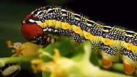Hyles tithymali phaelipae - Caterpillar (detail) For full series of images and info refer to the description with these images:<br />
Early development:<br />
https://www.jungledragon.com/image/98715/hyles_tithymali_phaelipae_-_1st_stadium_caterpillars.html<br />
Later development:<br />
https://www.jungledragon.com/image/98738/hyles_tithymali_phaelipae_-_caterpillar_happily_munching.html Caterpillar,Choerocampina,Hyles,Hyles tithymali,Hyles tithymali phaelipae,La Palma (Canary Islands),Macroglossinae,Macroglossini,Moth Week 2020,Sphingidae