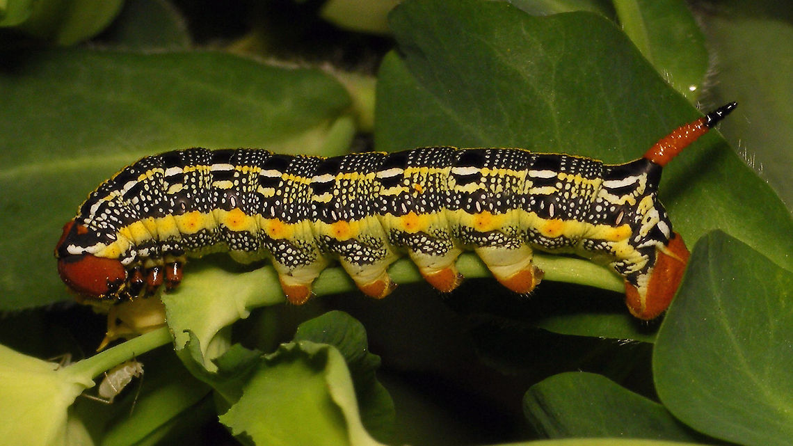 Hyles tithymali phaelipae - Caterpillar For full series of images and info refer to the description with these images:<br />
Early development:<br />
<figure class="photo"><a href="https://www.jungledragon.com/image/98715/hyles_tithymali_phaelipae_-_1st_stadium_caterpillars.html" title="Hyles tithymali phaelipae - 1st stadium Caterpillars"><img src="https://s3.amazonaws.com/media.jungledragon.com/images/3043/98715_thumb.jpg?AWSAccessKeyId=05GMT0V3GWVNE7GGM1R2&Expires=1759968010&Signature=hgyyRoTnGefvn8EZSKK5Sqo1u8A%3D" width="200" height="114" alt="Hyles tithymali phaelipae - 1st stadium Caterpillars Okay, so there it is ... in honour of Moth Week 2020 ... a backlog of many, MANY, images that I&#039;ve been wanting to work through, select and upload &quot;forever&quot; now, but never came around to sorting. I&#039;ve now mostly given up on the sorting bit and decided to &quot;punish&quot; Ferdy for always saying that I shouldn&#039;t limit the amount of images ;o)<br />
<br />
But for good reason. This is a rare endemic subspecies that we were lucky to find caterpillars of, two years in a row, quite close enough to the holiday compound near Los Llanos de Ariadne (La Palma, Canary Islands) that we visited in 2019 and 2020, which enabled us to follow through on much of the development.<br />
<br />
The first year we found a mix of very young and medium sized caterpillars and couldn&#039;t get our head around them at first as it turns out that the caterpillars are HUGELY VARIABLE between instars and even between begin and end of the same stadium. So, little wonder that at the time we couldn&#039;t find a visual match for &quot;our&quot; caterpillars. There is only a very limited number of images of the caterpillars of this subspecies around on the internet for comparison and those are mostly &quot;mature&quot; caterpillars.<br />
<br />
The second year, we&#039;ve found one batch of very recently hatched babies and even the empty eggs these must have crawled out of just the day before or so.<br />
<br />
Incidentally, it is supposedly mostly the difference in the caterpillars that helps delimiting this subspecies from others. So here is an attempt to provide more images for comparison to the pool available on the internet :o)<br />
<br />
Please note two things:<br />
1) Below you will find a a mix of images from the two years and frankly, especially the first year, we&#039;ve followed different stages intermixed, so we have NO WAY OF TELLING THE EXACT STADIUM. I will _try_ to list them in an order that seems plausible to me, but I may well be putting some in the WRONG ORDER(!)<br />
2) Jeanette kindly made a few images available to complete this series a bit more. Her images are licensed CC-BY-SA as opposed to my usual license of a CC0 Public Domain dedication. I will indicate this best as I can, so please honour the license where applicable.<br />
<br />
First stadium caterpillars as found in 2020 (note the partial egg shell in center):<br />
https://www.jungledragon.com/image/98715/hyles_tithymali_phaelipae_-_1st_stadium_caterpillars.html<br />
Empty egg shells found nearby:<br />
https://www.jungledragon.com/image/98720/hyles_tithymali_phaelipae_-_empty_eggs.html<br />
Early first stadium on toothpick for size (2019)<br />
https://www.jungledragon.com/image/98718/hyles_tithymali_phaelipae_-_l1_on_toothpick_for_size.html<br />
Early 1st std. full-o-sh*t<br />
https://www.jungledragon.com/image/98721/hyles_tithymali_phaelipae_-_l1_early_in_stadium.html<br />
First stadium about halfway through - getting lighter/greener:<br />
https://www.jungledragon.com/image/98722/hyles_tithymali_phaelipae_-_l1_halfway_through_stadium.html<br />
First stadium toward end - quite pale now:<br />
https://www.jungledragon.com/image/98719/hyles_tithymali_phaelipae_-_l1_toward_end.html<br />
Not sure?! End of 1st or very early 2nd stadium?! Photo CC-BY-SA Jeanette Essink:<br />
https://www.jungledragon.com/image/98723/hyles_tithymali_phaelipae_-_young_caterpillar.html<br />
<br />
From here on I begin to loose track of development stages, so the order might be off!<br />
https://www.jungledragon.com/image/98729/hyles_tithymali_phaelipae_-_l2_early_probably.html<br />
https://www.jungledragon.com/image/98728/hyles_tithymali_phaelipae_-_l2_early_probably.html<br />
https://www.jungledragon.com/image/98730/hyles_tithymali_phaelipae_-_l2_early_probably.html<br />
https://www.jungledragon.com/image/98731/hyles_tithymali_phaelipae_-_l2_early_probably.html<br />
https://www.jungledragon.com/image/98727/hyles_tithymali_phaelipae_-_caterpillars_in_defensive_posture.html<br />
These should be late 2nd or maybe 3rd stadium (16mm in length) showing some variability:<br />
https://www.jungledragon.com/image/98733/hyles_tithymali_phaelipae_-_l2_probably_16mm.html<br />
https://www.jungledragon.com/image/98734/hyles_tithymali_phaelipae_-_inividual_variability.html<br />
2nd/3rd std. 8 days after first image of fairly fresh L1 above (CC-BY-SA Jeanette Essink): <br />
https://www.jungledragon.com/image/98735/hyles_tithymali_phaelipae_-_2nd_or_3r_stadium_caterpillar.html<br />
<br />
As I suspect to be &quot;finding the limits of the system&quot; (space in description) soon enough, I&#039;ll be continuing the series with this image:<br />
https://www.jungledragon.com/image/98738/hyles_tithymali_phaelipae_-_caterpillar_happily_munching.html Caterpillars,Choerocampina,Geotagged,Hyles,Hyles tithymali,Hyles tithymali phaelipae,La Palma (Canary Islands),Macroglossinae,Macroglossini,Moth Week 2020,Spain,Sphingidae" /></a></figure><br />
Later development:<br />
<figure class="photo"><a href="https://www.jungledragon.com/image/98738/hyles_tithymali_phaelipae_-_caterpillar_happily_munching.html" title="Hyles tithymali phaelipae - Caterpillar happily munching"><img src="https://s3.amazonaws.com/media.jungledragon.com/images/3043/98738_thumb.jpg?AWSAccessKeyId=05GMT0V3GWVNE7GGM1R2&Expires=1759968010&Signature=28RzecjYcWuNLzPKxDotiHWQDcc%3D" width="200" height="114" alt="Hyles tithymali phaelipae - Caterpillar happily munching I&#039;ll use this image for the continuation of the series that I started here:<br />
https://www.jungledragon.com/image/98715/hyles_tithymali_phaelipae_-_1st_stadium_caterpillars.html<br />
<br />
All subsequent images were taken in 2019 of larger caterpillars, up to pupating and emerging, roughly in order of body size:<br />
This one I wrote down as being 4cm:<br />
https://www.jungledragon.com/image/98744/hyles_tithymali_phaelipae_-_caterpillar_4cm.html<br />
Next images should be between 4-7cm:<br />
https://www.jungledragon.com/image/98738/hyles_tithymali_phaelipae_-_caterpillar_happily_munching.html<br />
https://www.jungledragon.com/image/98739/hyles_tithymali_phaelipae_-_caterpillar_somewhat_dorsal.html<br />
https://www.jungledragon.com/image/98742/hyles_tithymali_phaelipae_-_caterpillar.html<br />
https://www.jungledragon.com/image/98741/hyles_tithymali_phaelipae_-_caterpillar_detail.html<br />
https://www.jungledragon.com/image/98740/hyles_tithymali_phaelipae_-_caterpillar_de-tail.html<br />
Conspicuously pale/red pronotum:<br />
https://www.jungledragon.com/image/98747/hyles_tithymali_phaelipae_-_caterpillar_redneck.html<br />
https://www.jungledragon.com/image/98750/hyles_tithymali_phaelipae_-_caterpillar_redneck_detail.html<br />
These I wrote down as being 7cm length:<br />
https://www.jungledragon.com/image/98749/hyles_tithymali_phaelipae_-_caterpillar_7cm.html<br />
https://www.jungledragon.com/image/98748/hyles_tithymali_phaelipae_-_caterpillar_7cm_detail.html<br />
https://www.jungledragon.com/image/98746/hyles_tithymali_phaelipae_-_caterpillar_7cm_b.html<br />
https://www.jungledragon.com/image/98753/hyles_tithymali_phaelipae_-_mature_caterpillar_on_hand.html<br />
Almost done:<br />
https://www.jungledragon.com/image/98754/hyles_tithymali_phaelipae_-_mature_caterpillar.html<br />
https://www.jungledragon.com/image/98756/hyles_tithymali_phaelipae_-_prepupa_and_pupae.html<br />
https://www.jungledragon.com/image/98755/hyles_tithymali_phaelipae_-_pupa.html<br />
https://www.jungledragon.com/image/98768/hyles_tithymali_phaelipae_-_pupa_a.html<br />
https://www.jungledragon.com/image/98769/hyles_tithymali_phaelipae_-_pupa_b.html<br />
And finally:<br />
https://www.jungledragon.com/image/98714/hyles_tithymali_phaelipae.html<br />
https://www.jungledragon.com/image/98762/hyles_tithymali_phaelipae_-_wings_closed.html<br />
https://www.jungledragon.com/image/98760/hyles_tithymali_phaelipae_-_portrait.html<br />
https://www.jungledragon.com/image/98767/hyles_tithymali_phaelipae_-_ventrolateral.html<br />
https://www.jungledragon.com/image/98759/hyles_tithymali_phaelipae_-_ventral.html<br />
https://www.jungledragon.com/image/98763/hyles_tithymali_phaelipae_-_dorsal.html<br />
https://www.jungledragon.com/image/98761/hyles_tithymali_phaelipae_-_lateral.html<br />
https://www.jungledragon.com/image/98770/hyles_tithymali_phaelipae_-_detail_of_wing.html Caterpillar,Choerocampina,Hyles,Hyles tithymali,Hyles tithymali phaelipae,La Palma (Canary Islands),Macroglossinae,Macroglossini,Moth Week 2020,Sphingidae" /></a></figure> Caterpillar,Choerocampina,Hyles,Hyles tithymali,Hyles tithymali phaelipae,La Palma (Canary Islands),Macroglossinae,Macroglossini,Moth Week 2020,Sphingidae