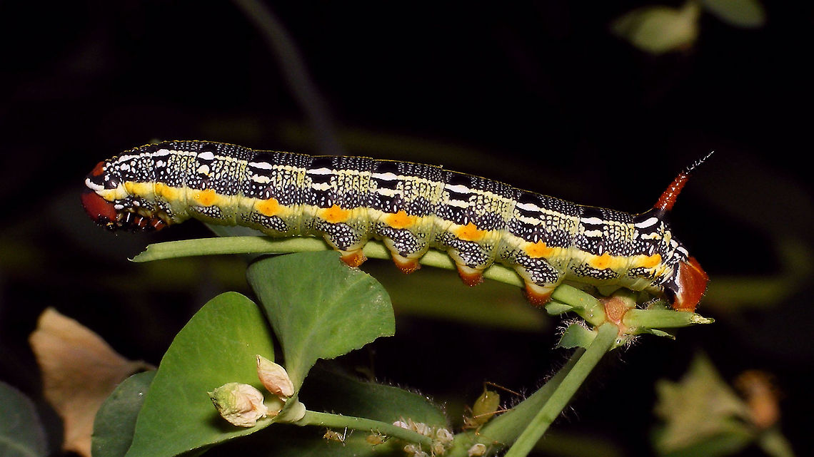 Hyles tithymali phaelipae - Caterpillar (4cm) For full series of images and info refer to the description with these images:<br />
Early development:<br />
<figure class="photo"><a href="https://www.jungledragon.com/image/98715/hyles_tithymali_phaelipae_-_1st_stadium_caterpillars.html" title="Hyles tithymali phaelipae - 1st stadium Caterpillars"><img src="https://s3.amazonaws.com/media.jungledragon.com/images/3043/98715_thumb.jpg?AWSAccessKeyId=05GMT0V3GWVNE7GGM1R2&Expires=1759968010&Signature=hgyyRoTnGefvn8EZSKK5Sqo1u8A%3D" width="200" height="114" alt="Hyles tithymali phaelipae - 1st stadium Caterpillars Okay, so there it is ... in honour of Moth Week 2020 ... a backlog of many, MANY, images that I&#039;ve been wanting to work through, select and upload &quot;forever&quot; now, but never came around to sorting. I&#039;ve now mostly given up on the sorting bit and decided to &quot;punish&quot; Ferdy for always saying that I shouldn&#039;t limit the amount of images ;o)<br />
<br />
But for good reason. This is a rare endemic subspecies that we were lucky to find caterpillars of, two years in a row, quite close enough to the holiday compound near Los Llanos de Ariadne (La Palma, Canary Islands) that we visited in 2019 and 2020, which enabled us to follow through on much of the development.<br />
<br />
The first year we found a mix of very young and medium sized caterpillars and couldn&#039;t get our head around them at first as it turns out that the caterpillars are HUGELY VARIABLE between instars and even between begin and end of the same stadium. So, little wonder that at the time we couldn&#039;t find a visual match for &quot;our&quot; caterpillars. There is only a very limited number of images of the caterpillars of this subspecies around on the internet for comparison and those are mostly &quot;mature&quot; caterpillars.<br />
<br />
The second year, we&#039;ve found one batch of very recently hatched babies and even the empty eggs these must have crawled out of just the day before or so.<br />
<br />
Incidentally, it is supposedly mostly the difference in the caterpillars that helps delimiting this subspecies from others. So here is an attempt to provide more images for comparison to the pool available on the internet :o)<br />
<br />
Please note two things:<br />
1) Below you will find a a mix of images from the two years and frankly, especially the first year, we&#039;ve followed different stages intermixed, so we have NO WAY OF TELLING THE EXACT STADIUM. I will _try_ to list them in an order that seems plausible to me, but I may well be putting some in the WRONG ORDER(!)<br />
2) Jeanette kindly made a few images available to complete this series a bit more. Her images are licensed CC-BY-SA as opposed to my usual license of a CC0 Public Domain dedication. I will indicate this best as I can, so please honour the license where applicable.<br />
<br />
First stadium caterpillars as found in 2020 (note the partial egg shell in center):<br />
https://www.jungledragon.com/image/98715/hyles_tithymali_phaelipae_-_1st_stadium_caterpillars.html<br />
Empty egg shells found nearby:<br />
https://www.jungledragon.com/image/98720/hyles_tithymali_phaelipae_-_empty_eggs.html<br />
Early first stadium on toothpick for size (2019)<br />
https://www.jungledragon.com/image/98718/hyles_tithymali_phaelipae_-_l1_on_toothpick_for_size.html<br />
Early 1st std. full-o-sh*t<br />
https://www.jungledragon.com/image/98721/hyles_tithymali_phaelipae_-_l1_early_in_stadium.html<br />
First stadium about halfway through - getting lighter/greener:<br />
https://www.jungledragon.com/image/98722/hyles_tithymali_phaelipae_-_l1_halfway_through_stadium.html<br />
First stadium toward end - quite pale now:<br />
https://www.jungledragon.com/image/98719/hyles_tithymali_phaelipae_-_l1_toward_end.html<br />
Not sure?! End of 1st or very early 2nd stadium?! Photo CC-BY-SA Jeanette Essink:<br />
https://www.jungledragon.com/image/98723/hyles_tithymali_phaelipae_-_young_caterpillar.html<br />
<br />
From here on I begin to loose track of development stages, so the order might be off!<br />
https://www.jungledragon.com/image/98729/hyles_tithymali_phaelipae_-_l2_early_probably.html<br />
https://www.jungledragon.com/image/98728/hyles_tithymali_phaelipae_-_l2_early_probably.html<br />
https://www.jungledragon.com/image/98730/hyles_tithymali_phaelipae_-_l2_early_probably.html<br />
https://www.jungledragon.com/image/98731/hyles_tithymali_phaelipae_-_l2_early_probably.html<br />
https://www.jungledragon.com/image/98727/hyles_tithymali_phaelipae_-_caterpillars_in_defensive_posture.html<br />
These should be late 2nd or maybe 3rd stadium (16mm in length) showing some variability:<br />
https://www.jungledragon.com/image/98733/hyles_tithymali_phaelipae_-_l2_probably_16mm.html<br />
https://www.jungledragon.com/image/98734/hyles_tithymali_phaelipae_-_inividual_variability.html<br />
2nd/3rd std. 8 days after first image of fairly fresh L1 above (CC-BY-SA Jeanette Essink): <br />
https://www.jungledragon.com/image/98735/hyles_tithymali_phaelipae_-_2nd_or_3r_stadium_caterpillar.html<br />
<br />
As I suspect to be &quot;finding the limits of the system&quot; (space in description) soon enough, I&#039;ll be continuing the series with this image:<br />
https://www.jungledragon.com/image/98738/hyles_tithymali_phaelipae_-_caterpillar_happily_munching.html Caterpillars,Choerocampina,Geotagged,Hyles,Hyles tithymali,Hyles tithymali phaelipae,La Palma (Canary Islands),Macroglossinae,Macroglossini,Moth Week 2020,Spain,Sphingidae" /></a></figure><br />
Later development:<br />
<figure class="photo"><a href="https://www.jungledragon.com/image/98738/hyles_tithymali_phaelipae_-_caterpillar_happily_munching.html" title="Hyles tithymali phaelipae - Caterpillar happily munching"><img src="https://s3.amazonaws.com/media.jungledragon.com/images/3043/98738_thumb.jpg?AWSAccessKeyId=05GMT0V3GWVNE7GGM1R2&Expires=1759968010&Signature=28RzecjYcWuNLzPKxDotiHWQDcc%3D" width="200" height="114" alt="Hyles tithymali phaelipae - Caterpillar happily munching I&#039;ll use this image for the continuation of the series that I started here:<br />
https://www.jungledragon.com/image/98715/hyles_tithymali_phaelipae_-_1st_stadium_caterpillars.html<br />
<br />
All subsequent images were taken in 2019 of larger caterpillars, up to pupating and emerging, roughly in order of body size:<br />
This one I wrote down as being 4cm:<br />
https://www.jungledragon.com/image/98744/hyles_tithymali_phaelipae_-_caterpillar_4cm.html<br />
Next images should be between 4-7cm:<br />
https://www.jungledragon.com/image/98738/hyles_tithymali_phaelipae_-_caterpillar_happily_munching.html<br />
https://www.jungledragon.com/image/98739/hyles_tithymali_phaelipae_-_caterpillar_somewhat_dorsal.html<br />
https://www.jungledragon.com/image/98742/hyles_tithymali_phaelipae_-_caterpillar.html<br />
https://www.jungledragon.com/image/98741/hyles_tithymali_phaelipae_-_caterpillar_detail.html<br />
https://www.jungledragon.com/image/98740/hyles_tithymali_phaelipae_-_caterpillar_de-tail.html<br />
Conspicuously pale/red pronotum:<br />
https://www.jungledragon.com/image/98747/hyles_tithymali_phaelipae_-_caterpillar_redneck.html<br />
https://www.jungledragon.com/image/98750/hyles_tithymali_phaelipae_-_caterpillar_redneck_detail.html<br />
These I wrote down as being 7cm length:<br />
https://www.jungledragon.com/image/98749/hyles_tithymali_phaelipae_-_caterpillar_7cm.html<br />
https://www.jungledragon.com/image/98748/hyles_tithymali_phaelipae_-_caterpillar_7cm_detail.html<br />
https://www.jungledragon.com/image/98746/hyles_tithymali_phaelipae_-_caterpillar_7cm_b.html<br />
https://www.jungledragon.com/image/98753/hyles_tithymali_phaelipae_-_mature_caterpillar_on_hand.html<br />
Almost done:<br />
https://www.jungledragon.com/image/98754/hyles_tithymali_phaelipae_-_mature_caterpillar.html<br />
https://www.jungledragon.com/image/98756/hyles_tithymali_phaelipae_-_prepupa_and_pupae.html<br />
https://www.jungledragon.com/image/98755/hyles_tithymali_phaelipae_-_pupa.html<br />
https://www.jungledragon.com/image/98768/hyles_tithymali_phaelipae_-_pupa_a.html<br />
https://www.jungledragon.com/image/98769/hyles_tithymali_phaelipae_-_pupa_b.html<br />
And finally:<br />
https://www.jungledragon.com/image/98714/hyles_tithymali_phaelipae.html<br />
https://www.jungledragon.com/image/98762/hyles_tithymali_phaelipae_-_wings_closed.html<br />
https://www.jungledragon.com/image/98760/hyles_tithymali_phaelipae_-_portrait.html<br />
https://www.jungledragon.com/image/98767/hyles_tithymali_phaelipae_-_ventrolateral.html<br />
https://www.jungledragon.com/image/98759/hyles_tithymali_phaelipae_-_ventral.html<br />
https://www.jungledragon.com/image/98763/hyles_tithymali_phaelipae_-_dorsal.html<br />
https://www.jungledragon.com/image/98761/hyles_tithymali_phaelipae_-_lateral.html<br />
https://www.jungledragon.com/image/98770/hyles_tithymali_phaelipae_-_detail_of_wing.html Caterpillar,Choerocampina,Hyles,Hyles tithymali,Hyles tithymali phaelipae,La Palma (Canary Islands),Macroglossinae,Macroglossini,Moth Week 2020,Sphingidae" /></a></figure> Caterpillar,Choerocampina,Hyles,Hyles tithymali,Hyles tithymali phaelipae,La Palma (Canary Islands),Macroglossinae,Macroglossini,Moth Week 2020,Sphingidae