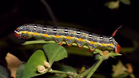 Hyles tithymali phaelipae - Caterpillar (4cm) For full series of images and info refer to the description with these images:
Early development:
https://www.jungledragon.com/image/98715/hyles_tithymali_phaelipae_-_1st_stadium_caterpillars.html
Later development:
https://www.jungledragon.com/image/98738/hyles_tithymali_phaelipae_-_caterpillar_happily_munching.html Caterpillar,Choerocampina,Hyles,Hyles tithymali,Hyles tithymali phaelipae,La Palma (Canary Islands),Macroglossinae,Macroglossini,Moth Week 2020,Sphingidae