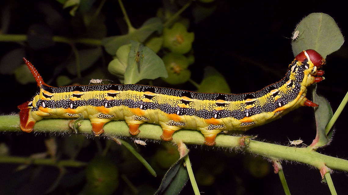 Hyles tithymali phaelipae - Caterpillar (7cm) B For full series of images and info refer to the description with these images:<br />
Early development:<br />
<figure class="photo"><a href="https://www.jungledragon.com/image/98715/hyles_tithymali_phaelipae_-_1st_stadium_caterpillars.html" title="Hyles tithymali phaelipae - 1st stadium Caterpillars"><img src="https://s3.amazonaws.com/media.jungledragon.com/images/3043/98715_thumb.jpg?AWSAccessKeyId=05GMT0V3GWVNE7GGM1R2&Expires=1759968010&Signature=hgyyRoTnGefvn8EZSKK5Sqo1u8A%3D" width="200" height="114" alt="Hyles tithymali phaelipae - 1st stadium Caterpillars Okay, so there it is ... in honour of Moth Week 2020 ... a backlog of many, MANY, images that I&#039;ve been wanting to work through, select and upload &quot;forever&quot; now, but never came around to sorting. I&#039;ve now mostly given up on the sorting bit and decided to &quot;punish&quot; Ferdy for always saying that I shouldn&#039;t limit the amount of images ;o)<br />
<br />
But for good reason. This is a rare endemic subspecies that we were lucky to find caterpillars of, two years in a row, quite close enough to the holiday compound near Los Llanos de Ariadne (La Palma, Canary Islands) that we visited in 2019 and 2020, which enabled us to follow through on much of the development.<br />
<br />
The first year we found a mix of very young and medium sized caterpillars and couldn&#039;t get our head around them at first as it turns out that the caterpillars are HUGELY VARIABLE between instars and even between begin and end of the same stadium. So, little wonder that at the time we couldn&#039;t find a visual match for &quot;our&quot; caterpillars. There is only a very limited number of images of the caterpillars of this subspecies around on the internet for comparison and those are mostly &quot;mature&quot; caterpillars.<br />
<br />
The second year, we&#039;ve found one batch of very recently hatched babies and even the empty eggs these must have crawled out of just the day before or so.<br />
<br />
Incidentally, it is supposedly mostly the difference in the caterpillars that helps delimiting this subspecies from others. So here is an attempt to provide more images for comparison to the pool available on the internet :o)<br />
<br />
Please note two things:<br />
1) Below you will find a a mix of images from the two years and frankly, especially the first year, we&#039;ve followed different stages intermixed, so we have NO WAY OF TELLING THE EXACT STADIUM. I will _try_ to list them in an order that seems plausible to me, but I may well be putting some in the WRONG ORDER(!)<br />
2) Jeanette kindly made a few images available to complete this series a bit more. Her images are licensed CC-BY-SA as opposed to my usual license of a CC0 Public Domain dedication. I will indicate this best as I can, so please honour the license where applicable.<br />
<br />
First stadium caterpillars as found in 2020 (note the partial egg shell in center):<br />
https://www.jungledragon.com/image/98715/hyles_tithymali_phaelipae_-_1st_stadium_caterpillars.html<br />
Empty egg shells found nearby:<br />
https://www.jungledragon.com/image/98720/hyles_tithymali_phaelipae_-_empty_eggs.html<br />
Early first stadium on toothpick for size (2019)<br />
https://www.jungledragon.com/image/98718/hyles_tithymali_phaelipae_-_l1_on_toothpick_for_size.html<br />
Early 1st std. full-o-sh*t<br />
https://www.jungledragon.com/image/98721/hyles_tithymali_phaelipae_-_l1_early_in_stadium.html<br />
First stadium about halfway through - getting lighter/greener:<br />
https://www.jungledragon.com/image/98722/hyles_tithymali_phaelipae_-_l1_halfway_through_stadium.html<br />
First stadium toward end - quite pale now:<br />
https://www.jungledragon.com/image/98719/hyles_tithymali_phaelipae_-_l1_toward_end.html<br />
Not sure?! End of 1st or very early 2nd stadium?! Photo CC-BY-SA Jeanette Essink:<br />
https://www.jungledragon.com/image/98723/hyles_tithymali_phaelipae_-_young_caterpillar.html<br />
<br />
From here on I begin to loose track of development stages, so the order might be off!<br />
https://www.jungledragon.com/image/98729/hyles_tithymali_phaelipae_-_l2_early_probably.html<br />
https://www.jungledragon.com/image/98728/hyles_tithymali_phaelipae_-_l2_early_probably.html<br />
https://www.jungledragon.com/image/98730/hyles_tithymali_phaelipae_-_l2_early_probably.html<br />
https://www.jungledragon.com/image/98731/hyles_tithymali_phaelipae_-_l2_early_probably.html<br />
https://www.jungledragon.com/image/98727/hyles_tithymali_phaelipae_-_caterpillars_in_defensive_posture.html<br />
These should be late 2nd or maybe 3rd stadium (16mm in length) showing some variability:<br />
https://www.jungledragon.com/image/98733/hyles_tithymali_phaelipae_-_l2_probably_16mm.html<br />
https://www.jungledragon.com/image/98734/hyles_tithymali_phaelipae_-_inividual_variability.html<br />
2nd/3rd std. 8 days after first image of fairly fresh L1 above (CC-BY-SA Jeanette Essink): <br />
https://www.jungledragon.com/image/98735/hyles_tithymali_phaelipae_-_2nd_or_3r_stadium_caterpillar.html<br />
<br />
As I suspect to be &quot;finding the limits of the system&quot; (space in description) soon enough, I&#039;ll be continuing the series with this image:<br />
https://www.jungledragon.com/image/98738/hyles_tithymali_phaelipae_-_caterpillar_happily_munching.html Caterpillars,Choerocampina,Geotagged,Hyles,Hyles tithymali,Hyles tithymali phaelipae,La Palma (Canary Islands),Macroglossinae,Macroglossini,Moth Week 2020,Spain,Sphingidae" /></a></figure><br />
Later development:<br />
<figure class="photo"><a href="https://www.jungledragon.com/image/98738/hyles_tithymali_phaelipae_-_caterpillar_happily_munching.html" title="Hyles tithymali phaelipae - Caterpillar happily munching"><img src="https://s3.amazonaws.com/media.jungledragon.com/images/3043/98738_thumb.jpg?AWSAccessKeyId=05GMT0V3GWVNE7GGM1R2&Expires=1759968010&Signature=28RzecjYcWuNLzPKxDotiHWQDcc%3D" width="200" height="114" alt="Hyles tithymali phaelipae - Caterpillar happily munching I&#039;ll use this image for the continuation of the series that I started here:<br />
https://www.jungledragon.com/image/98715/hyles_tithymali_phaelipae_-_1st_stadium_caterpillars.html<br />
<br />
All subsequent images were taken in 2019 of larger caterpillars, up to pupating and emerging, roughly in order of body size:<br />
This one I wrote down as being 4cm:<br />
https://www.jungledragon.com/image/98744/hyles_tithymali_phaelipae_-_caterpillar_4cm.html<br />
Next images should be between 4-7cm:<br />
https://www.jungledragon.com/image/98738/hyles_tithymali_phaelipae_-_caterpillar_happily_munching.html<br />
https://www.jungledragon.com/image/98739/hyles_tithymali_phaelipae_-_caterpillar_somewhat_dorsal.html<br />
https://www.jungledragon.com/image/98742/hyles_tithymali_phaelipae_-_caterpillar.html<br />
https://www.jungledragon.com/image/98741/hyles_tithymali_phaelipae_-_caterpillar_detail.html<br />
https://www.jungledragon.com/image/98740/hyles_tithymali_phaelipae_-_caterpillar_de-tail.html<br />
Conspicuously pale/red pronotum:<br />
https://www.jungledragon.com/image/98747/hyles_tithymali_phaelipae_-_caterpillar_redneck.html<br />
https://www.jungledragon.com/image/98750/hyles_tithymali_phaelipae_-_caterpillar_redneck_detail.html<br />
These I wrote down as being 7cm length:<br />
https://www.jungledragon.com/image/98749/hyles_tithymali_phaelipae_-_caterpillar_7cm.html<br />
https://www.jungledragon.com/image/98748/hyles_tithymali_phaelipae_-_caterpillar_7cm_detail.html<br />
https://www.jungledragon.com/image/98746/hyles_tithymali_phaelipae_-_caterpillar_7cm_b.html<br />
https://www.jungledragon.com/image/98753/hyles_tithymali_phaelipae_-_mature_caterpillar_on_hand.html<br />
Almost done:<br />
https://www.jungledragon.com/image/98754/hyles_tithymali_phaelipae_-_mature_caterpillar.html<br />
https://www.jungledragon.com/image/98756/hyles_tithymali_phaelipae_-_prepupa_and_pupae.html<br />
https://www.jungledragon.com/image/98755/hyles_tithymali_phaelipae_-_pupa.html<br />
https://www.jungledragon.com/image/98768/hyles_tithymali_phaelipae_-_pupa_a.html<br />
https://www.jungledragon.com/image/98769/hyles_tithymali_phaelipae_-_pupa_b.html<br />
And finally:<br />
https://www.jungledragon.com/image/98714/hyles_tithymali_phaelipae.html<br />
https://www.jungledragon.com/image/98762/hyles_tithymali_phaelipae_-_wings_closed.html<br />
https://www.jungledragon.com/image/98760/hyles_tithymali_phaelipae_-_portrait.html<br />
https://www.jungledragon.com/image/98767/hyles_tithymali_phaelipae_-_ventrolateral.html<br />
https://www.jungledragon.com/image/98759/hyles_tithymali_phaelipae_-_ventral.html<br />
https://www.jungledragon.com/image/98763/hyles_tithymali_phaelipae_-_dorsal.html<br />
https://www.jungledragon.com/image/98761/hyles_tithymali_phaelipae_-_lateral.html<br />
https://www.jungledragon.com/image/98770/hyles_tithymali_phaelipae_-_detail_of_wing.html Caterpillar,Choerocampina,Hyles,Hyles tithymali,Hyles tithymali phaelipae,La Palma (Canary Islands),Macroglossinae,Macroglossini,Moth Week 2020,Sphingidae" /></a></figure> Caterpillar,Choerocampina,Hyles,Hyles tithymali,Hyles tithymali phaelipae,La Palma (Canary Islands),Macroglossinae,Macroglossini,Moth Week 2020,Sphingidae