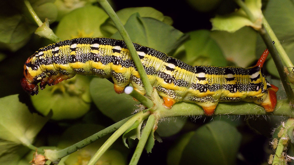 Hyles tithymali phaelipae - Caterpillar "redneck" For full series of images and info refer to the description with these images:<br />
Early development:<br />
<figure class="photo"><a href="https://www.jungledragon.com/image/98715/hyles_tithymali_phaelipae_-_1st_stadium_caterpillars.html" title="Hyles tithymali phaelipae - 1st stadium Caterpillars"><img src="https://s3.amazonaws.com/media.jungledragon.com/images/3043/98715_thumb.jpg?AWSAccessKeyId=05GMT0V3GWVNE7GGM1R2&Expires=1759968010&Signature=hgyyRoTnGefvn8EZSKK5Sqo1u8A%3D" width="200" height="114" alt="Hyles tithymali phaelipae - 1st stadium Caterpillars Okay, so there it is ... in honour of Moth Week 2020 ... a backlog of many, MANY, images that I&#039;ve been wanting to work through, select and upload &quot;forever&quot; now, but never came around to sorting. I&#039;ve now mostly given up on the sorting bit and decided to &quot;punish&quot; Ferdy for always saying that I shouldn&#039;t limit the amount of images ;o)<br />
<br />
But for good reason. This is a rare endemic subspecies that we were lucky to find caterpillars of, two years in a row, quite close enough to the holiday compound near Los Llanos de Ariadne (La Palma, Canary Islands) that we visited in 2019 and 2020, which enabled us to follow through on much of the development.<br />
<br />
The first year we found a mix of very young and medium sized caterpillars and couldn&#039;t get our head around them at first as it turns out that the caterpillars are HUGELY VARIABLE between instars and even between begin and end of the same stadium. So, little wonder that at the time we couldn&#039;t find a visual match for &quot;our&quot; caterpillars. There is only a very limited number of images of the caterpillars of this subspecies around on the internet for comparison and those are mostly &quot;mature&quot; caterpillars.<br />
<br />
The second year, we&#039;ve found one batch of very recently hatched babies and even the empty eggs these must have crawled out of just the day before or so.<br />
<br />
Incidentally, it is supposedly mostly the difference in the caterpillars that helps delimiting this subspecies from others. So here is an attempt to provide more images for comparison to the pool available on the internet :o)<br />
<br />
Please note two things:<br />
1) Below you will find a a mix of images from the two years and frankly, especially the first year, we&#039;ve followed different stages intermixed, so we have NO WAY OF TELLING THE EXACT STADIUM. I will _try_ to list them in an order that seems plausible to me, but I may well be putting some in the WRONG ORDER(!)<br />
2) Jeanette kindly made a few images available to complete this series a bit more. Her images are licensed CC-BY-SA as opposed to my usual license of a CC0 Public Domain dedication. I will indicate this best as I can, so please honour the license where applicable.<br />
<br />
First stadium caterpillars as found in 2020 (note the partial egg shell in center):<br />
https://www.jungledragon.com/image/98715/hyles_tithymali_phaelipae_-_1st_stadium_caterpillars.html<br />
Empty egg shells found nearby:<br />
https://www.jungledragon.com/image/98720/hyles_tithymali_phaelipae_-_empty_eggs.html<br />
Early first stadium on toothpick for size (2019)<br />
https://www.jungledragon.com/image/98718/hyles_tithymali_phaelipae_-_l1_on_toothpick_for_size.html<br />
Early 1st std. full-o-sh*t<br />
https://www.jungledragon.com/image/98721/hyles_tithymali_phaelipae_-_l1_early_in_stadium.html<br />
First stadium about halfway through - getting lighter/greener:<br />
https://www.jungledragon.com/image/98722/hyles_tithymali_phaelipae_-_l1_halfway_through_stadium.html<br />
First stadium toward end - quite pale now:<br />
https://www.jungledragon.com/image/98719/hyles_tithymali_phaelipae_-_l1_toward_end.html<br />
Not sure?! End of 1st or very early 2nd stadium?! Photo CC-BY-SA Jeanette Essink:<br />
https://www.jungledragon.com/image/98723/hyles_tithymali_phaelipae_-_young_caterpillar.html<br />
<br />
From here on I begin to loose track of development stages, so the order might be off!<br />
https://www.jungledragon.com/image/98729/hyles_tithymali_phaelipae_-_l2_early_probably.html<br />
https://www.jungledragon.com/image/98728/hyles_tithymali_phaelipae_-_l2_early_probably.html<br />
https://www.jungledragon.com/image/98730/hyles_tithymali_phaelipae_-_l2_early_probably.html<br />
https://www.jungledragon.com/image/98731/hyles_tithymali_phaelipae_-_l2_early_probably.html<br />
https://www.jungledragon.com/image/98727/hyles_tithymali_phaelipae_-_caterpillars_in_defensive_posture.html<br />
These should be late 2nd or maybe 3rd stadium (16mm in length) showing some variability:<br />
https://www.jungledragon.com/image/98733/hyles_tithymali_phaelipae_-_l2_probably_16mm.html<br />
https://www.jungledragon.com/image/98734/hyles_tithymali_phaelipae_-_inividual_variability.html<br />
2nd/3rd std. 8 days after first image of fairly fresh L1 above (CC-BY-SA Jeanette Essink): <br />
https://www.jungledragon.com/image/98735/hyles_tithymali_phaelipae_-_2nd_or_3r_stadium_caterpillar.html<br />
<br />
As I suspect to be &quot;finding the limits of the system&quot; (space in description) soon enough, I&#039;ll be continuing the series with this image:<br />
https://www.jungledragon.com/image/98738/hyles_tithymali_phaelipae_-_caterpillar_happily_munching.html Caterpillars,Choerocampina,Geotagged,Hyles,Hyles tithymali,Hyles tithymali phaelipae,La Palma (Canary Islands),Macroglossinae,Macroglossini,Moth Week 2020,Spain,Sphingidae" /></a></figure><br />
Later development:<br />
<figure class="photo"><a href="https://www.jungledragon.com/image/98738/hyles_tithymali_phaelipae_-_caterpillar_happily_munching.html" title="Hyles tithymali phaelipae - Caterpillar happily munching"><img src="https://s3.amazonaws.com/media.jungledragon.com/images/3043/98738_thumb.jpg?AWSAccessKeyId=05GMT0V3GWVNE7GGM1R2&Expires=1759968010&Signature=28RzecjYcWuNLzPKxDotiHWQDcc%3D" width="200" height="114" alt="Hyles tithymali phaelipae - Caterpillar happily munching I&#039;ll use this image for the continuation of the series that I started here:<br />
https://www.jungledragon.com/image/98715/hyles_tithymali_phaelipae_-_1st_stadium_caterpillars.html<br />
<br />
All subsequent images were taken in 2019 of larger caterpillars, up to pupating and emerging, roughly in order of body size:<br />
This one I wrote down as being 4cm:<br />
https://www.jungledragon.com/image/98744/hyles_tithymali_phaelipae_-_caterpillar_4cm.html<br />
Next images should be between 4-7cm:<br />
https://www.jungledragon.com/image/98738/hyles_tithymali_phaelipae_-_caterpillar_happily_munching.html<br />
https://www.jungledragon.com/image/98739/hyles_tithymali_phaelipae_-_caterpillar_somewhat_dorsal.html<br />
https://www.jungledragon.com/image/98742/hyles_tithymali_phaelipae_-_caterpillar.html<br />
https://www.jungledragon.com/image/98741/hyles_tithymali_phaelipae_-_caterpillar_detail.html<br />
https://www.jungledragon.com/image/98740/hyles_tithymali_phaelipae_-_caterpillar_de-tail.html<br />
Conspicuously pale/red pronotum:<br />
https://www.jungledragon.com/image/98747/hyles_tithymali_phaelipae_-_caterpillar_redneck.html<br />
https://www.jungledragon.com/image/98750/hyles_tithymali_phaelipae_-_caterpillar_redneck_detail.html<br />
These I wrote down as being 7cm length:<br />
https://www.jungledragon.com/image/98749/hyles_tithymali_phaelipae_-_caterpillar_7cm.html<br />
https://www.jungledragon.com/image/98748/hyles_tithymali_phaelipae_-_caterpillar_7cm_detail.html<br />
https://www.jungledragon.com/image/98746/hyles_tithymali_phaelipae_-_caterpillar_7cm_b.html<br />
https://www.jungledragon.com/image/98753/hyles_tithymali_phaelipae_-_mature_caterpillar_on_hand.html<br />
Almost done:<br />
https://www.jungledragon.com/image/98754/hyles_tithymali_phaelipae_-_mature_caterpillar.html<br />
https://www.jungledragon.com/image/98756/hyles_tithymali_phaelipae_-_prepupa_and_pupae.html<br />
https://www.jungledragon.com/image/98755/hyles_tithymali_phaelipae_-_pupa.html<br />
https://www.jungledragon.com/image/98768/hyles_tithymali_phaelipae_-_pupa_a.html<br />
https://www.jungledragon.com/image/98769/hyles_tithymali_phaelipae_-_pupa_b.html<br />
And finally:<br />
https://www.jungledragon.com/image/98714/hyles_tithymali_phaelipae.html<br />
https://www.jungledragon.com/image/98762/hyles_tithymali_phaelipae_-_wings_closed.html<br />
https://www.jungledragon.com/image/98760/hyles_tithymali_phaelipae_-_portrait.html<br />
https://www.jungledragon.com/image/98767/hyles_tithymali_phaelipae_-_ventrolateral.html<br />
https://www.jungledragon.com/image/98759/hyles_tithymali_phaelipae_-_ventral.html<br />
https://www.jungledragon.com/image/98763/hyles_tithymali_phaelipae_-_dorsal.html<br />
https://www.jungledragon.com/image/98761/hyles_tithymali_phaelipae_-_lateral.html<br />
https://www.jungledragon.com/image/98770/hyles_tithymali_phaelipae_-_detail_of_wing.html Caterpillar,Choerocampina,Hyles,Hyles tithymali,Hyles tithymali phaelipae,La Palma (Canary Islands),Macroglossinae,Macroglossini,Moth Week 2020,Sphingidae" /></a></figure> Caterpillar,Choerocampina,Hyles,Hyles tithymali,Hyles tithymali phaelipae,La Palma (Canary Islands),Macroglossinae,Macroglossini,Moth Week 2020,Sphingidae