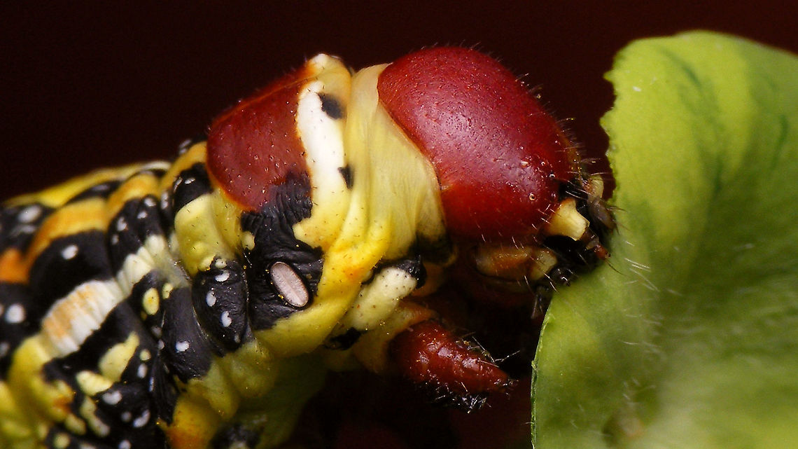 Hyles tithymali phaelipae - Caterpillar (7cm, detail) For full series of images and info refer to the description with these images:<br />
Early development:<br />
<figure class="photo"><a href="https://www.jungledragon.com/image/98715/hyles_tithymali_phaelipae_-_1st_stadium_caterpillars.html" title="Hyles tithymali phaelipae - 1st stadium Caterpillars"><img src="https://s3.amazonaws.com/media.jungledragon.com/images/3043/98715_thumb.jpg?AWSAccessKeyId=05GMT0V3GWVNE7GGM1R2&Expires=1767225610&Signature=r87U9wfIUAaRDf2X%2F4Krwd2mvJo%3D" width="200" height="114" alt="Hyles tithymali phaelipae - 1st stadium Caterpillars Okay, so there it is ... in honour of Moth Week 2020 ... a backlog of many, MANY, images that I&#039;ve been wanting to work through, select and upload &quot;forever&quot; now, but never came around to sorting. I&#039;ve now mostly given up on the sorting bit and decided to &quot;punish&quot; Ferdy for always saying that I shouldn&#039;t limit the amount of images ;o)<br />
<br />
But for good reason. This is a rare endemic subspecies that we were lucky to find caterpillars of, two years in a row, quite close enough to the holiday compound near Los Llanos de Ariadne (La Palma, Canary Islands) that we visited in 2019 and 2020, which enabled us to follow through on much of the development.<br />
<br />
The first year we found a mix of very young and medium sized caterpillars and couldn&#039;t get our head around them at first as it turns out that the caterpillars are HUGELY VARIABLE between instars and even between begin and end of the same stadium. So, little wonder that at the time we couldn&#039;t find a visual match for &quot;our&quot; caterpillars. There is only a very limited number of images of the caterpillars of this subspecies around on the internet for comparison and those are mostly &quot;mature&quot; caterpillars.<br />
<br />
The second year, we&#039;ve found one batch of very recently hatched babies and even the empty eggs these must have crawled out of just the day before or so.<br />
<br />
Incidentally, it is supposedly mostly the difference in the caterpillars that helps delimiting this subspecies from others. So here is an attempt to provide more images for comparison to the pool available on the internet :o)<br />
<br />
Please note two things:<br />
1) Below you will find a a mix of images from the two years and frankly, especially the first year, we&#039;ve followed different stages intermixed, so we have NO WAY OF TELLING THE EXACT STADIUM. I will _try_ to list them in an order that seems plausible to me, but I may well be putting some in the WRONG ORDER(!)<br />
2) Jeanette kindly made a few images available to complete this series a bit more. Her images are licensed CC-BY-SA as opposed to my usual license of a CC0 Public Domain dedication. I will indicate this best as I can, so please honour the license where applicable.<br />
<br />
First stadium caterpillars as found in 2020 (note the partial egg shell in center):<br />
https://www.jungledragon.com/image/98715/hyles_tithymali_phaelipae_-_1st_stadium_caterpillars.html<br />
Empty egg shells found nearby:<br />
https://www.jungledragon.com/image/98720/hyles_tithymali_phaelipae_-_empty_eggs.html<br />
Early first stadium on toothpick for size (2019)<br />
https://www.jungledragon.com/image/98718/hyles_tithymali_phaelipae_-_l1_on_toothpick_for_size.html<br />
Early 1st std. full-o-sh*t<br />
https://www.jungledragon.com/image/98721/hyles_tithymali_phaelipae_-_l1_early_in_stadium.html<br />
First stadium about halfway through - getting lighter/greener:<br />
https://www.jungledragon.com/image/98722/hyles_tithymali_phaelipae_-_l1_halfway_through_stadium.html<br />
First stadium toward end - quite pale now:<br />
https://www.jungledragon.com/image/98719/hyles_tithymali_phaelipae_-_l1_toward_end.html<br />
Not sure?! End of 1st or very early 2nd stadium?! Photo CC-BY-SA Jeanette Essink:<br />
https://www.jungledragon.com/image/98723/hyles_tithymali_phaelipae_-_young_caterpillar.html<br />
<br />
From here on I begin to loose track of development stages, so the order might be off!<br />
https://www.jungledragon.com/image/98729/hyles_tithymali_phaelipae_-_l2_early_probably.html<br />
https://www.jungledragon.com/image/98728/hyles_tithymali_phaelipae_-_l2_early_probably.html<br />
https://www.jungledragon.com/image/98730/hyles_tithymali_phaelipae_-_l2_early_probably.html<br />
https://www.jungledragon.com/image/98731/hyles_tithymali_phaelipae_-_l2_early_probably.html<br />
https://www.jungledragon.com/image/98727/hyles_tithymali_phaelipae_-_caterpillars_in_defensive_posture.html<br />
These should be late 2nd or maybe 3rd stadium (16mm in length) showing some variability:<br />
https://www.jungledragon.com/image/98733/hyles_tithymali_phaelipae_-_l2_probably_16mm.html<br />
https://www.jungledragon.com/image/98734/hyles_tithymali_phaelipae_-_inividual_variability.html<br />
2nd/3rd std. 8 days after first image of fairly fresh L1 above (CC-BY-SA Jeanette Essink): <br />
https://www.jungledragon.com/image/98735/hyles_tithymali_phaelipae_-_2nd_or_3r_stadium_caterpillar.html<br />
<br />
As I suspect to be &quot;finding the limits of the system&quot; (space in description) soon enough, I&#039;ll be continuing the series with this image:<br />
https://www.jungledragon.com/image/98738/hyles_tithymali_phaelipae_-_caterpillar_happily_munching.html Caterpillars,Choerocampina,Geotagged,Hyles,Hyles tithymali,Hyles tithymali phaelipae,La Palma (Canary Islands),Macroglossinae,Macroglossini,Moth Week 2020,Spain,Sphingidae" /></a></figure><br />
Later development:<br />
<figure class="photo"><a href="https://www.jungledragon.com/image/98738/hyles_tithymali_phaelipae_-_caterpillar_happily_munching.html" title="Hyles tithymali phaelipae - Caterpillar happily munching"><img src="https://s3.amazonaws.com/media.jungledragon.com/images/3043/98738_thumb.jpg?AWSAccessKeyId=05GMT0V3GWVNE7GGM1R2&Expires=1767225610&Signature=lnREmt4D5kU%2BHzbOFI7aIPRWmIw%3D" width="200" height="114" alt="Hyles tithymali phaelipae - Caterpillar happily munching I&#039;ll use this image for the continuation of the series that I started here:<br />
https://www.jungledragon.com/image/98715/hyles_tithymali_phaelipae_-_1st_stadium_caterpillars.html<br />
<br />
All subsequent images were taken in 2019 of larger caterpillars, up to pupating and emerging, roughly in order of body size:<br />
This one I wrote down as being 4cm:<br />
https://www.jungledragon.com/image/98744/hyles_tithymali_phaelipae_-_caterpillar_4cm.html<br />
Next images should be between 4-7cm:<br />
https://www.jungledragon.com/image/98738/hyles_tithymali_phaelipae_-_caterpillar_happily_munching.html<br />
https://www.jungledragon.com/image/98739/hyles_tithymali_phaelipae_-_caterpillar_somewhat_dorsal.html<br />
https://www.jungledragon.com/image/98742/hyles_tithymali_phaelipae_-_caterpillar.html<br />
https://www.jungledragon.com/image/98741/hyles_tithymali_phaelipae_-_caterpillar_detail.html<br />
https://www.jungledragon.com/image/98740/hyles_tithymali_phaelipae_-_caterpillar_de-tail.html<br />
Conspicuously pale/red pronotum:<br />
https://www.jungledragon.com/image/98747/hyles_tithymali_phaelipae_-_caterpillar_redneck.html<br />
https://www.jungledragon.com/image/98750/hyles_tithymali_phaelipae_-_caterpillar_redneck_detail.html<br />
These I wrote down as being 7cm length:<br />
https://www.jungledragon.com/image/98749/hyles_tithymali_phaelipae_-_caterpillar_7cm.html<br />
https://www.jungledragon.com/image/98748/hyles_tithymali_phaelipae_-_caterpillar_7cm_detail.html<br />
https://www.jungledragon.com/image/98746/hyles_tithymali_phaelipae_-_caterpillar_7cm_b.html<br />
https://www.jungledragon.com/image/98753/hyles_tithymali_phaelipae_-_mature_caterpillar_on_hand.html<br />
Almost done:<br />
https://www.jungledragon.com/image/98754/hyles_tithymali_phaelipae_-_mature_caterpillar.html<br />
https://www.jungledragon.com/image/98756/hyles_tithymali_phaelipae_-_prepupa_and_pupae.html<br />
https://www.jungledragon.com/image/98755/hyles_tithymali_phaelipae_-_pupa.html<br />
https://www.jungledragon.com/image/98768/hyles_tithymali_phaelipae_-_pupa_a.html<br />
https://www.jungledragon.com/image/98769/hyles_tithymali_phaelipae_-_pupa_b.html<br />
And finally:<br />
https://www.jungledragon.com/image/98714/hyles_tithymali_phaelipae.html<br />
https://www.jungledragon.com/image/98762/hyles_tithymali_phaelipae_-_wings_closed.html<br />
https://www.jungledragon.com/image/98760/hyles_tithymali_phaelipae_-_portrait.html<br />
https://www.jungledragon.com/image/98767/hyles_tithymali_phaelipae_-_ventrolateral.html<br />
https://www.jungledragon.com/image/98759/hyles_tithymali_phaelipae_-_ventral.html<br />
https://www.jungledragon.com/image/98763/hyles_tithymali_phaelipae_-_dorsal.html<br />
https://www.jungledragon.com/image/98761/hyles_tithymali_phaelipae_-_lateral.html<br />
https://www.jungledragon.com/image/98770/hyles_tithymali_phaelipae_-_detail_of_wing.html Caterpillar,Choerocampina,Hyles,Hyles tithymali,Hyles tithymali phaelipae,La Palma (Canary Islands),Macroglossinae,Macroglossini,Moth Week 2020,Sphingidae" /></a></figure> Caterpillar,Choerocampina,Hyles,Hyles tithymali,Hyles tithymali phaelipae,La Palma (Canary Islands),Macroglossinae,Macroglossini,Moth Week 2020,Sphingidae