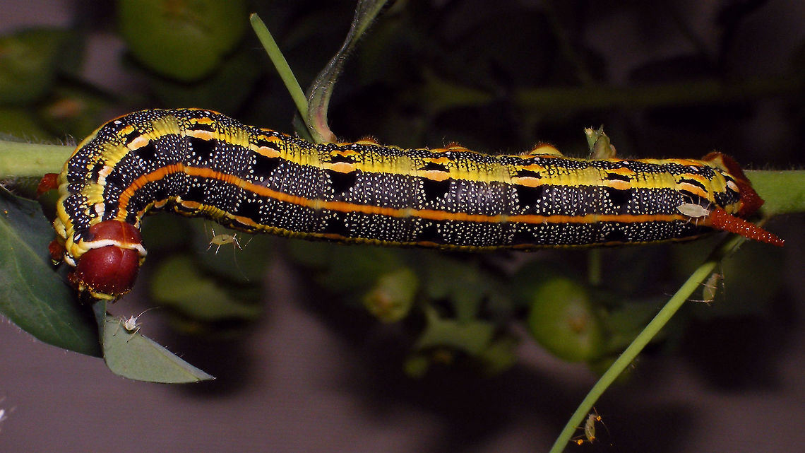 Hyles tithymali phaelipae - Caterpillar (7cm) For full series of images and info refer to the description with these images:<br />
Early development:<br />
<figure class="photo"><a href="https://www.jungledragon.com/image/98715/hyles_tithymali_phaelipae_-_1st_stadium_caterpillars.html" title="Hyles tithymali phaelipae - 1st stadium Caterpillars"><img src="https://s3.amazonaws.com/media.jungledragon.com/images/3043/98715_thumb.jpg?AWSAccessKeyId=05GMT0V3GWVNE7GGM1R2&Expires=1759968010&Signature=hgyyRoTnGefvn8EZSKK5Sqo1u8A%3D" width="200" height="114" alt="Hyles tithymali phaelipae - 1st stadium Caterpillars Okay, so there it is ... in honour of Moth Week 2020 ... a backlog of many, MANY, images that I&#039;ve been wanting to work through, select and upload &quot;forever&quot; now, but never came around to sorting. I&#039;ve now mostly given up on the sorting bit and decided to &quot;punish&quot; Ferdy for always saying that I shouldn&#039;t limit the amount of images ;o)<br />
<br />
But for good reason. This is a rare endemic subspecies that we were lucky to find caterpillars of, two years in a row, quite close enough to the holiday compound near Los Llanos de Ariadne (La Palma, Canary Islands) that we visited in 2019 and 2020, which enabled us to follow through on much of the development.<br />
<br />
The first year we found a mix of very young and medium sized caterpillars and couldn&#039;t get our head around them at first as it turns out that the caterpillars are HUGELY VARIABLE between instars and even between begin and end of the same stadium. So, little wonder that at the time we couldn&#039;t find a visual match for &quot;our&quot; caterpillars. There is only a very limited number of images of the caterpillars of this subspecies around on the internet for comparison and those are mostly &quot;mature&quot; caterpillars.<br />
<br />
The second year, we&#039;ve found one batch of very recently hatched babies and even the empty eggs these must have crawled out of just the day before or so.<br />
<br />
Incidentally, it is supposedly mostly the difference in the caterpillars that helps delimiting this subspecies from others. So here is an attempt to provide more images for comparison to the pool available on the internet :o)<br />
<br />
Please note two things:<br />
1) Below you will find a a mix of images from the two years and frankly, especially the first year, we&#039;ve followed different stages intermixed, so we have NO WAY OF TELLING THE EXACT STADIUM. I will _try_ to list them in an order that seems plausible to me, but I may well be putting some in the WRONG ORDER(!)<br />
2) Jeanette kindly made a few images available to complete this series a bit more. Her images are licensed CC-BY-SA as opposed to my usual license of a CC0 Public Domain dedication. I will indicate this best as I can, so please honour the license where applicable.<br />
<br />
First stadium caterpillars as found in 2020 (note the partial egg shell in center):<br />
https://www.jungledragon.com/image/98715/hyles_tithymali_phaelipae_-_1st_stadium_caterpillars.html<br />
Empty egg shells found nearby:<br />
https://www.jungledragon.com/image/98720/hyles_tithymali_phaelipae_-_empty_eggs.html<br />
Early first stadium on toothpick for size (2019)<br />
https://www.jungledragon.com/image/98718/hyles_tithymali_phaelipae_-_l1_on_toothpick_for_size.html<br />
Early 1st std. full-o-sh*t<br />
https://www.jungledragon.com/image/98721/hyles_tithymali_phaelipae_-_l1_early_in_stadium.html<br />
First stadium about halfway through - getting lighter/greener:<br />
https://www.jungledragon.com/image/98722/hyles_tithymali_phaelipae_-_l1_halfway_through_stadium.html<br />
First stadium toward end - quite pale now:<br />
https://www.jungledragon.com/image/98719/hyles_tithymali_phaelipae_-_l1_toward_end.html<br />
Not sure?! End of 1st or very early 2nd stadium?! Photo CC-BY-SA Jeanette Essink:<br />
https://www.jungledragon.com/image/98723/hyles_tithymali_phaelipae_-_young_caterpillar.html<br />
<br />
From here on I begin to loose track of development stages, so the order might be off!<br />
https://www.jungledragon.com/image/98729/hyles_tithymali_phaelipae_-_l2_early_probably.html<br />
https://www.jungledragon.com/image/98728/hyles_tithymali_phaelipae_-_l2_early_probably.html<br />
https://www.jungledragon.com/image/98730/hyles_tithymali_phaelipae_-_l2_early_probably.html<br />
https://www.jungledragon.com/image/98731/hyles_tithymali_phaelipae_-_l2_early_probably.html<br />
https://www.jungledragon.com/image/98727/hyles_tithymali_phaelipae_-_caterpillars_in_defensive_posture.html<br />
These should be late 2nd or maybe 3rd stadium (16mm in length) showing some variability:<br />
https://www.jungledragon.com/image/98733/hyles_tithymali_phaelipae_-_l2_probably_16mm.html<br />
https://www.jungledragon.com/image/98734/hyles_tithymali_phaelipae_-_inividual_variability.html<br />
2nd/3rd std. 8 days after first image of fairly fresh L1 above (CC-BY-SA Jeanette Essink): <br />
https://www.jungledragon.com/image/98735/hyles_tithymali_phaelipae_-_2nd_or_3r_stadium_caterpillar.html<br />
<br />
As I suspect to be &quot;finding the limits of the system&quot; (space in description) soon enough, I&#039;ll be continuing the series with this image:<br />
https://www.jungledragon.com/image/98738/hyles_tithymali_phaelipae_-_caterpillar_happily_munching.html Caterpillars,Choerocampina,Geotagged,Hyles,Hyles tithymali,Hyles tithymali phaelipae,La Palma (Canary Islands),Macroglossinae,Macroglossini,Moth Week 2020,Spain,Sphingidae" /></a></figure><br />
Later development:<br />
<figure class="photo"><a href="https://www.jungledragon.com/image/98738/hyles_tithymali_phaelipae_-_caterpillar_happily_munching.html" title="Hyles tithymali phaelipae - Caterpillar happily munching"><img src="https://s3.amazonaws.com/media.jungledragon.com/images/3043/98738_thumb.jpg?AWSAccessKeyId=05GMT0V3GWVNE7GGM1R2&Expires=1759968010&Signature=28RzecjYcWuNLzPKxDotiHWQDcc%3D" width="200" height="114" alt="Hyles tithymali phaelipae - Caterpillar happily munching I&#039;ll use this image for the continuation of the series that I started here:<br />
https://www.jungledragon.com/image/98715/hyles_tithymali_phaelipae_-_1st_stadium_caterpillars.html<br />
<br />
All subsequent images were taken in 2019 of larger caterpillars, up to pupating and emerging, roughly in order of body size:<br />
This one I wrote down as being 4cm:<br />
https://www.jungledragon.com/image/98744/hyles_tithymali_phaelipae_-_caterpillar_4cm.html<br />
Next images should be between 4-7cm:<br />
https://www.jungledragon.com/image/98738/hyles_tithymali_phaelipae_-_caterpillar_happily_munching.html<br />
https://www.jungledragon.com/image/98739/hyles_tithymali_phaelipae_-_caterpillar_somewhat_dorsal.html<br />
https://www.jungledragon.com/image/98742/hyles_tithymali_phaelipae_-_caterpillar.html<br />
https://www.jungledragon.com/image/98741/hyles_tithymali_phaelipae_-_caterpillar_detail.html<br />
https://www.jungledragon.com/image/98740/hyles_tithymali_phaelipae_-_caterpillar_de-tail.html<br />
Conspicuously pale/red pronotum:<br />
https://www.jungledragon.com/image/98747/hyles_tithymali_phaelipae_-_caterpillar_redneck.html<br />
https://www.jungledragon.com/image/98750/hyles_tithymali_phaelipae_-_caterpillar_redneck_detail.html<br />
These I wrote down as being 7cm length:<br />
https://www.jungledragon.com/image/98749/hyles_tithymali_phaelipae_-_caterpillar_7cm.html<br />
https://www.jungledragon.com/image/98748/hyles_tithymali_phaelipae_-_caterpillar_7cm_detail.html<br />
https://www.jungledragon.com/image/98746/hyles_tithymali_phaelipae_-_caterpillar_7cm_b.html<br />
https://www.jungledragon.com/image/98753/hyles_tithymali_phaelipae_-_mature_caterpillar_on_hand.html<br />
Almost done:<br />
https://www.jungledragon.com/image/98754/hyles_tithymali_phaelipae_-_mature_caterpillar.html<br />
https://www.jungledragon.com/image/98756/hyles_tithymali_phaelipae_-_prepupa_and_pupae.html<br />
https://www.jungledragon.com/image/98755/hyles_tithymali_phaelipae_-_pupa.html<br />
https://www.jungledragon.com/image/98768/hyles_tithymali_phaelipae_-_pupa_a.html<br />
https://www.jungledragon.com/image/98769/hyles_tithymali_phaelipae_-_pupa_b.html<br />
And finally:<br />
https://www.jungledragon.com/image/98714/hyles_tithymali_phaelipae.html<br />
https://www.jungledragon.com/image/98762/hyles_tithymali_phaelipae_-_wings_closed.html<br />
https://www.jungledragon.com/image/98760/hyles_tithymali_phaelipae_-_portrait.html<br />
https://www.jungledragon.com/image/98767/hyles_tithymali_phaelipae_-_ventrolateral.html<br />
https://www.jungledragon.com/image/98759/hyles_tithymali_phaelipae_-_ventral.html<br />
https://www.jungledragon.com/image/98763/hyles_tithymali_phaelipae_-_dorsal.html<br />
https://www.jungledragon.com/image/98761/hyles_tithymali_phaelipae_-_lateral.html<br />
https://www.jungledragon.com/image/98770/hyles_tithymali_phaelipae_-_detail_of_wing.html Caterpillar,Choerocampina,Hyles,Hyles tithymali,Hyles tithymali phaelipae,La Palma (Canary Islands),Macroglossinae,Macroglossini,Moth Week 2020,Sphingidae" /></a></figure> Caterpillar,Choerocampina,Hyles,Hyles tithymali,Hyles tithymali phaelipae,La Palma (Canary Islands),Macroglossinae,Macroglossini,Moth Week 2020,Sphingidae