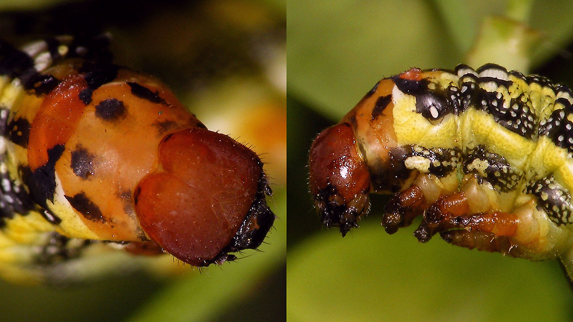 Hyles tithymali phaelipae - Caterpillar "redneck" (detail) For full series of images and info refer to the description with these images:<br />
Early development:<br />
<figure class="photo"><a href="https://www.jungledragon.com/image/98715/hyles_tithymali_phaelipae_-_1st_stadium_caterpillars.html" title="Hyles tithymali phaelipae - 1st stadium Caterpillars"><img src="https://s3.amazonaws.com/media.jungledragon.com/images/3043/98715_thumb.jpg?AWSAccessKeyId=05GMT0V3GWVNE7GGM1R2&Expires=1759968010&Signature=hgyyRoTnGefvn8EZSKK5Sqo1u8A%3D" width="200" height="114" alt="Hyles tithymali phaelipae - 1st stadium Caterpillars Okay, so there it is ... in honour of Moth Week 2020 ... a backlog of many, MANY, images that I&#039;ve been wanting to work through, select and upload &quot;forever&quot; now, but never came around to sorting. I&#039;ve now mostly given up on the sorting bit and decided to &quot;punish&quot; Ferdy for always saying that I shouldn&#039;t limit the amount of images ;o)<br />
<br />
But for good reason. This is a rare endemic subspecies that we were lucky to find caterpillars of, two years in a row, quite close enough to the holiday compound near Los Llanos de Ariadne (La Palma, Canary Islands) that we visited in 2019 and 2020, which enabled us to follow through on much of the development.<br />
<br />
The first year we found a mix of very young and medium sized caterpillars and couldn&#039;t get our head around them at first as it turns out that the caterpillars are HUGELY VARIABLE between instars and even between begin and end of the same stadium. So, little wonder that at the time we couldn&#039;t find a visual match for &quot;our&quot; caterpillars. There is only a very limited number of images of the caterpillars of this subspecies around on the internet for comparison and those are mostly &quot;mature&quot; caterpillars.<br />
<br />
The second year, we&#039;ve found one batch of very recently hatched babies and even the empty eggs these must have crawled out of just the day before or so.<br />
<br />
Incidentally, it is supposedly mostly the difference in the caterpillars that helps delimiting this subspecies from others. So here is an attempt to provide more images for comparison to the pool available on the internet :o)<br />
<br />
Please note two things:<br />
1) Below you will find a a mix of images from the two years and frankly, especially the first year, we&#039;ve followed different stages intermixed, so we have NO WAY OF TELLING THE EXACT STADIUM. I will _try_ to list them in an order that seems plausible to me, but I may well be putting some in the WRONG ORDER(!)<br />
2) Jeanette kindly made a few images available to complete this series a bit more. Her images are licensed CC-BY-SA as opposed to my usual license of a CC0 Public Domain dedication. I will indicate this best as I can, so please honour the license where applicable.<br />
<br />
First stadium caterpillars as found in 2020 (note the partial egg shell in center):<br />
https://www.jungledragon.com/image/98715/hyles_tithymali_phaelipae_-_1st_stadium_caterpillars.html<br />
Empty egg shells found nearby:<br />
https://www.jungledragon.com/image/98720/hyles_tithymali_phaelipae_-_empty_eggs.html<br />
Early first stadium on toothpick for size (2019)<br />
https://www.jungledragon.com/image/98718/hyles_tithymali_phaelipae_-_l1_on_toothpick_for_size.html<br />
Early 1st std. full-o-sh*t<br />
https://www.jungledragon.com/image/98721/hyles_tithymali_phaelipae_-_l1_early_in_stadium.html<br />
First stadium about halfway through - getting lighter/greener:<br />
https://www.jungledragon.com/image/98722/hyles_tithymali_phaelipae_-_l1_halfway_through_stadium.html<br />
First stadium toward end - quite pale now:<br />
https://www.jungledragon.com/image/98719/hyles_tithymali_phaelipae_-_l1_toward_end.html<br />
Not sure?! End of 1st or very early 2nd stadium?! Photo CC-BY-SA Jeanette Essink:<br />
https://www.jungledragon.com/image/98723/hyles_tithymali_phaelipae_-_young_caterpillar.html<br />
<br />
From here on I begin to loose track of development stages, so the order might be off!<br />
https://www.jungledragon.com/image/98729/hyles_tithymali_phaelipae_-_l2_early_probably.html<br />
https://www.jungledragon.com/image/98728/hyles_tithymali_phaelipae_-_l2_early_probably.html<br />
https://www.jungledragon.com/image/98730/hyles_tithymali_phaelipae_-_l2_early_probably.html<br />
https://www.jungledragon.com/image/98731/hyles_tithymali_phaelipae_-_l2_early_probably.html<br />
https://www.jungledragon.com/image/98727/hyles_tithymali_phaelipae_-_caterpillars_in_defensive_posture.html<br />
These should be late 2nd or maybe 3rd stadium (16mm in length) showing some variability:<br />
https://www.jungledragon.com/image/98733/hyles_tithymali_phaelipae_-_l2_probably_16mm.html<br />
https://www.jungledragon.com/image/98734/hyles_tithymali_phaelipae_-_inividual_variability.html<br />
2nd/3rd std. 8 days after first image of fairly fresh L1 above (CC-BY-SA Jeanette Essink): <br />
https://www.jungledragon.com/image/98735/hyles_tithymali_phaelipae_-_2nd_or_3r_stadium_caterpillar.html<br />
<br />
As I suspect to be &quot;finding the limits of the system&quot; (space in description) soon enough, I&#039;ll be continuing the series with this image:<br />
https://www.jungledragon.com/image/98738/hyles_tithymali_phaelipae_-_caterpillar_happily_munching.html Caterpillars,Choerocampina,Geotagged,Hyles,Hyles tithymali,Hyles tithymali phaelipae,La Palma (Canary Islands),Macroglossinae,Macroglossini,Moth Week 2020,Spain,Sphingidae" /></a></figure><br />
Later development:<br />
<figure class="photo"><a href="https://www.jungledragon.com/image/98738/hyles_tithymali_phaelipae_-_caterpillar_happily_munching.html" title="Hyles tithymali phaelipae - Caterpillar happily munching"><img src="https://s3.amazonaws.com/media.jungledragon.com/images/3043/98738_thumb.jpg?AWSAccessKeyId=05GMT0V3GWVNE7GGM1R2&Expires=1759968010&Signature=28RzecjYcWuNLzPKxDotiHWQDcc%3D" width="200" height="114" alt="Hyles tithymali phaelipae - Caterpillar happily munching I&#039;ll use this image for the continuation of the series that I started here:<br />
https://www.jungledragon.com/image/98715/hyles_tithymali_phaelipae_-_1st_stadium_caterpillars.html<br />
<br />
All subsequent images were taken in 2019 of larger caterpillars, up to pupating and emerging, roughly in order of body size:<br />
This one I wrote down as being 4cm:<br />
https://www.jungledragon.com/image/98744/hyles_tithymali_phaelipae_-_caterpillar_4cm.html<br />
Next images should be between 4-7cm:<br />
https://www.jungledragon.com/image/98738/hyles_tithymali_phaelipae_-_caterpillar_happily_munching.html<br />
https://www.jungledragon.com/image/98739/hyles_tithymali_phaelipae_-_caterpillar_somewhat_dorsal.html<br />
https://www.jungledragon.com/image/98742/hyles_tithymali_phaelipae_-_caterpillar.html<br />
https://www.jungledragon.com/image/98741/hyles_tithymali_phaelipae_-_caterpillar_detail.html<br />
https://www.jungledragon.com/image/98740/hyles_tithymali_phaelipae_-_caterpillar_de-tail.html<br />
Conspicuously pale/red pronotum:<br />
https://www.jungledragon.com/image/98747/hyles_tithymali_phaelipae_-_caterpillar_redneck.html<br />
https://www.jungledragon.com/image/98750/hyles_tithymali_phaelipae_-_caterpillar_redneck_detail.html<br />
These I wrote down as being 7cm length:<br />
https://www.jungledragon.com/image/98749/hyles_tithymali_phaelipae_-_caterpillar_7cm.html<br />
https://www.jungledragon.com/image/98748/hyles_tithymali_phaelipae_-_caterpillar_7cm_detail.html<br />
https://www.jungledragon.com/image/98746/hyles_tithymali_phaelipae_-_caterpillar_7cm_b.html<br />
https://www.jungledragon.com/image/98753/hyles_tithymali_phaelipae_-_mature_caterpillar_on_hand.html<br />
Almost done:<br />
https://www.jungledragon.com/image/98754/hyles_tithymali_phaelipae_-_mature_caterpillar.html<br />
https://www.jungledragon.com/image/98756/hyles_tithymali_phaelipae_-_prepupa_and_pupae.html<br />
https://www.jungledragon.com/image/98755/hyles_tithymali_phaelipae_-_pupa.html<br />
https://www.jungledragon.com/image/98768/hyles_tithymali_phaelipae_-_pupa_a.html<br />
https://www.jungledragon.com/image/98769/hyles_tithymali_phaelipae_-_pupa_b.html<br />
And finally:<br />
https://www.jungledragon.com/image/98714/hyles_tithymali_phaelipae.html<br />
https://www.jungledragon.com/image/98762/hyles_tithymali_phaelipae_-_wings_closed.html<br />
https://www.jungledragon.com/image/98760/hyles_tithymali_phaelipae_-_portrait.html<br />
https://www.jungledragon.com/image/98767/hyles_tithymali_phaelipae_-_ventrolateral.html<br />
https://www.jungledragon.com/image/98759/hyles_tithymali_phaelipae_-_ventral.html<br />
https://www.jungledragon.com/image/98763/hyles_tithymali_phaelipae_-_dorsal.html<br />
https://www.jungledragon.com/image/98761/hyles_tithymali_phaelipae_-_lateral.html<br />
https://www.jungledragon.com/image/98770/hyles_tithymali_phaelipae_-_detail_of_wing.html Caterpillar,Choerocampina,Hyles,Hyles tithymali,Hyles tithymali phaelipae,La Palma (Canary Islands),Macroglossinae,Macroglossini,Moth Week 2020,Sphingidae" /></a></figure> Caterpillar,Choerocampina,Hyles,Hyles tithymali,Hyles tithymali phaelipae,La Palma (Canary Islands),Macroglossinae,Macroglossini,Moth Week 2020,Sphingidae