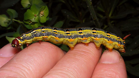 Hyles tithymali phaelipae - Mature caterpillar on hand For full series of images and info refer to the description with these images:
Early development:
https://www.jungledragon.com/image/98715/hyles_tithymali_phaelipae_-_1st_stadium_caterpillars.html
Later development:
https://www.jungledragon.com/image/98738/hyles_tithymali_phaelipae_-_caterpillar_happily_munching.html Caterpillar,Choerocampina,Hyles,Hyles tithymali,Hyles tithymali phaelipae,La Palma (Canary Islands),Macroglossinae,Macroglossini,Moth Week 2020,Sphingidae