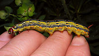 Hyles tithymali phaelipae - Mature caterpillar on hand For full series of images and info refer to the description with these images:<br />
Early development:<br />
https://www.jungledragon.com/image/98715/hyles_tithymali_phaelipae_-_1st_stadium_caterpillars.html<br />
Later development:<br />
https://www.jungledragon.com/image/98738/hyles_tithymali_phaelipae_-_caterpillar_happily_munching.html Caterpillar,Choerocampina,Hyles,Hyles tithymali,Hyles tithymali phaelipae,La Palma (Canary Islands),Macroglossinae,Macroglossini,Moth Week 2020,Sphingidae