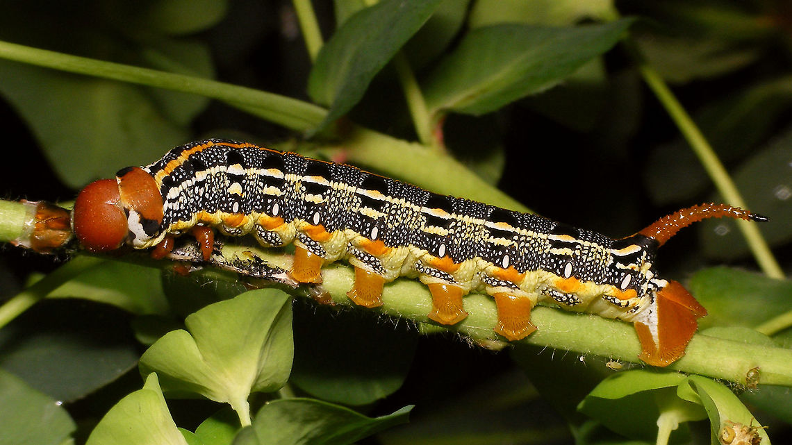 Hyles tithymali phaelipae - Mature caterpillar One or two days before pupating.<br />
For full series of images and info refer to the description with these images:<br />
Early development:<br />
<figure class="photo"><a href="https://www.jungledragon.com/image/98715/hyles_tithymali_phaelipae_-_1st_stadium_caterpillars.html" title="Hyles tithymali phaelipae - 1st stadium Caterpillars"><img src="https://s3.amazonaws.com/media.jungledragon.com/images/3043/98715_thumb.jpg?AWSAccessKeyId=05GMT0V3GWVNE7GGM1R2&Expires=1767225610&Signature=r87U9wfIUAaRDf2X%2F4Krwd2mvJo%3D" width="200" height="114" alt="Hyles tithymali phaelipae - 1st stadium Caterpillars Okay, so there it is ... in honour of Moth Week 2020 ... a backlog of many, MANY, images that I&#039;ve been wanting to work through, select and upload &quot;forever&quot; now, but never came around to sorting. I&#039;ve now mostly given up on the sorting bit and decided to &quot;punish&quot; Ferdy for always saying that I shouldn&#039;t limit the amount of images ;o)<br />
<br />
But for good reason. This is a rare endemic subspecies that we were lucky to find caterpillars of, two years in a row, quite close enough to the holiday compound near Los Llanos de Ariadne (La Palma, Canary Islands) that we visited in 2019 and 2020, which enabled us to follow through on much of the development.<br />
<br />
The first year we found a mix of very young and medium sized caterpillars and couldn&#039;t get our head around them at first as it turns out that the caterpillars are HUGELY VARIABLE between instars and even between begin and end of the same stadium. So, little wonder that at the time we couldn&#039;t find a visual match for &quot;our&quot; caterpillars. There is only a very limited number of images of the caterpillars of this subspecies around on the internet for comparison and those are mostly &quot;mature&quot; caterpillars.<br />
<br />
The second year, we&#039;ve found one batch of very recently hatched babies and even the empty eggs these must have crawled out of just the day before or so.<br />
<br />
Incidentally, it is supposedly mostly the difference in the caterpillars that helps delimiting this subspecies from others. So here is an attempt to provide more images for comparison to the pool available on the internet :o)<br />
<br />
Please note two things:<br />
1) Below you will find a a mix of images from the two years and frankly, especially the first year, we&#039;ve followed different stages intermixed, so we have NO WAY OF TELLING THE EXACT STADIUM. I will _try_ to list them in an order that seems plausible to me, but I may well be putting some in the WRONG ORDER(!)<br />
2) Jeanette kindly made a few images available to complete this series a bit more. Her images are licensed CC-BY-SA as opposed to my usual license of a CC0 Public Domain dedication. I will indicate this best as I can, so please honour the license where applicable.<br />
<br />
First stadium caterpillars as found in 2020 (note the partial egg shell in center):<br />
https://www.jungledragon.com/image/98715/hyles_tithymali_phaelipae_-_1st_stadium_caterpillars.html<br />
Empty egg shells found nearby:<br />
https://www.jungledragon.com/image/98720/hyles_tithymali_phaelipae_-_empty_eggs.html<br />
Early first stadium on toothpick for size (2019)<br />
https://www.jungledragon.com/image/98718/hyles_tithymali_phaelipae_-_l1_on_toothpick_for_size.html<br />
Early 1st std. full-o-sh*t<br />
https://www.jungledragon.com/image/98721/hyles_tithymali_phaelipae_-_l1_early_in_stadium.html<br />
First stadium about halfway through - getting lighter/greener:<br />
https://www.jungledragon.com/image/98722/hyles_tithymali_phaelipae_-_l1_halfway_through_stadium.html<br />
First stadium toward end - quite pale now:<br />
https://www.jungledragon.com/image/98719/hyles_tithymali_phaelipae_-_l1_toward_end.html<br />
Not sure?! End of 1st or very early 2nd stadium?! Photo CC-BY-SA Jeanette Essink:<br />
https://www.jungledragon.com/image/98723/hyles_tithymali_phaelipae_-_young_caterpillar.html<br />
<br />
From here on I begin to loose track of development stages, so the order might be off!<br />
https://www.jungledragon.com/image/98729/hyles_tithymali_phaelipae_-_l2_early_probably.html<br />
https://www.jungledragon.com/image/98728/hyles_tithymali_phaelipae_-_l2_early_probably.html<br />
https://www.jungledragon.com/image/98730/hyles_tithymali_phaelipae_-_l2_early_probably.html<br />
https://www.jungledragon.com/image/98731/hyles_tithymali_phaelipae_-_l2_early_probably.html<br />
https://www.jungledragon.com/image/98727/hyles_tithymali_phaelipae_-_caterpillars_in_defensive_posture.html<br />
These should be late 2nd or maybe 3rd stadium (16mm in length) showing some variability:<br />
https://www.jungledragon.com/image/98733/hyles_tithymali_phaelipae_-_l2_probably_16mm.html<br />
https://www.jungledragon.com/image/98734/hyles_tithymali_phaelipae_-_inividual_variability.html<br />
2nd/3rd std. 8 days after first image of fairly fresh L1 above (CC-BY-SA Jeanette Essink): <br />
https://www.jungledragon.com/image/98735/hyles_tithymali_phaelipae_-_2nd_or_3r_stadium_caterpillar.html<br />
<br />
As I suspect to be &quot;finding the limits of the system&quot; (space in description) soon enough, I&#039;ll be continuing the series with this image:<br />
https://www.jungledragon.com/image/98738/hyles_tithymali_phaelipae_-_caterpillar_happily_munching.html Caterpillars,Choerocampina,Geotagged,Hyles,Hyles tithymali,Hyles tithymali phaelipae,La Palma (Canary Islands),Macroglossinae,Macroglossini,Moth Week 2020,Spain,Sphingidae" /></a></figure><br />
Later development:<br />
<figure class="photo"><a href="https://www.jungledragon.com/image/98738/hyles_tithymali_phaelipae_-_caterpillar_happily_munching.html" title="Hyles tithymali phaelipae - Caterpillar happily munching"><img src="https://s3.amazonaws.com/media.jungledragon.com/images/3043/98738_thumb.jpg?AWSAccessKeyId=05GMT0V3GWVNE7GGM1R2&Expires=1767225610&Signature=lnREmt4D5kU%2BHzbOFI7aIPRWmIw%3D" width="200" height="114" alt="Hyles tithymali phaelipae - Caterpillar happily munching I&#039;ll use this image for the continuation of the series that I started here:<br />
https://www.jungledragon.com/image/98715/hyles_tithymali_phaelipae_-_1st_stadium_caterpillars.html<br />
<br />
All subsequent images were taken in 2019 of larger caterpillars, up to pupating and emerging, roughly in order of body size:<br />
This one I wrote down as being 4cm:<br />
https://www.jungledragon.com/image/98744/hyles_tithymali_phaelipae_-_caterpillar_4cm.html<br />
Next images should be between 4-7cm:<br />
https://www.jungledragon.com/image/98738/hyles_tithymali_phaelipae_-_caterpillar_happily_munching.html<br />
https://www.jungledragon.com/image/98739/hyles_tithymali_phaelipae_-_caterpillar_somewhat_dorsal.html<br />
https://www.jungledragon.com/image/98742/hyles_tithymali_phaelipae_-_caterpillar.html<br />
https://www.jungledragon.com/image/98741/hyles_tithymali_phaelipae_-_caterpillar_detail.html<br />
https://www.jungledragon.com/image/98740/hyles_tithymali_phaelipae_-_caterpillar_de-tail.html<br />
Conspicuously pale/red pronotum:<br />
https://www.jungledragon.com/image/98747/hyles_tithymali_phaelipae_-_caterpillar_redneck.html<br />
https://www.jungledragon.com/image/98750/hyles_tithymali_phaelipae_-_caterpillar_redneck_detail.html<br />
These I wrote down as being 7cm length:<br />
https://www.jungledragon.com/image/98749/hyles_tithymali_phaelipae_-_caterpillar_7cm.html<br />
https://www.jungledragon.com/image/98748/hyles_tithymali_phaelipae_-_caterpillar_7cm_detail.html<br />
https://www.jungledragon.com/image/98746/hyles_tithymali_phaelipae_-_caterpillar_7cm_b.html<br />
https://www.jungledragon.com/image/98753/hyles_tithymali_phaelipae_-_mature_caterpillar_on_hand.html<br />
Almost done:<br />
https://www.jungledragon.com/image/98754/hyles_tithymali_phaelipae_-_mature_caterpillar.html<br />
https://www.jungledragon.com/image/98756/hyles_tithymali_phaelipae_-_prepupa_and_pupae.html<br />
https://www.jungledragon.com/image/98755/hyles_tithymali_phaelipae_-_pupa.html<br />
https://www.jungledragon.com/image/98768/hyles_tithymali_phaelipae_-_pupa_a.html<br />
https://www.jungledragon.com/image/98769/hyles_tithymali_phaelipae_-_pupa_b.html<br />
And finally:<br />
https://www.jungledragon.com/image/98714/hyles_tithymali_phaelipae.html<br />
https://www.jungledragon.com/image/98762/hyles_tithymali_phaelipae_-_wings_closed.html<br />
https://www.jungledragon.com/image/98760/hyles_tithymali_phaelipae_-_portrait.html<br />
https://www.jungledragon.com/image/98767/hyles_tithymali_phaelipae_-_ventrolateral.html<br />
https://www.jungledragon.com/image/98759/hyles_tithymali_phaelipae_-_ventral.html<br />
https://www.jungledragon.com/image/98763/hyles_tithymali_phaelipae_-_dorsal.html<br />
https://www.jungledragon.com/image/98761/hyles_tithymali_phaelipae_-_lateral.html<br />
https://www.jungledragon.com/image/98770/hyles_tithymali_phaelipae_-_detail_of_wing.html Caterpillar,Choerocampina,Hyles,Hyles tithymali,Hyles tithymali phaelipae,La Palma (Canary Islands),Macroglossinae,Macroglossini,Moth Week 2020,Sphingidae" /></a></figure> Caterpillar,Choerocampina,Hyles,Hyles tithymali,Hyles tithymali phaelipae,La Palma (Canary Islands),Macroglossinae,Macroglossini,Moth Week 2020,Sphingidae