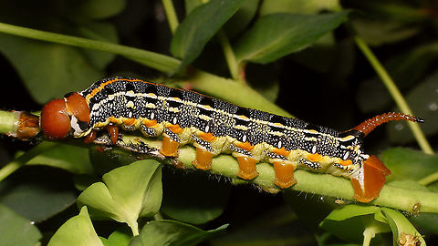 Hyles tithymali phaelipae - Mature caterpillar One or two days before pupating.
For full series of images and info refer to the description with these images:
Early development:
https://www.jungledragon.com/image/98715/hyles_tithymali_phaelipae_-_1st_stadium_caterpillars.html
Later development:
https://www.jungledragon.com/image/98738/hyles_tithymali_phaelipae_-_caterpillar_happily_munching.html Caterpillar,Choerocampina,Hyles,Hyles tithymali,Hyles tithymali phaelipae,La Palma (Canary Islands),Macroglossinae,Macroglossini,Moth Week 2020,Sphingidae