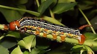 Hyles tithymali phaelipae - Mature caterpillar One or two days before pupating.<br />
For full series of images and info refer to the description with these images:<br />
Early development:<br />
https://www.jungledragon.com/image/98715/hyles_tithymali_phaelipae_-_1st_stadium_caterpillars.html<br />
Later development:<br />
https://www.jungledragon.com/image/98738/hyles_tithymali_phaelipae_-_caterpillar_happily_munching.html Caterpillar,Choerocampina,Hyles,Hyles tithymali,Hyles tithymali phaelipae,La Palma (Canary Islands),Macroglossinae,Macroglossini,Moth Week 2020,Sphingidae