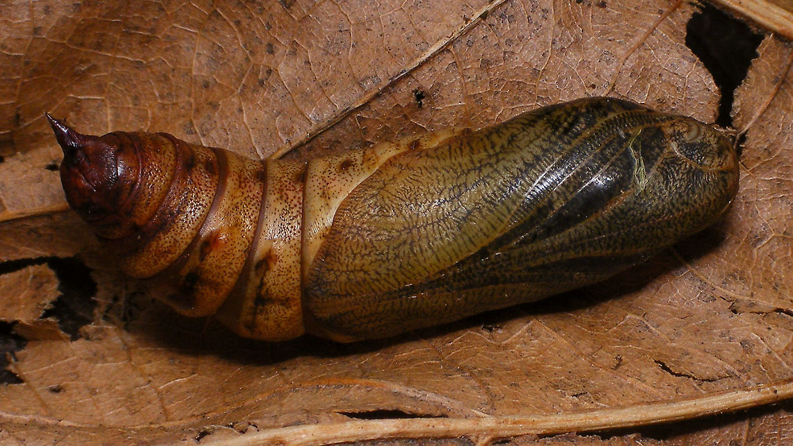 Hyles tithymali phaelipae - Pupa For full series of images and info refer to the description with these images:<br />
Early development:<br />
<figure class="photo"><a href="https://www.jungledragon.com/image/98715/hyles_tithymali_phaelipae_-_1st_stadium_caterpillars.html" title="Hyles tithymali phaelipae - 1st stadium Caterpillars"><img src="https://s3.amazonaws.com/media.jungledragon.com/images/3043/98715_thumb.jpg?AWSAccessKeyId=05GMT0V3GWVNE7GGM1R2&Expires=1767225610&Signature=r87U9wfIUAaRDf2X%2F4Krwd2mvJo%3D" width="200" height="114" alt="Hyles tithymali phaelipae - 1st stadium Caterpillars Okay, so there it is ... in honour of Moth Week 2020 ... a backlog of many, MANY, images that I&#039;ve been wanting to work through, select and upload &quot;forever&quot; now, but never came around to sorting. I&#039;ve now mostly given up on the sorting bit and decided to &quot;punish&quot; Ferdy for always saying that I shouldn&#039;t limit the amount of images ;o)<br />
<br />
But for good reason. This is a rare endemic subspecies that we were lucky to find caterpillars of, two years in a row, quite close enough to the holiday compound near Los Llanos de Ariadne (La Palma, Canary Islands) that we visited in 2019 and 2020, which enabled us to follow through on much of the development.<br />
<br />
The first year we found a mix of very young and medium sized caterpillars and couldn&#039;t get our head around them at first as it turns out that the caterpillars are HUGELY VARIABLE between instars and even between begin and end of the same stadium. So, little wonder that at the time we couldn&#039;t find a visual match for &quot;our&quot; caterpillars. There is only a very limited number of images of the caterpillars of this subspecies around on the internet for comparison and those are mostly &quot;mature&quot; caterpillars.<br />
<br />
The second year, we&#039;ve found one batch of very recently hatched babies and even the empty eggs these must have crawled out of just the day before or so.<br />
<br />
Incidentally, it is supposedly mostly the difference in the caterpillars that helps delimiting this subspecies from others. So here is an attempt to provide more images for comparison to the pool available on the internet :o)<br />
<br />
Please note two things:<br />
1) Below you will find a a mix of images from the two years and frankly, especially the first year, we&#039;ve followed different stages intermixed, so we have NO WAY OF TELLING THE EXACT STADIUM. I will _try_ to list them in an order that seems plausible to me, but I may well be putting some in the WRONG ORDER(!)<br />
2) Jeanette kindly made a few images available to complete this series a bit more. Her images are licensed CC-BY-SA as opposed to my usual license of a CC0 Public Domain dedication. I will indicate this best as I can, so please honour the license where applicable.<br />
<br />
First stadium caterpillars as found in 2020 (note the partial egg shell in center):<br />
https://www.jungledragon.com/image/98715/hyles_tithymali_phaelipae_-_1st_stadium_caterpillars.html<br />
Empty egg shells found nearby:<br />
https://www.jungledragon.com/image/98720/hyles_tithymali_phaelipae_-_empty_eggs.html<br />
Early first stadium on toothpick for size (2019)<br />
https://www.jungledragon.com/image/98718/hyles_tithymali_phaelipae_-_l1_on_toothpick_for_size.html<br />
Early 1st std. full-o-sh*t<br />
https://www.jungledragon.com/image/98721/hyles_tithymali_phaelipae_-_l1_early_in_stadium.html<br />
First stadium about halfway through - getting lighter/greener:<br />
https://www.jungledragon.com/image/98722/hyles_tithymali_phaelipae_-_l1_halfway_through_stadium.html<br />
First stadium toward end - quite pale now:<br />
https://www.jungledragon.com/image/98719/hyles_tithymali_phaelipae_-_l1_toward_end.html<br />
Not sure?! End of 1st or very early 2nd stadium?! Photo CC-BY-SA Jeanette Essink:<br />
https://www.jungledragon.com/image/98723/hyles_tithymali_phaelipae_-_young_caterpillar.html<br />
<br />
From here on I begin to loose track of development stages, so the order might be off!<br />
https://www.jungledragon.com/image/98729/hyles_tithymali_phaelipae_-_l2_early_probably.html<br />
https://www.jungledragon.com/image/98728/hyles_tithymali_phaelipae_-_l2_early_probably.html<br />
https://www.jungledragon.com/image/98730/hyles_tithymali_phaelipae_-_l2_early_probably.html<br />
https://www.jungledragon.com/image/98731/hyles_tithymali_phaelipae_-_l2_early_probably.html<br />
https://www.jungledragon.com/image/98727/hyles_tithymali_phaelipae_-_caterpillars_in_defensive_posture.html<br />
These should be late 2nd or maybe 3rd stadium (16mm in length) showing some variability:<br />
https://www.jungledragon.com/image/98733/hyles_tithymali_phaelipae_-_l2_probably_16mm.html<br />
https://www.jungledragon.com/image/98734/hyles_tithymali_phaelipae_-_inividual_variability.html<br />
2nd/3rd std. 8 days after first image of fairly fresh L1 above (CC-BY-SA Jeanette Essink): <br />
https://www.jungledragon.com/image/98735/hyles_tithymali_phaelipae_-_2nd_or_3r_stadium_caterpillar.html<br />
<br />
As I suspect to be &quot;finding the limits of the system&quot; (space in description) soon enough, I&#039;ll be continuing the series with this image:<br />
https://www.jungledragon.com/image/98738/hyles_tithymali_phaelipae_-_caterpillar_happily_munching.html Caterpillars,Choerocampina,Geotagged,Hyles,Hyles tithymali,Hyles tithymali phaelipae,La Palma (Canary Islands),Macroglossinae,Macroglossini,Moth Week 2020,Spain,Sphingidae" /></a></figure><br />
Later development:<br />
<figure class="photo"><a href="https://www.jungledragon.com/image/98738/hyles_tithymali_phaelipae_-_caterpillar_happily_munching.html" title="Hyles tithymali phaelipae - Caterpillar happily munching"><img src="https://s3.amazonaws.com/media.jungledragon.com/images/3043/98738_thumb.jpg?AWSAccessKeyId=05GMT0V3GWVNE7GGM1R2&Expires=1767225610&Signature=lnREmt4D5kU%2BHzbOFI7aIPRWmIw%3D" width="200" height="114" alt="Hyles tithymali phaelipae - Caterpillar happily munching I&#039;ll use this image for the continuation of the series that I started here:<br />
https://www.jungledragon.com/image/98715/hyles_tithymali_phaelipae_-_1st_stadium_caterpillars.html<br />
<br />
All subsequent images were taken in 2019 of larger caterpillars, up to pupating and emerging, roughly in order of body size:<br />
This one I wrote down as being 4cm:<br />
https://www.jungledragon.com/image/98744/hyles_tithymali_phaelipae_-_caterpillar_4cm.html<br />
Next images should be between 4-7cm:<br />
https://www.jungledragon.com/image/98738/hyles_tithymali_phaelipae_-_caterpillar_happily_munching.html<br />
https://www.jungledragon.com/image/98739/hyles_tithymali_phaelipae_-_caterpillar_somewhat_dorsal.html<br />
https://www.jungledragon.com/image/98742/hyles_tithymali_phaelipae_-_caterpillar.html<br />
https://www.jungledragon.com/image/98741/hyles_tithymali_phaelipae_-_caterpillar_detail.html<br />
https://www.jungledragon.com/image/98740/hyles_tithymali_phaelipae_-_caterpillar_de-tail.html<br />
Conspicuously pale/red pronotum:<br />
https://www.jungledragon.com/image/98747/hyles_tithymali_phaelipae_-_caterpillar_redneck.html<br />
https://www.jungledragon.com/image/98750/hyles_tithymali_phaelipae_-_caterpillar_redneck_detail.html<br />
These I wrote down as being 7cm length:<br />
https://www.jungledragon.com/image/98749/hyles_tithymali_phaelipae_-_caterpillar_7cm.html<br />
https://www.jungledragon.com/image/98748/hyles_tithymali_phaelipae_-_caterpillar_7cm_detail.html<br />
https://www.jungledragon.com/image/98746/hyles_tithymali_phaelipae_-_caterpillar_7cm_b.html<br />
https://www.jungledragon.com/image/98753/hyles_tithymali_phaelipae_-_mature_caterpillar_on_hand.html<br />
Almost done:<br />
https://www.jungledragon.com/image/98754/hyles_tithymali_phaelipae_-_mature_caterpillar.html<br />
https://www.jungledragon.com/image/98756/hyles_tithymali_phaelipae_-_prepupa_and_pupae.html<br />
https://www.jungledragon.com/image/98755/hyles_tithymali_phaelipae_-_pupa.html<br />
https://www.jungledragon.com/image/98768/hyles_tithymali_phaelipae_-_pupa_a.html<br />
https://www.jungledragon.com/image/98769/hyles_tithymali_phaelipae_-_pupa_b.html<br />
And finally:<br />
https://www.jungledragon.com/image/98714/hyles_tithymali_phaelipae.html<br />
https://www.jungledragon.com/image/98762/hyles_tithymali_phaelipae_-_wings_closed.html<br />
https://www.jungledragon.com/image/98760/hyles_tithymali_phaelipae_-_portrait.html<br />
https://www.jungledragon.com/image/98767/hyles_tithymali_phaelipae_-_ventrolateral.html<br />
https://www.jungledragon.com/image/98759/hyles_tithymali_phaelipae_-_ventral.html<br />
https://www.jungledragon.com/image/98763/hyles_tithymali_phaelipae_-_dorsal.html<br />
https://www.jungledragon.com/image/98761/hyles_tithymali_phaelipae_-_lateral.html<br />
https://www.jungledragon.com/image/98770/hyles_tithymali_phaelipae_-_detail_of_wing.html Caterpillar,Choerocampina,Hyles,Hyles tithymali,Hyles tithymali phaelipae,La Palma (Canary Islands),Macroglossinae,Macroglossini,Moth Week 2020,Sphingidae" /></a></figure> Choerocampina,Hyles,Hyles tithymali,Hyles tithymali phaelipae,La Palma (Canary Islands),Macroglossinae,Macroglossini,Moth Week 2020,Pupa,Sphingidae