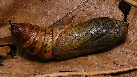 Hyles tithymali phaelipae - Pupa For full series of images and info refer to the description with these images:
Early development:
https://www.jungledragon.com/image/98715/hyles_tithymali_phaelipae_-_1st_stadium_caterpillars.html
Later development:
https://www.jungledragon.com/image/98738/hyles_tithymali_phaelipae_-_caterpillar_happily_munching.html Choerocampina,Hyles,Hyles tithymali,Hyles tithymali phaelipae,La Palma (Canary Islands),Macroglossinae,Macroglossini,Moth Week 2020,Pupa,Sphingidae