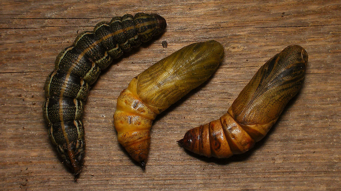 Hyles tithymali phaelipae - Prepupa and pupae For full series of images and info refer to the description with these images:<br />
Early development:<br />
<figure class="photo"><a href="https://www.jungledragon.com/image/98715/hyles_tithymali_phaelipae_-_1st_stadium_caterpillars.html" title="Hyles tithymali phaelipae - 1st stadium Caterpillars"><img src="https://s3.amazonaws.com/media.jungledragon.com/images/3043/98715_thumb.jpg?AWSAccessKeyId=05GMT0V3GWVNE7GGM1R2&Expires=1767225610&Signature=r87U9wfIUAaRDf2X%2F4Krwd2mvJo%3D" width="200" height="114" alt="Hyles tithymali phaelipae - 1st stadium Caterpillars Okay, so there it is ... in honour of Moth Week 2020 ... a backlog of many, MANY, images that I&#039;ve been wanting to work through, select and upload &quot;forever&quot; now, but never came around to sorting. I&#039;ve now mostly given up on the sorting bit and decided to &quot;punish&quot; Ferdy for always saying that I shouldn&#039;t limit the amount of images ;o)<br />
<br />
But for good reason. This is a rare endemic subspecies that we were lucky to find caterpillars of, two years in a row, quite close enough to the holiday compound near Los Llanos de Ariadne (La Palma, Canary Islands) that we visited in 2019 and 2020, which enabled us to follow through on much of the development.<br />
<br />
The first year we found a mix of very young and medium sized caterpillars and couldn&#039;t get our head around them at first as it turns out that the caterpillars are HUGELY VARIABLE between instars and even between begin and end of the same stadium. So, little wonder that at the time we couldn&#039;t find a visual match for &quot;our&quot; caterpillars. There is only a very limited number of images of the caterpillars of this subspecies around on the internet for comparison and those are mostly &quot;mature&quot; caterpillars.<br />
<br />
The second year, we&#039;ve found one batch of very recently hatched babies and even the empty eggs these must have crawled out of just the day before or so.<br />
<br />
Incidentally, it is supposedly mostly the difference in the caterpillars that helps delimiting this subspecies from others. So here is an attempt to provide more images for comparison to the pool available on the internet :o)<br />
<br />
Please note two things:<br />
1) Below you will find a a mix of images from the two years and frankly, especially the first year, we&#039;ve followed different stages intermixed, so we have NO WAY OF TELLING THE EXACT STADIUM. I will _try_ to list them in an order that seems plausible to me, but I may well be putting some in the WRONG ORDER(!)<br />
2) Jeanette kindly made a few images available to complete this series a bit more. Her images are licensed CC-BY-SA as opposed to my usual license of a CC0 Public Domain dedication. I will indicate this best as I can, so please honour the license where applicable.<br />
<br />
First stadium caterpillars as found in 2020 (note the partial egg shell in center):<br />
https://www.jungledragon.com/image/98715/hyles_tithymali_phaelipae_-_1st_stadium_caterpillars.html<br />
Empty egg shells found nearby:<br />
https://www.jungledragon.com/image/98720/hyles_tithymali_phaelipae_-_empty_eggs.html<br />
Early first stadium on toothpick for size (2019)<br />
https://www.jungledragon.com/image/98718/hyles_tithymali_phaelipae_-_l1_on_toothpick_for_size.html<br />
Early 1st std. full-o-sh*t<br />
https://www.jungledragon.com/image/98721/hyles_tithymali_phaelipae_-_l1_early_in_stadium.html<br />
First stadium about halfway through - getting lighter/greener:<br />
https://www.jungledragon.com/image/98722/hyles_tithymali_phaelipae_-_l1_halfway_through_stadium.html<br />
First stadium toward end - quite pale now:<br />
https://www.jungledragon.com/image/98719/hyles_tithymali_phaelipae_-_l1_toward_end.html<br />
Not sure?! End of 1st or very early 2nd stadium?! Photo CC-BY-SA Jeanette Essink:<br />
https://www.jungledragon.com/image/98723/hyles_tithymali_phaelipae_-_young_caterpillar.html<br />
<br />
From here on I begin to loose track of development stages, so the order might be off!<br />
https://www.jungledragon.com/image/98729/hyles_tithymali_phaelipae_-_l2_early_probably.html<br />
https://www.jungledragon.com/image/98728/hyles_tithymali_phaelipae_-_l2_early_probably.html<br />
https://www.jungledragon.com/image/98730/hyles_tithymali_phaelipae_-_l2_early_probably.html<br />
https://www.jungledragon.com/image/98731/hyles_tithymali_phaelipae_-_l2_early_probably.html<br />
https://www.jungledragon.com/image/98727/hyles_tithymali_phaelipae_-_caterpillars_in_defensive_posture.html<br />
These should be late 2nd or maybe 3rd stadium (16mm in length) showing some variability:<br />
https://www.jungledragon.com/image/98733/hyles_tithymali_phaelipae_-_l2_probably_16mm.html<br />
https://www.jungledragon.com/image/98734/hyles_tithymali_phaelipae_-_inividual_variability.html<br />
2nd/3rd std. 8 days after first image of fairly fresh L1 above (CC-BY-SA Jeanette Essink): <br />
https://www.jungledragon.com/image/98735/hyles_tithymali_phaelipae_-_2nd_or_3r_stadium_caterpillar.html<br />
<br />
As I suspect to be &quot;finding the limits of the system&quot; (space in description) soon enough, I&#039;ll be continuing the series with this image:<br />
https://www.jungledragon.com/image/98738/hyles_tithymali_phaelipae_-_caterpillar_happily_munching.html Caterpillars,Choerocampina,Geotagged,Hyles,Hyles tithymali,Hyles tithymali phaelipae,La Palma (Canary Islands),Macroglossinae,Macroglossini,Moth Week 2020,Spain,Sphingidae" /></a></figure><br />
Later development:<br />
<figure class="photo"><a href="https://www.jungledragon.com/image/98738/hyles_tithymali_phaelipae_-_caterpillar_happily_munching.html" title="Hyles tithymali phaelipae - Caterpillar happily munching"><img src="https://s3.amazonaws.com/media.jungledragon.com/images/3043/98738_thumb.jpg?AWSAccessKeyId=05GMT0V3GWVNE7GGM1R2&Expires=1767225610&Signature=lnREmt4D5kU%2BHzbOFI7aIPRWmIw%3D" width="200" height="114" alt="Hyles tithymali phaelipae - Caterpillar happily munching I&#039;ll use this image for the continuation of the series that I started here:<br />
https://www.jungledragon.com/image/98715/hyles_tithymali_phaelipae_-_1st_stadium_caterpillars.html<br />
<br />
All subsequent images were taken in 2019 of larger caterpillars, up to pupating and emerging, roughly in order of body size:<br />
This one I wrote down as being 4cm:<br />
https://www.jungledragon.com/image/98744/hyles_tithymali_phaelipae_-_caterpillar_4cm.html<br />
Next images should be between 4-7cm:<br />
https://www.jungledragon.com/image/98738/hyles_tithymali_phaelipae_-_caterpillar_happily_munching.html<br />
https://www.jungledragon.com/image/98739/hyles_tithymali_phaelipae_-_caterpillar_somewhat_dorsal.html<br />
https://www.jungledragon.com/image/98742/hyles_tithymali_phaelipae_-_caterpillar.html<br />
https://www.jungledragon.com/image/98741/hyles_tithymali_phaelipae_-_caterpillar_detail.html<br />
https://www.jungledragon.com/image/98740/hyles_tithymali_phaelipae_-_caterpillar_de-tail.html<br />
Conspicuously pale/red pronotum:<br />
https://www.jungledragon.com/image/98747/hyles_tithymali_phaelipae_-_caterpillar_redneck.html<br />
https://www.jungledragon.com/image/98750/hyles_tithymali_phaelipae_-_caterpillar_redneck_detail.html<br />
These I wrote down as being 7cm length:<br />
https://www.jungledragon.com/image/98749/hyles_tithymali_phaelipae_-_caterpillar_7cm.html<br />
https://www.jungledragon.com/image/98748/hyles_tithymali_phaelipae_-_caterpillar_7cm_detail.html<br />
https://www.jungledragon.com/image/98746/hyles_tithymali_phaelipae_-_caterpillar_7cm_b.html<br />
https://www.jungledragon.com/image/98753/hyles_tithymali_phaelipae_-_mature_caterpillar_on_hand.html<br />
Almost done:<br />
https://www.jungledragon.com/image/98754/hyles_tithymali_phaelipae_-_mature_caterpillar.html<br />
https://www.jungledragon.com/image/98756/hyles_tithymali_phaelipae_-_prepupa_and_pupae.html<br />
https://www.jungledragon.com/image/98755/hyles_tithymali_phaelipae_-_pupa.html<br />
https://www.jungledragon.com/image/98768/hyles_tithymali_phaelipae_-_pupa_a.html<br />
https://www.jungledragon.com/image/98769/hyles_tithymali_phaelipae_-_pupa_b.html<br />
And finally:<br />
https://www.jungledragon.com/image/98714/hyles_tithymali_phaelipae.html<br />
https://www.jungledragon.com/image/98762/hyles_tithymali_phaelipae_-_wings_closed.html<br />
https://www.jungledragon.com/image/98760/hyles_tithymali_phaelipae_-_portrait.html<br />
https://www.jungledragon.com/image/98767/hyles_tithymali_phaelipae_-_ventrolateral.html<br />
https://www.jungledragon.com/image/98759/hyles_tithymali_phaelipae_-_ventral.html<br />
https://www.jungledragon.com/image/98763/hyles_tithymali_phaelipae_-_dorsal.html<br />
https://www.jungledragon.com/image/98761/hyles_tithymali_phaelipae_-_lateral.html<br />
https://www.jungledragon.com/image/98770/hyles_tithymali_phaelipae_-_detail_of_wing.html Caterpillar,Choerocampina,Hyles,Hyles tithymali,Hyles tithymali phaelipae,La Palma (Canary Islands),Macroglossinae,Macroglossini,Moth Week 2020,Sphingidae" /></a></figure> Caterpillar,Choerocampina,Hyles,Hyles tithymali,Hyles tithymali phaelipae,La Palma (Canary Islands),Macroglossinae,Macroglossini,Moth Week 2020,Pupae,Sphingidae