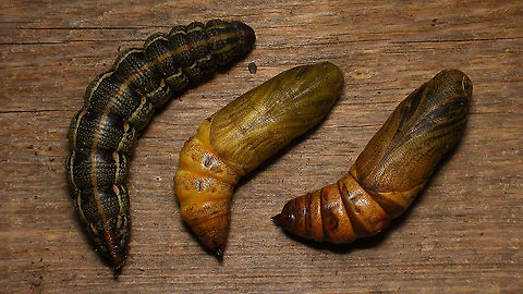 Hyles tithymali phaelipae - Prepupa and pupae For full series of images and info refer to the description with these images:
Early development:
https://www.jungledragon.com/image/98715/hyles_tithymali_phaelipae_-_1st_stadium_caterpillars.html
Later development:
https://www.jungledragon.com/image/98738/hyles_tithymali_phaelipae_-_caterpillar_happily_munching.html Caterpillar,Choerocampina,Hyles,Hyles tithymali,Hyles tithymali phaelipae,La Palma (Canary Islands),Macroglossinae,Macroglossini,Moth Week 2020,Pupae,Sphingidae