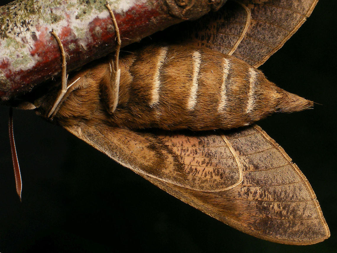 Hyles tithymali phaelipae - Ventral For full series of images and info refer to the description with these images:<br />
Early development:<br />
<figure class="photo"><a href="https://www.jungledragon.com/image/98715/hyles_tithymali_phaelipae_-_1st_stadium_caterpillars.html" title="Hyles tithymali phaelipae - 1st stadium Caterpillars"><img src="https://s3.amazonaws.com/media.jungledragon.com/images/3043/98715_thumb.jpg?AWSAccessKeyId=05GMT0V3GWVNE7GGM1R2&Expires=1759968010&Signature=hgyyRoTnGefvn8EZSKK5Sqo1u8A%3D" width="200" height="114" alt="Hyles tithymali phaelipae - 1st stadium Caterpillars Okay, so there it is ... in honour of Moth Week 2020 ... a backlog of many, MANY, images that I&#039;ve been wanting to work through, select and upload &quot;forever&quot; now, but never came around to sorting. I&#039;ve now mostly given up on the sorting bit and decided to &quot;punish&quot; Ferdy for always saying that I shouldn&#039;t limit the amount of images ;o)<br />
<br />
But for good reason. This is a rare endemic subspecies that we were lucky to find caterpillars of, two years in a row, quite close enough to the holiday compound near Los Llanos de Ariadne (La Palma, Canary Islands) that we visited in 2019 and 2020, which enabled us to follow through on much of the development.<br />
<br />
The first year we found a mix of very young and medium sized caterpillars and couldn&#039;t get our head around them at first as it turns out that the caterpillars are HUGELY VARIABLE between instars and even between begin and end of the same stadium. So, little wonder that at the time we couldn&#039;t find a visual match for &quot;our&quot; caterpillars. There is only a very limited number of images of the caterpillars of this subspecies around on the internet for comparison and those are mostly &quot;mature&quot; caterpillars.<br />
<br />
The second year, we&#039;ve found one batch of very recently hatched babies and even the empty eggs these must have crawled out of just the day before or so.<br />
<br />
Incidentally, it is supposedly mostly the difference in the caterpillars that helps delimiting this subspecies from others. So here is an attempt to provide more images for comparison to the pool available on the internet :o)<br />
<br />
Please note two things:<br />
1) Below you will find a a mix of images from the two years and frankly, especially the first year, we&#039;ve followed different stages intermixed, so we have NO WAY OF TELLING THE EXACT STADIUM. I will _try_ to list them in an order that seems plausible to me, but I may well be putting some in the WRONG ORDER(!)<br />
2) Jeanette kindly made a few images available to complete this series a bit more. Her images are licensed CC-BY-SA as opposed to my usual license of a CC0 Public Domain dedication. I will indicate this best as I can, so please honour the license where applicable.<br />
<br />
First stadium caterpillars as found in 2020 (note the partial egg shell in center):<br />
https://www.jungledragon.com/image/98715/hyles_tithymali_phaelipae_-_1st_stadium_caterpillars.html<br />
Empty egg shells found nearby:<br />
https://www.jungledragon.com/image/98720/hyles_tithymali_phaelipae_-_empty_eggs.html<br />
Early first stadium on toothpick for size (2019)<br />
https://www.jungledragon.com/image/98718/hyles_tithymali_phaelipae_-_l1_on_toothpick_for_size.html<br />
Early 1st std. full-o-sh*t<br />
https://www.jungledragon.com/image/98721/hyles_tithymali_phaelipae_-_l1_early_in_stadium.html<br />
First stadium about halfway through - getting lighter/greener:<br />
https://www.jungledragon.com/image/98722/hyles_tithymali_phaelipae_-_l1_halfway_through_stadium.html<br />
First stadium toward end - quite pale now:<br />
https://www.jungledragon.com/image/98719/hyles_tithymali_phaelipae_-_l1_toward_end.html<br />
Not sure?! End of 1st or very early 2nd stadium?! Photo CC-BY-SA Jeanette Essink:<br />
https://www.jungledragon.com/image/98723/hyles_tithymali_phaelipae_-_young_caterpillar.html<br />
<br />
From here on I begin to loose track of development stages, so the order might be off!<br />
https://www.jungledragon.com/image/98729/hyles_tithymali_phaelipae_-_l2_early_probably.html<br />
https://www.jungledragon.com/image/98728/hyles_tithymali_phaelipae_-_l2_early_probably.html<br />
https://www.jungledragon.com/image/98730/hyles_tithymali_phaelipae_-_l2_early_probably.html<br />
https://www.jungledragon.com/image/98731/hyles_tithymali_phaelipae_-_l2_early_probably.html<br />
https://www.jungledragon.com/image/98727/hyles_tithymali_phaelipae_-_caterpillars_in_defensive_posture.html<br />
These should be late 2nd or maybe 3rd stadium (16mm in length) showing some variability:<br />
https://www.jungledragon.com/image/98733/hyles_tithymali_phaelipae_-_l2_probably_16mm.html<br />
https://www.jungledragon.com/image/98734/hyles_tithymali_phaelipae_-_inividual_variability.html<br />
2nd/3rd std. 8 days after first image of fairly fresh L1 above (CC-BY-SA Jeanette Essink): <br />
https://www.jungledragon.com/image/98735/hyles_tithymali_phaelipae_-_2nd_or_3r_stadium_caterpillar.html<br />
<br />
As I suspect to be &quot;finding the limits of the system&quot; (space in description) soon enough, I&#039;ll be continuing the series with this image:<br />
https://www.jungledragon.com/image/98738/hyles_tithymali_phaelipae_-_caterpillar_happily_munching.html Caterpillars,Choerocampina,Geotagged,Hyles,Hyles tithymali,Hyles tithymali phaelipae,La Palma (Canary Islands),Macroglossinae,Macroglossini,Moth Week 2020,Spain,Sphingidae" /></a></figure><br />
Later development:<br />
<figure class="photo"><a href="https://www.jungledragon.com/image/98738/hyles_tithymali_phaelipae_-_caterpillar_happily_munching.html" title="Hyles tithymali phaelipae - Caterpillar happily munching"><img src="https://s3.amazonaws.com/media.jungledragon.com/images/3043/98738_thumb.jpg?AWSAccessKeyId=05GMT0V3GWVNE7GGM1R2&Expires=1759968010&Signature=28RzecjYcWuNLzPKxDotiHWQDcc%3D" width="200" height="114" alt="Hyles tithymali phaelipae - Caterpillar happily munching I&#039;ll use this image for the continuation of the series that I started here:<br />
https://www.jungledragon.com/image/98715/hyles_tithymali_phaelipae_-_1st_stadium_caterpillars.html<br />
<br />
All subsequent images were taken in 2019 of larger caterpillars, up to pupating and emerging, roughly in order of body size:<br />
This one I wrote down as being 4cm:<br />
https://www.jungledragon.com/image/98744/hyles_tithymali_phaelipae_-_caterpillar_4cm.html<br />
Next images should be between 4-7cm:<br />
https://www.jungledragon.com/image/98738/hyles_tithymali_phaelipae_-_caterpillar_happily_munching.html<br />
https://www.jungledragon.com/image/98739/hyles_tithymali_phaelipae_-_caterpillar_somewhat_dorsal.html<br />
https://www.jungledragon.com/image/98742/hyles_tithymali_phaelipae_-_caterpillar.html<br />
https://www.jungledragon.com/image/98741/hyles_tithymali_phaelipae_-_caterpillar_detail.html<br />
https://www.jungledragon.com/image/98740/hyles_tithymali_phaelipae_-_caterpillar_de-tail.html<br />
Conspicuously pale/red pronotum:<br />
https://www.jungledragon.com/image/98747/hyles_tithymali_phaelipae_-_caterpillar_redneck.html<br />
https://www.jungledragon.com/image/98750/hyles_tithymali_phaelipae_-_caterpillar_redneck_detail.html<br />
These I wrote down as being 7cm length:<br />
https://www.jungledragon.com/image/98749/hyles_tithymali_phaelipae_-_caterpillar_7cm.html<br />
https://www.jungledragon.com/image/98748/hyles_tithymali_phaelipae_-_caterpillar_7cm_detail.html<br />
https://www.jungledragon.com/image/98746/hyles_tithymali_phaelipae_-_caterpillar_7cm_b.html<br />
https://www.jungledragon.com/image/98753/hyles_tithymali_phaelipae_-_mature_caterpillar_on_hand.html<br />
Almost done:<br />
https://www.jungledragon.com/image/98754/hyles_tithymali_phaelipae_-_mature_caterpillar.html<br />
https://www.jungledragon.com/image/98756/hyles_tithymali_phaelipae_-_prepupa_and_pupae.html<br />
https://www.jungledragon.com/image/98755/hyles_tithymali_phaelipae_-_pupa.html<br />
https://www.jungledragon.com/image/98768/hyles_tithymali_phaelipae_-_pupa_a.html<br />
https://www.jungledragon.com/image/98769/hyles_tithymali_phaelipae_-_pupa_b.html<br />
And finally:<br />
https://www.jungledragon.com/image/98714/hyles_tithymali_phaelipae.html<br />
https://www.jungledragon.com/image/98762/hyles_tithymali_phaelipae_-_wings_closed.html<br />
https://www.jungledragon.com/image/98760/hyles_tithymali_phaelipae_-_portrait.html<br />
https://www.jungledragon.com/image/98767/hyles_tithymali_phaelipae_-_ventrolateral.html<br />
https://www.jungledragon.com/image/98759/hyles_tithymali_phaelipae_-_ventral.html<br />
https://www.jungledragon.com/image/98763/hyles_tithymali_phaelipae_-_dorsal.html<br />
https://www.jungledragon.com/image/98761/hyles_tithymali_phaelipae_-_lateral.html<br />
https://www.jungledragon.com/image/98770/hyles_tithymali_phaelipae_-_detail_of_wing.html Caterpillar,Choerocampina,Hyles,Hyles tithymali,Hyles tithymali phaelipae,La Palma (Canary Islands),Macroglossinae,Macroglossini,Moth Week 2020,Sphingidae" /></a></figure> Choerocampina,Hyles,Hyles tithymali,Hyles tithymali phaelipae,La Palma (Canary Islands),Macroglossinae,Macroglossini,Moth Week 2020,Sphingidae