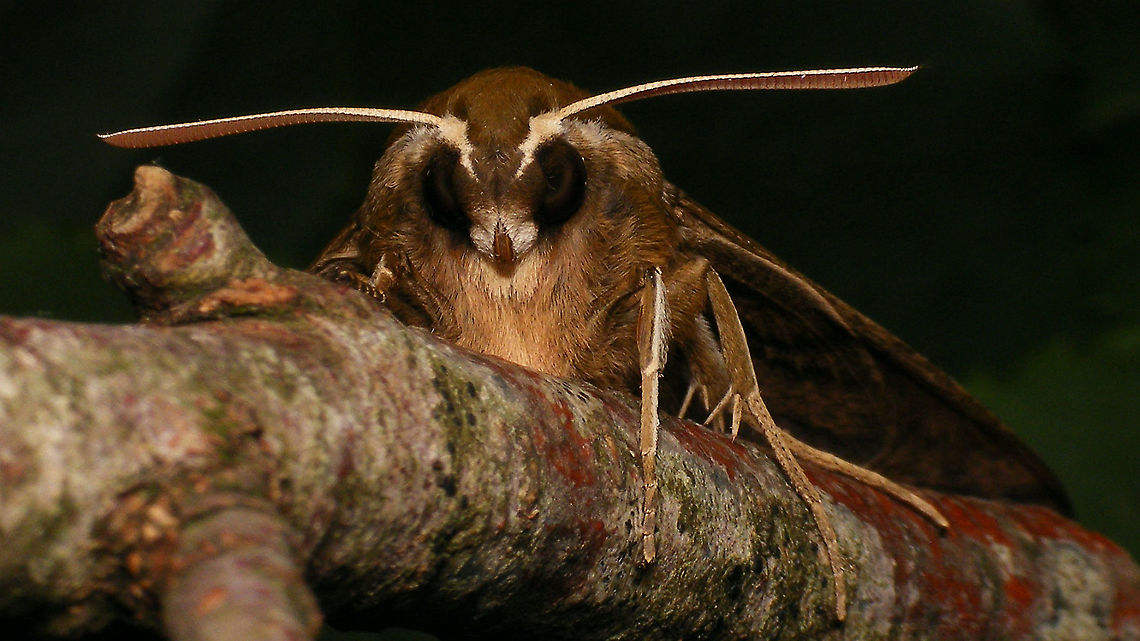 Hyles tithymali phaelipae - Portrait For full series of images and info refer to the description with these images:<br />
Early development:<br />
<figure class="photo"><a href="https://www.jungledragon.com/image/98715/hyles_tithymali_phaelipae_-_1st_stadium_caterpillars.html" title="Hyles tithymali phaelipae - 1st stadium Caterpillars"><img src="https://s3.amazonaws.com/media.jungledragon.com/images/3043/98715_thumb.jpg?AWSAccessKeyId=05GMT0V3GWVNE7GGM1R2&Expires=1759968010&Signature=hgyyRoTnGefvn8EZSKK5Sqo1u8A%3D" width="200" height="114" alt="Hyles tithymali phaelipae - 1st stadium Caterpillars Okay, so there it is ... in honour of Moth Week 2020 ... a backlog of many, MANY, images that I&#039;ve been wanting to work through, select and upload &quot;forever&quot; now, but never came around to sorting. I&#039;ve now mostly given up on the sorting bit and decided to &quot;punish&quot; Ferdy for always saying that I shouldn&#039;t limit the amount of images ;o)<br />
<br />
But for good reason. This is a rare endemic subspecies that we were lucky to find caterpillars of, two years in a row, quite close enough to the holiday compound near Los Llanos de Ariadne (La Palma, Canary Islands) that we visited in 2019 and 2020, which enabled us to follow through on much of the development.<br />
<br />
The first year we found a mix of very young and medium sized caterpillars and couldn&#039;t get our head around them at first as it turns out that the caterpillars are HUGELY VARIABLE between instars and even between begin and end of the same stadium. So, little wonder that at the time we couldn&#039;t find a visual match for &quot;our&quot; caterpillars. There is only a very limited number of images of the caterpillars of this subspecies around on the internet for comparison and those are mostly &quot;mature&quot; caterpillars.<br />
<br />
The second year, we&#039;ve found one batch of very recently hatched babies and even the empty eggs these must have crawled out of just the day before or so.<br />
<br />
Incidentally, it is supposedly mostly the difference in the caterpillars that helps delimiting this subspecies from others. So here is an attempt to provide more images for comparison to the pool available on the internet :o)<br />
<br />
Please note two things:<br />
1) Below you will find a a mix of images from the two years and frankly, especially the first year, we&#039;ve followed different stages intermixed, so we have NO WAY OF TELLING THE EXACT STADIUM. I will _try_ to list them in an order that seems plausible to me, but I may well be putting some in the WRONG ORDER(!)<br />
2) Jeanette kindly made a few images available to complete this series a bit more. Her images are licensed CC-BY-SA as opposed to my usual license of a CC0 Public Domain dedication. I will indicate this best as I can, so please honour the license where applicable.<br />
<br />
First stadium caterpillars as found in 2020 (note the partial egg shell in center):<br />
https://www.jungledragon.com/image/98715/hyles_tithymali_phaelipae_-_1st_stadium_caterpillars.html<br />
Empty egg shells found nearby:<br />
https://www.jungledragon.com/image/98720/hyles_tithymali_phaelipae_-_empty_eggs.html<br />
Early first stadium on toothpick for size (2019)<br />
https://www.jungledragon.com/image/98718/hyles_tithymali_phaelipae_-_l1_on_toothpick_for_size.html<br />
Early 1st std. full-o-sh*t<br />
https://www.jungledragon.com/image/98721/hyles_tithymali_phaelipae_-_l1_early_in_stadium.html<br />
First stadium about halfway through - getting lighter/greener:<br />
https://www.jungledragon.com/image/98722/hyles_tithymali_phaelipae_-_l1_halfway_through_stadium.html<br />
First stadium toward end - quite pale now:<br />
https://www.jungledragon.com/image/98719/hyles_tithymali_phaelipae_-_l1_toward_end.html<br />
Not sure?! End of 1st or very early 2nd stadium?! Photo CC-BY-SA Jeanette Essink:<br />
https://www.jungledragon.com/image/98723/hyles_tithymali_phaelipae_-_young_caterpillar.html<br />
<br />
From here on I begin to loose track of development stages, so the order might be off!<br />
https://www.jungledragon.com/image/98729/hyles_tithymali_phaelipae_-_l2_early_probably.html<br />
https://www.jungledragon.com/image/98728/hyles_tithymali_phaelipae_-_l2_early_probably.html<br />
https://www.jungledragon.com/image/98730/hyles_tithymali_phaelipae_-_l2_early_probably.html<br />
https://www.jungledragon.com/image/98731/hyles_tithymali_phaelipae_-_l2_early_probably.html<br />
https://www.jungledragon.com/image/98727/hyles_tithymali_phaelipae_-_caterpillars_in_defensive_posture.html<br />
These should be late 2nd or maybe 3rd stadium (16mm in length) showing some variability:<br />
https://www.jungledragon.com/image/98733/hyles_tithymali_phaelipae_-_l2_probably_16mm.html<br />
https://www.jungledragon.com/image/98734/hyles_tithymali_phaelipae_-_inividual_variability.html<br />
2nd/3rd std. 8 days after first image of fairly fresh L1 above (CC-BY-SA Jeanette Essink): <br />
https://www.jungledragon.com/image/98735/hyles_tithymali_phaelipae_-_2nd_or_3r_stadium_caterpillar.html<br />
<br />
As I suspect to be &quot;finding the limits of the system&quot; (space in description) soon enough, I&#039;ll be continuing the series with this image:<br />
https://www.jungledragon.com/image/98738/hyles_tithymali_phaelipae_-_caterpillar_happily_munching.html Caterpillars,Choerocampina,Geotagged,Hyles,Hyles tithymali,Hyles tithymali phaelipae,La Palma (Canary Islands),Macroglossinae,Macroglossini,Moth Week 2020,Spain,Sphingidae" /></a></figure><br />
Later development:<br />
<figure class="photo"><a href="https://www.jungledragon.com/image/98738/hyles_tithymali_phaelipae_-_caterpillar_happily_munching.html" title="Hyles tithymali phaelipae - Caterpillar happily munching"><img src="https://s3.amazonaws.com/media.jungledragon.com/images/3043/98738_thumb.jpg?AWSAccessKeyId=05GMT0V3GWVNE7GGM1R2&Expires=1759968010&Signature=28RzecjYcWuNLzPKxDotiHWQDcc%3D" width="200" height="114" alt="Hyles tithymali phaelipae - Caterpillar happily munching I&#039;ll use this image for the continuation of the series that I started here:<br />
https://www.jungledragon.com/image/98715/hyles_tithymali_phaelipae_-_1st_stadium_caterpillars.html<br />
<br />
All subsequent images were taken in 2019 of larger caterpillars, up to pupating and emerging, roughly in order of body size:<br />
This one I wrote down as being 4cm:<br />
https://www.jungledragon.com/image/98744/hyles_tithymali_phaelipae_-_caterpillar_4cm.html<br />
Next images should be between 4-7cm:<br />
https://www.jungledragon.com/image/98738/hyles_tithymali_phaelipae_-_caterpillar_happily_munching.html<br />
https://www.jungledragon.com/image/98739/hyles_tithymali_phaelipae_-_caterpillar_somewhat_dorsal.html<br />
https://www.jungledragon.com/image/98742/hyles_tithymali_phaelipae_-_caterpillar.html<br />
https://www.jungledragon.com/image/98741/hyles_tithymali_phaelipae_-_caterpillar_detail.html<br />
https://www.jungledragon.com/image/98740/hyles_tithymali_phaelipae_-_caterpillar_de-tail.html<br />
Conspicuously pale/red pronotum:<br />
https://www.jungledragon.com/image/98747/hyles_tithymali_phaelipae_-_caterpillar_redneck.html<br />
https://www.jungledragon.com/image/98750/hyles_tithymali_phaelipae_-_caterpillar_redneck_detail.html<br />
These I wrote down as being 7cm length:<br />
https://www.jungledragon.com/image/98749/hyles_tithymali_phaelipae_-_caterpillar_7cm.html<br />
https://www.jungledragon.com/image/98748/hyles_tithymali_phaelipae_-_caterpillar_7cm_detail.html<br />
https://www.jungledragon.com/image/98746/hyles_tithymali_phaelipae_-_caterpillar_7cm_b.html<br />
https://www.jungledragon.com/image/98753/hyles_tithymali_phaelipae_-_mature_caterpillar_on_hand.html<br />
Almost done:<br />
https://www.jungledragon.com/image/98754/hyles_tithymali_phaelipae_-_mature_caterpillar.html<br />
https://www.jungledragon.com/image/98756/hyles_tithymali_phaelipae_-_prepupa_and_pupae.html<br />
https://www.jungledragon.com/image/98755/hyles_tithymali_phaelipae_-_pupa.html<br />
https://www.jungledragon.com/image/98768/hyles_tithymali_phaelipae_-_pupa_a.html<br />
https://www.jungledragon.com/image/98769/hyles_tithymali_phaelipae_-_pupa_b.html<br />
And finally:<br />
https://www.jungledragon.com/image/98714/hyles_tithymali_phaelipae.html<br />
https://www.jungledragon.com/image/98762/hyles_tithymali_phaelipae_-_wings_closed.html<br />
https://www.jungledragon.com/image/98760/hyles_tithymali_phaelipae_-_portrait.html<br />
https://www.jungledragon.com/image/98767/hyles_tithymali_phaelipae_-_ventrolateral.html<br />
https://www.jungledragon.com/image/98759/hyles_tithymali_phaelipae_-_ventral.html<br />
https://www.jungledragon.com/image/98763/hyles_tithymali_phaelipae_-_dorsal.html<br />
https://www.jungledragon.com/image/98761/hyles_tithymali_phaelipae_-_lateral.html<br />
https://www.jungledragon.com/image/98770/hyles_tithymali_phaelipae_-_detail_of_wing.html Caterpillar,Choerocampina,Hyles,Hyles tithymali,Hyles tithymali phaelipae,La Palma (Canary Islands),Macroglossinae,Macroglossini,Moth Week 2020,Sphingidae" /></a></figure> Choerocampina,Hyles,Hyles tithymali,Hyles tithymali phaelipae,La Palma (Canary Islands),Macroglossinae,Macroglossini,Moth Week 2020,Sphingidae