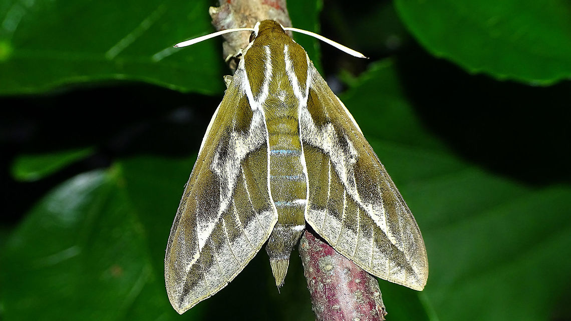 Hyles tithymali phaelipae - Wings closed For full series of images and info refer to the description with these images:<br />
Early development:<br />
<figure class="photo"><a href="https://www.jungledragon.com/image/98715/hyles_tithymali_phaelipae_-_1st_stadium_caterpillars.html" title="Hyles tithymali phaelipae - 1st stadium Caterpillars"><img src="https://s3.amazonaws.com/media.jungledragon.com/images/3043/98715_thumb.jpg?AWSAccessKeyId=05GMT0V3GWVNE7GGM1R2&Expires=1767225610&Signature=r87U9wfIUAaRDf2X%2F4Krwd2mvJo%3D" width="200" height="114" alt="Hyles tithymali phaelipae - 1st stadium Caterpillars Okay, so there it is ... in honour of Moth Week 2020 ... a backlog of many, MANY, images that I&#039;ve been wanting to work through, select and upload &quot;forever&quot; now, but never came around to sorting. I&#039;ve now mostly given up on the sorting bit and decided to &quot;punish&quot; Ferdy for always saying that I shouldn&#039;t limit the amount of images ;o)<br />
<br />
But for good reason. This is a rare endemic subspecies that we were lucky to find caterpillars of, two years in a row, quite close enough to the holiday compound near Los Llanos de Ariadne (La Palma, Canary Islands) that we visited in 2019 and 2020, which enabled us to follow through on much of the development.<br />
<br />
The first year we found a mix of very young and medium sized caterpillars and couldn&#039;t get our head around them at first as it turns out that the caterpillars are HUGELY VARIABLE between instars and even between begin and end of the same stadium. So, little wonder that at the time we couldn&#039;t find a visual match for &quot;our&quot; caterpillars. There is only a very limited number of images of the caterpillars of this subspecies around on the internet for comparison and those are mostly &quot;mature&quot; caterpillars.<br />
<br />
The second year, we&#039;ve found one batch of very recently hatched babies and even the empty eggs these must have crawled out of just the day before or so.<br />
<br />
Incidentally, it is supposedly mostly the difference in the caterpillars that helps delimiting this subspecies from others. So here is an attempt to provide more images for comparison to the pool available on the internet :o)<br />
<br />
Please note two things:<br />
1) Below you will find a a mix of images from the two years and frankly, especially the first year, we&#039;ve followed different stages intermixed, so we have NO WAY OF TELLING THE EXACT STADIUM. I will _try_ to list them in an order that seems plausible to me, but I may well be putting some in the WRONG ORDER(!)<br />
2) Jeanette kindly made a few images available to complete this series a bit more. Her images are licensed CC-BY-SA as opposed to my usual license of a CC0 Public Domain dedication. I will indicate this best as I can, so please honour the license where applicable.<br />
<br />
First stadium caterpillars as found in 2020 (note the partial egg shell in center):<br />
https://www.jungledragon.com/image/98715/hyles_tithymali_phaelipae_-_1st_stadium_caterpillars.html<br />
Empty egg shells found nearby:<br />
https://www.jungledragon.com/image/98720/hyles_tithymali_phaelipae_-_empty_eggs.html<br />
Early first stadium on toothpick for size (2019)<br />
https://www.jungledragon.com/image/98718/hyles_tithymali_phaelipae_-_l1_on_toothpick_for_size.html<br />
Early 1st std. full-o-sh*t<br />
https://www.jungledragon.com/image/98721/hyles_tithymali_phaelipae_-_l1_early_in_stadium.html<br />
First stadium about halfway through - getting lighter/greener:<br />
https://www.jungledragon.com/image/98722/hyles_tithymali_phaelipae_-_l1_halfway_through_stadium.html<br />
First stadium toward end - quite pale now:<br />
https://www.jungledragon.com/image/98719/hyles_tithymali_phaelipae_-_l1_toward_end.html<br />
Not sure?! End of 1st or very early 2nd stadium?! Photo CC-BY-SA Jeanette Essink:<br />
https://www.jungledragon.com/image/98723/hyles_tithymali_phaelipae_-_young_caterpillar.html<br />
<br />
From here on I begin to loose track of development stages, so the order might be off!<br />
https://www.jungledragon.com/image/98729/hyles_tithymali_phaelipae_-_l2_early_probably.html<br />
https://www.jungledragon.com/image/98728/hyles_tithymali_phaelipae_-_l2_early_probably.html<br />
https://www.jungledragon.com/image/98730/hyles_tithymali_phaelipae_-_l2_early_probably.html<br />
https://www.jungledragon.com/image/98731/hyles_tithymali_phaelipae_-_l2_early_probably.html<br />
https://www.jungledragon.com/image/98727/hyles_tithymali_phaelipae_-_caterpillars_in_defensive_posture.html<br />
These should be late 2nd or maybe 3rd stadium (16mm in length) showing some variability:<br />
https://www.jungledragon.com/image/98733/hyles_tithymali_phaelipae_-_l2_probably_16mm.html<br />
https://www.jungledragon.com/image/98734/hyles_tithymali_phaelipae_-_inividual_variability.html<br />
2nd/3rd std. 8 days after first image of fairly fresh L1 above (CC-BY-SA Jeanette Essink): <br />
https://www.jungledragon.com/image/98735/hyles_tithymali_phaelipae_-_2nd_or_3r_stadium_caterpillar.html<br />
<br />
As I suspect to be &quot;finding the limits of the system&quot; (space in description) soon enough, I&#039;ll be continuing the series with this image:<br />
https://www.jungledragon.com/image/98738/hyles_tithymali_phaelipae_-_caterpillar_happily_munching.html Caterpillars,Choerocampina,Geotagged,Hyles,Hyles tithymali,Hyles tithymali phaelipae,La Palma (Canary Islands),Macroglossinae,Macroglossini,Moth Week 2020,Spain,Sphingidae" /></a></figure><br />
Later development:<br />
<figure class="photo"><a href="https://www.jungledragon.com/image/98738/hyles_tithymali_phaelipae_-_caterpillar_happily_munching.html" title="Hyles tithymali phaelipae - Caterpillar happily munching"><img src="https://s3.amazonaws.com/media.jungledragon.com/images/3043/98738_thumb.jpg?AWSAccessKeyId=05GMT0V3GWVNE7GGM1R2&Expires=1767225610&Signature=lnREmt4D5kU%2BHzbOFI7aIPRWmIw%3D" width="200" height="114" alt="Hyles tithymali phaelipae - Caterpillar happily munching I&#039;ll use this image for the continuation of the series that I started here:<br />
https://www.jungledragon.com/image/98715/hyles_tithymali_phaelipae_-_1st_stadium_caterpillars.html<br />
<br />
All subsequent images were taken in 2019 of larger caterpillars, up to pupating and emerging, roughly in order of body size:<br />
This one I wrote down as being 4cm:<br />
https://www.jungledragon.com/image/98744/hyles_tithymali_phaelipae_-_caterpillar_4cm.html<br />
Next images should be between 4-7cm:<br />
https://www.jungledragon.com/image/98738/hyles_tithymali_phaelipae_-_caterpillar_happily_munching.html<br />
https://www.jungledragon.com/image/98739/hyles_tithymali_phaelipae_-_caterpillar_somewhat_dorsal.html<br />
https://www.jungledragon.com/image/98742/hyles_tithymali_phaelipae_-_caterpillar.html<br />
https://www.jungledragon.com/image/98741/hyles_tithymali_phaelipae_-_caterpillar_detail.html<br />
https://www.jungledragon.com/image/98740/hyles_tithymali_phaelipae_-_caterpillar_de-tail.html<br />
Conspicuously pale/red pronotum:<br />
https://www.jungledragon.com/image/98747/hyles_tithymali_phaelipae_-_caterpillar_redneck.html<br />
https://www.jungledragon.com/image/98750/hyles_tithymali_phaelipae_-_caterpillar_redneck_detail.html<br />
These I wrote down as being 7cm length:<br />
https://www.jungledragon.com/image/98749/hyles_tithymali_phaelipae_-_caterpillar_7cm.html<br />
https://www.jungledragon.com/image/98748/hyles_tithymali_phaelipae_-_caterpillar_7cm_detail.html<br />
https://www.jungledragon.com/image/98746/hyles_tithymali_phaelipae_-_caterpillar_7cm_b.html<br />
https://www.jungledragon.com/image/98753/hyles_tithymali_phaelipae_-_mature_caterpillar_on_hand.html<br />
Almost done:<br />
https://www.jungledragon.com/image/98754/hyles_tithymali_phaelipae_-_mature_caterpillar.html<br />
https://www.jungledragon.com/image/98756/hyles_tithymali_phaelipae_-_prepupa_and_pupae.html<br />
https://www.jungledragon.com/image/98755/hyles_tithymali_phaelipae_-_pupa.html<br />
https://www.jungledragon.com/image/98768/hyles_tithymali_phaelipae_-_pupa_a.html<br />
https://www.jungledragon.com/image/98769/hyles_tithymali_phaelipae_-_pupa_b.html<br />
And finally:<br />
https://www.jungledragon.com/image/98714/hyles_tithymali_phaelipae.html<br />
https://www.jungledragon.com/image/98762/hyles_tithymali_phaelipae_-_wings_closed.html<br />
https://www.jungledragon.com/image/98760/hyles_tithymali_phaelipae_-_portrait.html<br />
https://www.jungledragon.com/image/98767/hyles_tithymali_phaelipae_-_ventrolateral.html<br />
https://www.jungledragon.com/image/98759/hyles_tithymali_phaelipae_-_ventral.html<br />
https://www.jungledragon.com/image/98763/hyles_tithymali_phaelipae_-_dorsal.html<br />
https://www.jungledragon.com/image/98761/hyles_tithymali_phaelipae_-_lateral.html<br />
https://www.jungledragon.com/image/98770/hyles_tithymali_phaelipae_-_detail_of_wing.html Caterpillar,Choerocampina,Hyles,Hyles tithymali,Hyles tithymali phaelipae,La Palma (Canary Islands),Macroglossinae,Macroglossini,Moth Week 2020,Sphingidae" /></a></figure> Choerocampina,Hyles,Hyles tithymali,Hyles tithymali phaelipae,La Palma (Canary Islands),Macroglossinae,Macroglossini,Moth Week 2020,Sphingidae