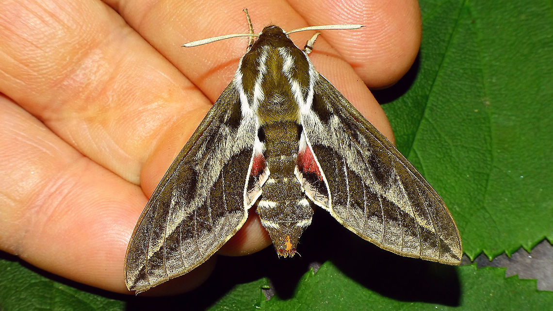 Hyles tithymali phaelipae - Dorsal For full series of images and info refer to the description with these images:<br />
Early development:<br />
<figure class="photo"><a href="https://www.jungledragon.com/image/98715/hyles_tithymali_phaelipae_-_1st_stadium_caterpillars.html" title="Hyles tithymali phaelipae - 1st stadium Caterpillars"><img src="https://s3.amazonaws.com/media.jungledragon.com/images/3043/98715_thumb.jpg?AWSAccessKeyId=05GMT0V3GWVNE7GGM1R2&Expires=1767225610&Signature=r87U9wfIUAaRDf2X%2F4Krwd2mvJo%3D" width="200" height="114" alt="Hyles tithymali phaelipae - 1st stadium Caterpillars Okay, so there it is ... in honour of Moth Week 2020 ... a backlog of many, MANY, images that I&#039;ve been wanting to work through, select and upload &quot;forever&quot; now, but never came around to sorting. I&#039;ve now mostly given up on the sorting bit and decided to &quot;punish&quot; Ferdy for always saying that I shouldn&#039;t limit the amount of images ;o)<br />
<br />
But for good reason. This is a rare endemic subspecies that we were lucky to find caterpillars of, two years in a row, quite close enough to the holiday compound near Los Llanos de Ariadne (La Palma, Canary Islands) that we visited in 2019 and 2020, which enabled us to follow through on much of the development.<br />
<br />
The first year we found a mix of very young and medium sized caterpillars and couldn&#039;t get our head around them at first as it turns out that the caterpillars are HUGELY VARIABLE between instars and even between begin and end of the same stadium. So, little wonder that at the time we couldn&#039;t find a visual match for &quot;our&quot; caterpillars. There is only a very limited number of images of the caterpillars of this subspecies around on the internet for comparison and those are mostly &quot;mature&quot; caterpillars.<br />
<br />
The second year, we&#039;ve found one batch of very recently hatched babies and even the empty eggs these must have crawled out of just the day before or so.<br />
<br />
Incidentally, it is supposedly mostly the difference in the caterpillars that helps delimiting this subspecies from others. So here is an attempt to provide more images for comparison to the pool available on the internet :o)<br />
<br />
Please note two things:<br />
1) Below you will find a a mix of images from the two years and frankly, especially the first year, we&#039;ve followed different stages intermixed, so we have NO WAY OF TELLING THE EXACT STADIUM. I will _try_ to list them in an order that seems plausible to me, but I may well be putting some in the WRONG ORDER(!)<br />
2) Jeanette kindly made a few images available to complete this series a bit more. Her images are licensed CC-BY-SA as opposed to my usual license of a CC0 Public Domain dedication. I will indicate this best as I can, so please honour the license where applicable.<br />
<br />
First stadium caterpillars as found in 2020 (note the partial egg shell in center):<br />
https://www.jungledragon.com/image/98715/hyles_tithymali_phaelipae_-_1st_stadium_caterpillars.html<br />
Empty egg shells found nearby:<br />
https://www.jungledragon.com/image/98720/hyles_tithymali_phaelipae_-_empty_eggs.html<br />
Early first stadium on toothpick for size (2019)<br />
https://www.jungledragon.com/image/98718/hyles_tithymali_phaelipae_-_l1_on_toothpick_for_size.html<br />
Early 1st std. full-o-sh*t<br />
https://www.jungledragon.com/image/98721/hyles_tithymali_phaelipae_-_l1_early_in_stadium.html<br />
First stadium about halfway through - getting lighter/greener:<br />
https://www.jungledragon.com/image/98722/hyles_tithymali_phaelipae_-_l1_halfway_through_stadium.html<br />
First stadium toward end - quite pale now:<br />
https://www.jungledragon.com/image/98719/hyles_tithymali_phaelipae_-_l1_toward_end.html<br />
Not sure?! End of 1st or very early 2nd stadium?! Photo CC-BY-SA Jeanette Essink:<br />
https://www.jungledragon.com/image/98723/hyles_tithymali_phaelipae_-_young_caterpillar.html<br />
<br />
From here on I begin to loose track of development stages, so the order might be off!<br />
https://www.jungledragon.com/image/98729/hyles_tithymali_phaelipae_-_l2_early_probably.html<br />
https://www.jungledragon.com/image/98728/hyles_tithymali_phaelipae_-_l2_early_probably.html<br />
https://www.jungledragon.com/image/98730/hyles_tithymali_phaelipae_-_l2_early_probably.html<br />
https://www.jungledragon.com/image/98731/hyles_tithymali_phaelipae_-_l2_early_probably.html<br />
https://www.jungledragon.com/image/98727/hyles_tithymali_phaelipae_-_caterpillars_in_defensive_posture.html<br />
These should be late 2nd or maybe 3rd stadium (16mm in length) showing some variability:<br />
https://www.jungledragon.com/image/98733/hyles_tithymali_phaelipae_-_l2_probably_16mm.html<br />
https://www.jungledragon.com/image/98734/hyles_tithymali_phaelipae_-_inividual_variability.html<br />
2nd/3rd std. 8 days after first image of fairly fresh L1 above (CC-BY-SA Jeanette Essink): <br />
https://www.jungledragon.com/image/98735/hyles_tithymali_phaelipae_-_2nd_or_3r_stadium_caterpillar.html<br />
<br />
As I suspect to be &quot;finding the limits of the system&quot; (space in description) soon enough, I&#039;ll be continuing the series with this image:<br />
https://www.jungledragon.com/image/98738/hyles_tithymali_phaelipae_-_caterpillar_happily_munching.html Caterpillars,Choerocampina,Geotagged,Hyles,Hyles tithymali,Hyles tithymali phaelipae,La Palma (Canary Islands),Macroglossinae,Macroglossini,Moth Week 2020,Spain,Sphingidae" /></a></figure><br />
Later development:<br />
<figure class="photo"><a href="https://www.jungledragon.com/image/98738/hyles_tithymali_phaelipae_-_caterpillar_happily_munching.html" title="Hyles tithymali phaelipae - Caterpillar happily munching"><img src="https://s3.amazonaws.com/media.jungledragon.com/images/3043/98738_thumb.jpg?AWSAccessKeyId=05GMT0V3GWVNE7GGM1R2&Expires=1767225610&Signature=lnREmt4D5kU%2BHzbOFI7aIPRWmIw%3D" width="200" height="114" alt="Hyles tithymali phaelipae - Caterpillar happily munching I&#039;ll use this image for the continuation of the series that I started here:<br />
https://www.jungledragon.com/image/98715/hyles_tithymali_phaelipae_-_1st_stadium_caterpillars.html<br />
<br />
All subsequent images were taken in 2019 of larger caterpillars, up to pupating and emerging, roughly in order of body size:<br />
This one I wrote down as being 4cm:<br />
https://www.jungledragon.com/image/98744/hyles_tithymali_phaelipae_-_caterpillar_4cm.html<br />
Next images should be between 4-7cm:<br />
https://www.jungledragon.com/image/98738/hyles_tithymali_phaelipae_-_caterpillar_happily_munching.html<br />
https://www.jungledragon.com/image/98739/hyles_tithymali_phaelipae_-_caterpillar_somewhat_dorsal.html<br />
https://www.jungledragon.com/image/98742/hyles_tithymali_phaelipae_-_caterpillar.html<br />
https://www.jungledragon.com/image/98741/hyles_tithymali_phaelipae_-_caterpillar_detail.html<br />
https://www.jungledragon.com/image/98740/hyles_tithymali_phaelipae_-_caterpillar_de-tail.html<br />
Conspicuously pale/red pronotum:<br />
https://www.jungledragon.com/image/98747/hyles_tithymali_phaelipae_-_caterpillar_redneck.html<br />
https://www.jungledragon.com/image/98750/hyles_tithymali_phaelipae_-_caterpillar_redneck_detail.html<br />
These I wrote down as being 7cm length:<br />
https://www.jungledragon.com/image/98749/hyles_tithymali_phaelipae_-_caterpillar_7cm.html<br />
https://www.jungledragon.com/image/98748/hyles_tithymali_phaelipae_-_caterpillar_7cm_detail.html<br />
https://www.jungledragon.com/image/98746/hyles_tithymali_phaelipae_-_caterpillar_7cm_b.html<br />
https://www.jungledragon.com/image/98753/hyles_tithymali_phaelipae_-_mature_caterpillar_on_hand.html<br />
Almost done:<br />
https://www.jungledragon.com/image/98754/hyles_tithymali_phaelipae_-_mature_caterpillar.html<br />
https://www.jungledragon.com/image/98756/hyles_tithymali_phaelipae_-_prepupa_and_pupae.html<br />
https://www.jungledragon.com/image/98755/hyles_tithymali_phaelipae_-_pupa.html<br />
https://www.jungledragon.com/image/98768/hyles_tithymali_phaelipae_-_pupa_a.html<br />
https://www.jungledragon.com/image/98769/hyles_tithymali_phaelipae_-_pupa_b.html<br />
And finally:<br />
https://www.jungledragon.com/image/98714/hyles_tithymali_phaelipae.html<br />
https://www.jungledragon.com/image/98762/hyles_tithymali_phaelipae_-_wings_closed.html<br />
https://www.jungledragon.com/image/98760/hyles_tithymali_phaelipae_-_portrait.html<br />
https://www.jungledragon.com/image/98767/hyles_tithymali_phaelipae_-_ventrolateral.html<br />
https://www.jungledragon.com/image/98759/hyles_tithymali_phaelipae_-_ventral.html<br />
https://www.jungledragon.com/image/98763/hyles_tithymali_phaelipae_-_dorsal.html<br />
https://www.jungledragon.com/image/98761/hyles_tithymali_phaelipae_-_lateral.html<br />
https://www.jungledragon.com/image/98770/hyles_tithymali_phaelipae_-_detail_of_wing.html Caterpillar,Choerocampina,Hyles,Hyles tithymali,Hyles tithymali phaelipae,La Palma (Canary Islands),Macroglossinae,Macroglossini,Moth Week 2020,Sphingidae" /></a></figure> Choerocampina,Hyles,Hyles tithymali,Hyles tithymali phaelipae,La Palma (Canary Islands),Macroglossinae,Macroglossini,Moth Week 2020,Sphingidae