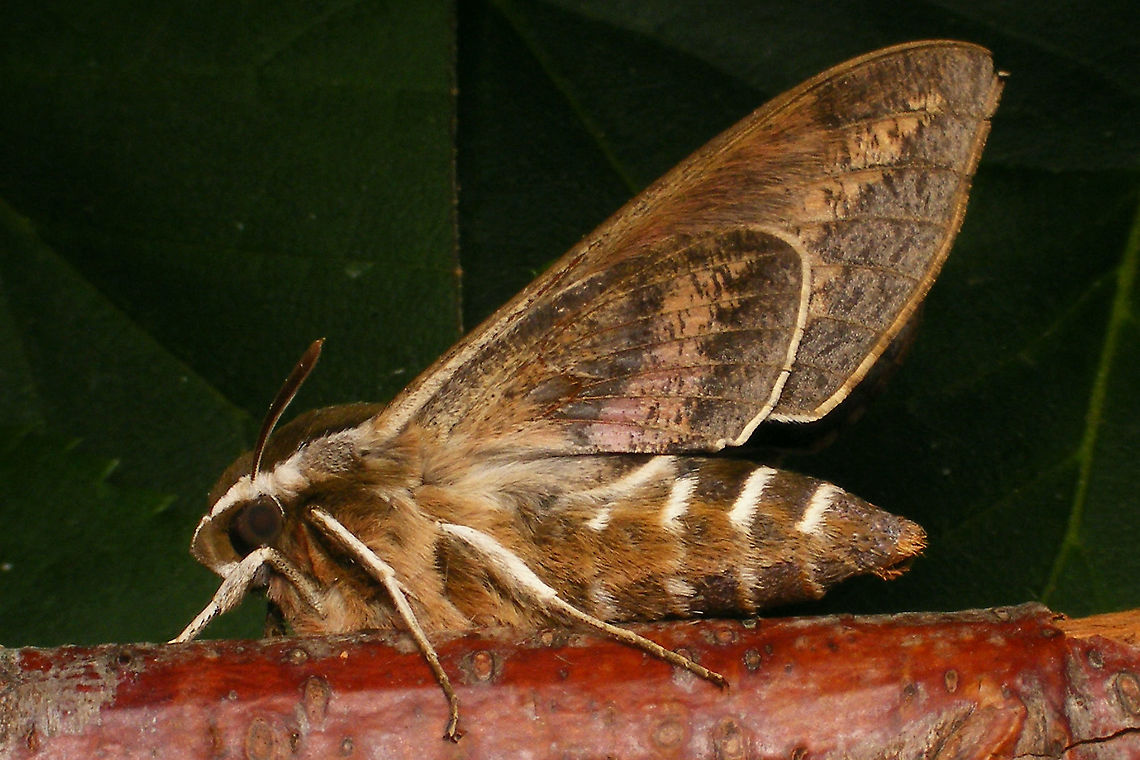 Hyles tithymali phaelipae - Ventrolateral For full series of images and info refer to the description with these images:<br />
Early development:<br />
<figure class="photo"><a href="https://www.jungledragon.com/image/98715/hyles_tithymali_phaelipae_-_1st_stadium_caterpillars.html" title="Hyles tithymali phaelipae - 1st stadium Caterpillars"><img src="https://s3.amazonaws.com/media.jungledragon.com/images/3043/98715_thumb.jpg?AWSAccessKeyId=05GMT0V3GWVNE7GGM1R2&Expires=1767225610&Signature=r87U9wfIUAaRDf2X%2F4Krwd2mvJo%3D" width="200" height="114" alt="Hyles tithymali phaelipae - 1st stadium Caterpillars Okay, so there it is ... in honour of Moth Week 2020 ... a backlog of many, MANY, images that I&#039;ve been wanting to work through, select and upload &quot;forever&quot; now, but never came around to sorting. I&#039;ve now mostly given up on the sorting bit and decided to &quot;punish&quot; Ferdy for always saying that I shouldn&#039;t limit the amount of images ;o)<br />
<br />
But for good reason. This is a rare endemic subspecies that we were lucky to find caterpillars of, two years in a row, quite close enough to the holiday compound near Los Llanos de Ariadne (La Palma, Canary Islands) that we visited in 2019 and 2020, which enabled us to follow through on much of the development.<br />
<br />
The first year we found a mix of very young and medium sized caterpillars and couldn&#039;t get our head around them at first as it turns out that the caterpillars are HUGELY VARIABLE between instars and even between begin and end of the same stadium. So, little wonder that at the time we couldn&#039;t find a visual match for &quot;our&quot; caterpillars. There is only a very limited number of images of the caterpillars of this subspecies around on the internet for comparison and those are mostly &quot;mature&quot; caterpillars.<br />
<br />
The second year, we&#039;ve found one batch of very recently hatched babies and even the empty eggs these must have crawled out of just the day before or so.<br />
<br />
Incidentally, it is supposedly mostly the difference in the caterpillars that helps delimiting this subspecies from others. So here is an attempt to provide more images for comparison to the pool available on the internet :o)<br />
<br />
Please note two things:<br />
1) Below you will find a a mix of images from the two years and frankly, especially the first year, we&#039;ve followed different stages intermixed, so we have NO WAY OF TELLING THE EXACT STADIUM. I will _try_ to list them in an order that seems plausible to me, but I may well be putting some in the WRONG ORDER(!)<br />
2) Jeanette kindly made a few images available to complete this series a bit more. Her images are licensed CC-BY-SA as opposed to my usual license of a CC0 Public Domain dedication. I will indicate this best as I can, so please honour the license where applicable.<br />
<br />
First stadium caterpillars as found in 2020 (note the partial egg shell in center):<br />
https://www.jungledragon.com/image/98715/hyles_tithymali_phaelipae_-_1st_stadium_caterpillars.html<br />
Empty egg shells found nearby:<br />
https://www.jungledragon.com/image/98720/hyles_tithymali_phaelipae_-_empty_eggs.html<br />
Early first stadium on toothpick for size (2019)<br />
https://www.jungledragon.com/image/98718/hyles_tithymali_phaelipae_-_l1_on_toothpick_for_size.html<br />
Early 1st std. full-o-sh*t<br />
https://www.jungledragon.com/image/98721/hyles_tithymali_phaelipae_-_l1_early_in_stadium.html<br />
First stadium about halfway through - getting lighter/greener:<br />
https://www.jungledragon.com/image/98722/hyles_tithymali_phaelipae_-_l1_halfway_through_stadium.html<br />
First stadium toward end - quite pale now:<br />
https://www.jungledragon.com/image/98719/hyles_tithymali_phaelipae_-_l1_toward_end.html<br />
Not sure?! End of 1st or very early 2nd stadium?! Photo CC-BY-SA Jeanette Essink:<br />
https://www.jungledragon.com/image/98723/hyles_tithymali_phaelipae_-_young_caterpillar.html<br />
<br />
From here on I begin to loose track of development stages, so the order might be off!<br />
https://www.jungledragon.com/image/98729/hyles_tithymali_phaelipae_-_l2_early_probably.html<br />
https://www.jungledragon.com/image/98728/hyles_tithymali_phaelipae_-_l2_early_probably.html<br />
https://www.jungledragon.com/image/98730/hyles_tithymali_phaelipae_-_l2_early_probably.html<br />
https://www.jungledragon.com/image/98731/hyles_tithymali_phaelipae_-_l2_early_probably.html<br />
https://www.jungledragon.com/image/98727/hyles_tithymali_phaelipae_-_caterpillars_in_defensive_posture.html<br />
These should be late 2nd or maybe 3rd stadium (16mm in length) showing some variability:<br />
https://www.jungledragon.com/image/98733/hyles_tithymali_phaelipae_-_l2_probably_16mm.html<br />
https://www.jungledragon.com/image/98734/hyles_tithymali_phaelipae_-_inividual_variability.html<br />
2nd/3rd std. 8 days after first image of fairly fresh L1 above (CC-BY-SA Jeanette Essink): <br />
https://www.jungledragon.com/image/98735/hyles_tithymali_phaelipae_-_2nd_or_3r_stadium_caterpillar.html<br />
<br />
As I suspect to be &quot;finding the limits of the system&quot; (space in description) soon enough, I&#039;ll be continuing the series with this image:<br />
https://www.jungledragon.com/image/98738/hyles_tithymali_phaelipae_-_caterpillar_happily_munching.html Caterpillars,Choerocampina,Geotagged,Hyles,Hyles tithymali,Hyles tithymali phaelipae,La Palma (Canary Islands),Macroglossinae,Macroglossini,Moth Week 2020,Spain,Sphingidae" /></a></figure><br />
Later development:<br />
<figure class="photo"><a href="https://www.jungledragon.com/image/98738/hyles_tithymali_phaelipae_-_caterpillar_happily_munching.html" title="Hyles tithymali phaelipae - Caterpillar happily munching"><img src="https://s3.amazonaws.com/media.jungledragon.com/images/3043/98738_thumb.jpg?AWSAccessKeyId=05GMT0V3GWVNE7GGM1R2&Expires=1767225610&Signature=lnREmt4D5kU%2BHzbOFI7aIPRWmIw%3D" width="200" height="114" alt="Hyles tithymali phaelipae - Caterpillar happily munching I&#039;ll use this image for the continuation of the series that I started here:<br />
https://www.jungledragon.com/image/98715/hyles_tithymali_phaelipae_-_1st_stadium_caterpillars.html<br />
<br />
All subsequent images were taken in 2019 of larger caterpillars, up to pupating and emerging, roughly in order of body size:<br />
This one I wrote down as being 4cm:<br />
https://www.jungledragon.com/image/98744/hyles_tithymali_phaelipae_-_caterpillar_4cm.html<br />
Next images should be between 4-7cm:<br />
https://www.jungledragon.com/image/98738/hyles_tithymali_phaelipae_-_caterpillar_happily_munching.html<br />
https://www.jungledragon.com/image/98739/hyles_tithymali_phaelipae_-_caterpillar_somewhat_dorsal.html<br />
https://www.jungledragon.com/image/98742/hyles_tithymali_phaelipae_-_caterpillar.html<br />
https://www.jungledragon.com/image/98741/hyles_tithymali_phaelipae_-_caterpillar_detail.html<br />
https://www.jungledragon.com/image/98740/hyles_tithymali_phaelipae_-_caterpillar_de-tail.html<br />
Conspicuously pale/red pronotum:<br />
https://www.jungledragon.com/image/98747/hyles_tithymali_phaelipae_-_caterpillar_redneck.html<br />
https://www.jungledragon.com/image/98750/hyles_tithymali_phaelipae_-_caterpillar_redneck_detail.html<br />
These I wrote down as being 7cm length:<br />
https://www.jungledragon.com/image/98749/hyles_tithymali_phaelipae_-_caterpillar_7cm.html<br />
https://www.jungledragon.com/image/98748/hyles_tithymali_phaelipae_-_caterpillar_7cm_detail.html<br />
https://www.jungledragon.com/image/98746/hyles_tithymali_phaelipae_-_caterpillar_7cm_b.html<br />
https://www.jungledragon.com/image/98753/hyles_tithymali_phaelipae_-_mature_caterpillar_on_hand.html<br />
Almost done:<br />
https://www.jungledragon.com/image/98754/hyles_tithymali_phaelipae_-_mature_caterpillar.html<br />
https://www.jungledragon.com/image/98756/hyles_tithymali_phaelipae_-_prepupa_and_pupae.html<br />
https://www.jungledragon.com/image/98755/hyles_tithymali_phaelipae_-_pupa.html<br />
https://www.jungledragon.com/image/98768/hyles_tithymali_phaelipae_-_pupa_a.html<br />
https://www.jungledragon.com/image/98769/hyles_tithymali_phaelipae_-_pupa_b.html<br />
And finally:<br />
https://www.jungledragon.com/image/98714/hyles_tithymali_phaelipae.html<br />
https://www.jungledragon.com/image/98762/hyles_tithymali_phaelipae_-_wings_closed.html<br />
https://www.jungledragon.com/image/98760/hyles_tithymali_phaelipae_-_portrait.html<br />
https://www.jungledragon.com/image/98767/hyles_tithymali_phaelipae_-_ventrolateral.html<br />
https://www.jungledragon.com/image/98759/hyles_tithymali_phaelipae_-_ventral.html<br />
https://www.jungledragon.com/image/98763/hyles_tithymali_phaelipae_-_dorsal.html<br />
https://www.jungledragon.com/image/98761/hyles_tithymali_phaelipae_-_lateral.html<br />
https://www.jungledragon.com/image/98770/hyles_tithymali_phaelipae_-_detail_of_wing.html Caterpillar,Choerocampina,Hyles,Hyles tithymali,Hyles tithymali phaelipae,La Palma (Canary Islands),Macroglossinae,Macroglossini,Moth Week 2020,Sphingidae" /></a></figure> Choerocampina,Hyles,Hyles tithymali,Hyles tithymali phaelipae,La Palma (Canary Islands),Macroglossinae,Macroglossini,Moth Week 2020,Sphingidae