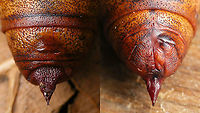 Hyles tithymali phaelipae - Pupa A For full series of images and info refer to the description with these images:<br />
Early development:<br />
https://www.jungledragon.com/image/98715/hyles_tithymali_phaelipae_-_1st_stadium_caterpillars.html<br />
Later development:<br />
https://www.jungledragon.com/image/98738/hyles_tithymali_phaelipae_-_caterpillar_happily_munching.html Choerocampina,Hyles,Hyles tithymali,Hyles tithymali phaelipae,La Palma (Canary Islands),Macroglossinae,Macroglossini,Moth Week 2020,Pupa,Sphingidae