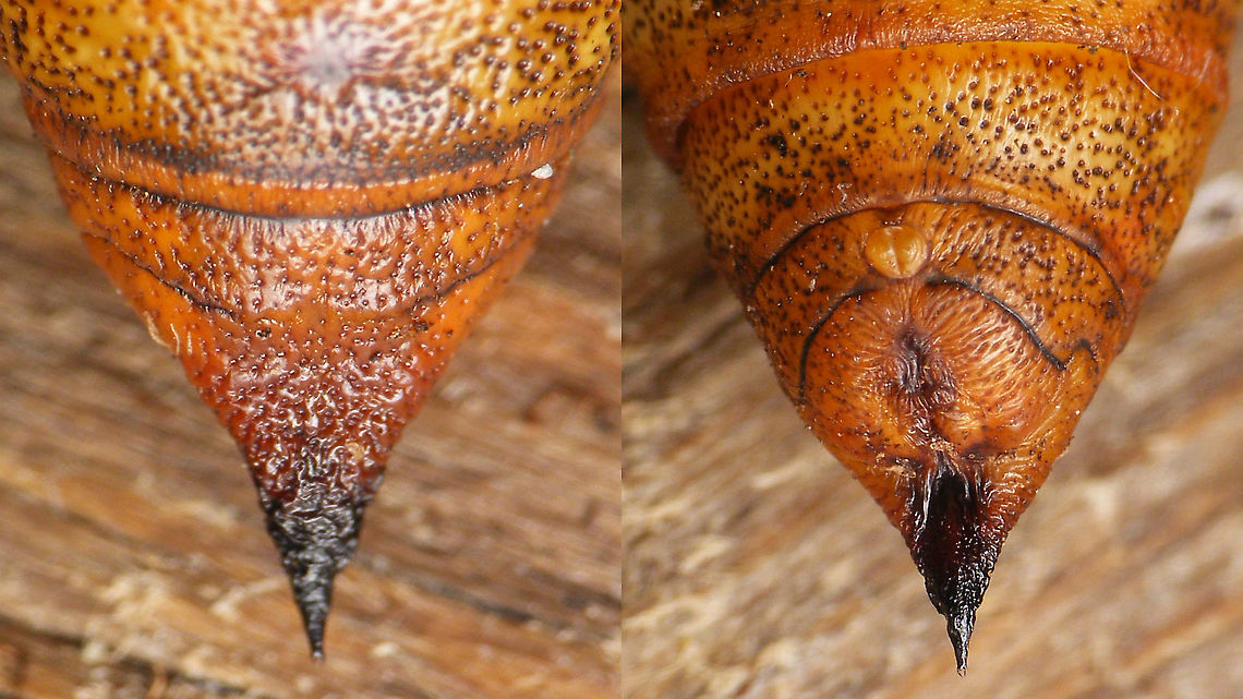 Hyles tithymali phaelipae - Pupa B For full series of images and info refer to the description with these images:<br />
Early development:<br />
<figure class="photo"><a href="https://www.jungledragon.com/image/98715/hyles_tithymali_phaelipae_-_1st_stadium_caterpillars.html" title="Hyles tithymali phaelipae - 1st stadium Caterpillars"><img src="https://s3.amazonaws.com/media.jungledragon.com/images/3043/98715_thumb.jpg?AWSAccessKeyId=05GMT0V3GWVNE7GGM1R2&Expires=1759968010&Signature=hgyyRoTnGefvn8EZSKK5Sqo1u8A%3D" width="200" height="114" alt="Hyles tithymali phaelipae - 1st stadium Caterpillars Okay, so there it is ... in honour of Moth Week 2020 ... a backlog of many, MANY, images that I&#039;ve been wanting to work through, select and upload &quot;forever&quot; now, but never came around to sorting. I&#039;ve now mostly given up on the sorting bit and decided to &quot;punish&quot; Ferdy for always saying that I shouldn&#039;t limit the amount of images ;o)<br />
<br />
But for good reason. This is a rare endemic subspecies that we were lucky to find caterpillars of, two years in a row, quite close enough to the holiday compound near Los Llanos de Ariadne (La Palma, Canary Islands) that we visited in 2019 and 2020, which enabled us to follow through on much of the development.<br />
<br />
The first year we found a mix of very young and medium sized caterpillars and couldn&#039;t get our head around them at first as it turns out that the caterpillars are HUGELY VARIABLE between instars and even between begin and end of the same stadium. So, little wonder that at the time we couldn&#039;t find a visual match for &quot;our&quot; caterpillars. There is only a very limited number of images of the caterpillars of this subspecies around on the internet for comparison and those are mostly &quot;mature&quot; caterpillars.<br />
<br />
The second year, we&#039;ve found one batch of very recently hatched babies and even the empty eggs these must have crawled out of just the day before or so.<br />
<br />
Incidentally, it is supposedly mostly the difference in the caterpillars that helps delimiting this subspecies from others. So here is an attempt to provide more images for comparison to the pool available on the internet :o)<br />
<br />
Please note two things:<br />
1) Below you will find a a mix of images from the two years and frankly, especially the first year, we&#039;ve followed different stages intermixed, so we have NO WAY OF TELLING THE EXACT STADIUM. I will _try_ to list them in an order that seems plausible to me, but I may well be putting some in the WRONG ORDER(!)<br />
2) Jeanette kindly made a few images available to complete this series a bit more. Her images are licensed CC-BY-SA as opposed to my usual license of a CC0 Public Domain dedication. I will indicate this best as I can, so please honour the license where applicable.<br />
<br />
First stadium caterpillars as found in 2020 (note the partial egg shell in center):<br />
https://www.jungledragon.com/image/98715/hyles_tithymali_phaelipae_-_1st_stadium_caterpillars.html<br />
Empty egg shells found nearby:<br />
https://www.jungledragon.com/image/98720/hyles_tithymali_phaelipae_-_empty_eggs.html<br />
Early first stadium on toothpick for size (2019)<br />
https://www.jungledragon.com/image/98718/hyles_tithymali_phaelipae_-_l1_on_toothpick_for_size.html<br />
Early 1st std. full-o-sh*t<br />
https://www.jungledragon.com/image/98721/hyles_tithymali_phaelipae_-_l1_early_in_stadium.html<br />
First stadium about halfway through - getting lighter/greener:<br />
https://www.jungledragon.com/image/98722/hyles_tithymali_phaelipae_-_l1_halfway_through_stadium.html<br />
First stadium toward end - quite pale now:<br />
https://www.jungledragon.com/image/98719/hyles_tithymali_phaelipae_-_l1_toward_end.html<br />
Not sure?! End of 1st or very early 2nd stadium?! Photo CC-BY-SA Jeanette Essink:<br />
https://www.jungledragon.com/image/98723/hyles_tithymali_phaelipae_-_young_caterpillar.html<br />
<br />
From here on I begin to loose track of development stages, so the order might be off!<br />
https://www.jungledragon.com/image/98729/hyles_tithymali_phaelipae_-_l2_early_probably.html<br />
https://www.jungledragon.com/image/98728/hyles_tithymali_phaelipae_-_l2_early_probably.html<br />
https://www.jungledragon.com/image/98730/hyles_tithymali_phaelipae_-_l2_early_probably.html<br />
https://www.jungledragon.com/image/98731/hyles_tithymali_phaelipae_-_l2_early_probably.html<br />
https://www.jungledragon.com/image/98727/hyles_tithymali_phaelipae_-_caterpillars_in_defensive_posture.html<br />
These should be late 2nd or maybe 3rd stadium (16mm in length) showing some variability:<br />
https://www.jungledragon.com/image/98733/hyles_tithymali_phaelipae_-_l2_probably_16mm.html<br />
https://www.jungledragon.com/image/98734/hyles_tithymali_phaelipae_-_inividual_variability.html<br />
2nd/3rd std. 8 days after first image of fairly fresh L1 above (CC-BY-SA Jeanette Essink): <br />
https://www.jungledragon.com/image/98735/hyles_tithymali_phaelipae_-_2nd_or_3r_stadium_caterpillar.html<br />
<br />
As I suspect to be &quot;finding the limits of the system&quot; (space in description) soon enough, I&#039;ll be continuing the series with this image:<br />
https://www.jungledragon.com/image/98738/hyles_tithymali_phaelipae_-_caterpillar_happily_munching.html Caterpillars,Choerocampina,Geotagged,Hyles,Hyles tithymali,Hyles tithymali phaelipae,La Palma (Canary Islands),Macroglossinae,Macroglossini,Moth Week 2020,Spain,Sphingidae" /></a></figure><br />
Later development:<br />
<figure class="photo"><a href="https://www.jungledragon.com/image/98738/hyles_tithymali_phaelipae_-_caterpillar_happily_munching.html" title="Hyles tithymali phaelipae - Caterpillar happily munching"><img src="https://s3.amazonaws.com/media.jungledragon.com/images/3043/98738_thumb.jpg?AWSAccessKeyId=05GMT0V3GWVNE7GGM1R2&Expires=1759968010&Signature=28RzecjYcWuNLzPKxDotiHWQDcc%3D" width="200" height="114" alt="Hyles tithymali phaelipae - Caterpillar happily munching I&#039;ll use this image for the continuation of the series that I started here:<br />
https://www.jungledragon.com/image/98715/hyles_tithymali_phaelipae_-_1st_stadium_caterpillars.html<br />
<br />
All subsequent images were taken in 2019 of larger caterpillars, up to pupating and emerging, roughly in order of body size:<br />
This one I wrote down as being 4cm:<br />
https://www.jungledragon.com/image/98744/hyles_tithymali_phaelipae_-_caterpillar_4cm.html<br />
Next images should be between 4-7cm:<br />
https://www.jungledragon.com/image/98738/hyles_tithymali_phaelipae_-_caterpillar_happily_munching.html<br />
https://www.jungledragon.com/image/98739/hyles_tithymali_phaelipae_-_caterpillar_somewhat_dorsal.html<br />
https://www.jungledragon.com/image/98742/hyles_tithymali_phaelipae_-_caterpillar.html<br />
https://www.jungledragon.com/image/98741/hyles_tithymali_phaelipae_-_caterpillar_detail.html<br />
https://www.jungledragon.com/image/98740/hyles_tithymali_phaelipae_-_caterpillar_de-tail.html<br />
Conspicuously pale/red pronotum:<br />
https://www.jungledragon.com/image/98747/hyles_tithymali_phaelipae_-_caterpillar_redneck.html<br />
https://www.jungledragon.com/image/98750/hyles_tithymali_phaelipae_-_caterpillar_redneck_detail.html<br />
These I wrote down as being 7cm length:<br />
https://www.jungledragon.com/image/98749/hyles_tithymali_phaelipae_-_caterpillar_7cm.html<br />
https://www.jungledragon.com/image/98748/hyles_tithymali_phaelipae_-_caterpillar_7cm_detail.html<br />
https://www.jungledragon.com/image/98746/hyles_tithymali_phaelipae_-_caterpillar_7cm_b.html<br />
https://www.jungledragon.com/image/98753/hyles_tithymali_phaelipae_-_mature_caterpillar_on_hand.html<br />
Almost done:<br />
https://www.jungledragon.com/image/98754/hyles_tithymali_phaelipae_-_mature_caterpillar.html<br />
https://www.jungledragon.com/image/98756/hyles_tithymali_phaelipae_-_prepupa_and_pupae.html<br />
https://www.jungledragon.com/image/98755/hyles_tithymali_phaelipae_-_pupa.html<br />
https://www.jungledragon.com/image/98768/hyles_tithymali_phaelipae_-_pupa_a.html<br />
https://www.jungledragon.com/image/98769/hyles_tithymali_phaelipae_-_pupa_b.html<br />
And finally:<br />
https://www.jungledragon.com/image/98714/hyles_tithymali_phaelipae.html<br />
https://www.jungledragon.com/image/98762/hyles_tithymali_phaelipae_-_wings_closed.html<br />
https://www.jungledragon.com/image/98760/hyles_tithymali_phaelipae_-_portrait.html<br />
https://www.jungledragon.com/image/98767/hyles_tithymali_phaelipae_-_ventrolateral.html<br />
https://www.jungledragon.com/image/98759/hyles_tithymali_phaelipae_-_ventral.html<br />
https://www.jungledragon.com/image/98763/hyles_tithymali_phaelipae_-_dorsal.html<br />
https://www.jungledragon.com/image/98761/hyles_tithymali_phaelipae_-_lateral.html<br />
https://www.jungledragon.com/image/98770/hyles_tithymali_phaelipae_-_detail_of_wing.html Caterpillar,Choerocampina,Hyles,Hyles tithymali,Hyles tithymali phaelipae,La Palma (Canary Islands),Macroglossinae,Macroglossini,Moth Week 2020,Sphingidae" /></a></figure> Choerocampina,Hyles,Hyles tithymali,Hyles tithymali phaelipae,La Palma (Canary Islands),Macroglossinae,Macroglossini,Moth Week 2020,Pupa,Sphingidae