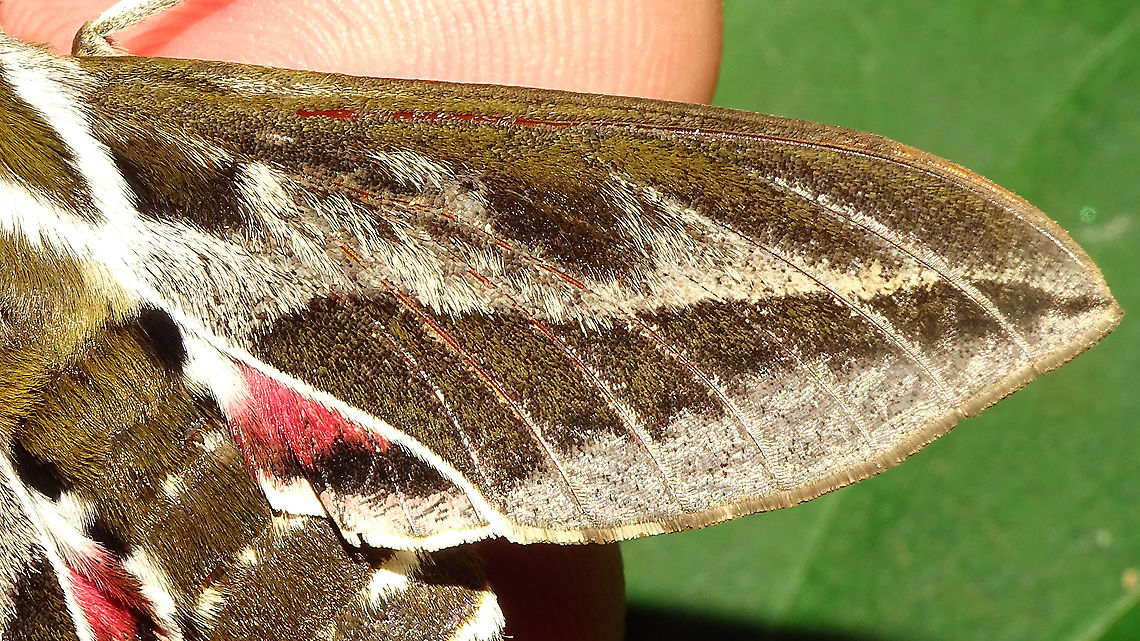 Hyles tithymali phaelipae - Detail of wing For full series of images and info refer to the description with these images:<br />
Early development:<br />
<figure class="photo"><a href="https://www.jungledragon.com/image/98715/hyles_tithymali_phaelipae_-_1st_stadium_caterpillars.html" title="Hyles tithymali phaelipae - 1st stadium Caterpillars"><img src="https://s3.amazonaws.com/media.jungledragon.com/images/3043/98715_thumb.jpg?AWSAccessKeyId=05GMT0V3GWVNE7GGM1R2&Expires=1759968010&Signature=hgyyRoTnGefvn8EZSKK5Sqo1u8A%3D" width="200" height="114" alt="Hyles tithymali phaelipae - 1st stadium Caterpillars Okay, so there it is ... in honour of Moth Week 2020 ... a backlog of many, MANY, images that I&#039;ve been wanting to work through, select and upload &quot;forever&quot; now, but never came around to sorting. I&#039;ve now mostly given up on the sorting bit and decided to &quot;punish&quot; Ferdy for always saying that I shouldn&#039;t limit the amount of images ;o)<br />
<br />
But for good reason. This is a rare endemic subspecies that we were lucky to find caterpillars of, two years in a row, quite close enough to the holiday compound near Los Llanos de Ariadne (La Palma, Canary Islands) that we visited in 2019 and 2020, which enabled us to follow through on much of the development.<br />
<br />
The first year we found a mix of very young and medium sized caterpillars and couldn&#039;t get our head around them at first as it turns out that the caterpillars are HUGELY VARIABLE between instars and even between begin and end of the same stadium. So, little wonder that at the time we couldn&#039;t find a visual match for &quot;our&quot; caterpillars. There is only a very limited number of images of the caterpillars of this subspecies around on the internet for comparison and those are mostly &quot;mature&quot; caterpillars.<br />
<br />
The second year, we&#039;ve found one batch of very recently hatched babies and even the empty eggs these must have crawled out of just the day before or so.<br />
<br />
Incidentally, it is supposedly mostly the difference in the caterpillars that helps delimiting this subspecies from others. So here is an attempt to provide more images for comparison to the pool available on the internet :o)<br />
<br />
Please note two things:<br />
1) Below you will find a a mix of images from the two years and frankly, especially the first year, we&#039;ve followed different stages intermixed, so we have NO WAY OF TELLING THE EXACT STADIUM. I will _try_ to list them in an order that seems plausible to me, but I may well be putting some in the WRONG ORDER(!)<br />
2) Jeanette kindly made a few images available to complete this series a bit more. Her images are licensed CC-BY-SA as opposed to my usual license of a CC0 Public Domain dedication. I will indicate this best as I can, so please honour the license where applicable.<br />
<br />
First stadium caterpillars as found in 2020 (note the partial egg shell in center):<br />
https://www.jungledragon.com/image/98715/hyles_tithymali_phaelipae_-_1st_stadium_caterpillars.html<br />
Empty egg shells found nearby:<br />
https://www.jungledragon.com/image/98720/hyles_tithymali_phaelipae_-_empty_eggs.html<br />
Early first stadium on toothpick for size (2019)<br />
https://www.jungledragon.com/image/98718/hyles_tithymali_phaelipae_-_l1_on_toothpick_for_size.html<br />
Early 1st std. full-o-sh*t<br />
https://www.jungledragon.com/image/98721/hyles_tithymali_phaelipae_-_l1_early_in_stadium.html<br />
First stadium about halfway through - getting lighter/greener:<br />
https://www.jungledragon.com/image/98722/hyles_tithymali_phaelipae_-_l1_halfway_through_stadium.html<br />
First stadium toward end - quite pale now:<br />
https://www.jungledragon.com/image/98719/hyles_tithymali_phaelipae_-_l1_toward_end.html<br />
Not sure?! End of 1st or very early 2nd stadium?! Photo CC-BY-SA Jeanette Essink:<br />
https://www.jungledragon.com/image/98723/hyles_tithymali_phaelipae_-_young_caterpillar.html<br />
<br />
From here on I begin to loose track of development stages, so the order might be off!<br />
https://www.jungledragon.com/image/98729/hyles_tithymali_phaelipae_-_l2_early_probably.html<br />
https://www.jungledragon.com/image/98728/hyles_tithymali_phaelipae_-_l2_early_probably.html<br />
https://www.jungledragon.com/image/98730/hyles_tithymali_phaelipae_-_l2_early_probably.html<br />
https://www.jungledragon.com/image/98731/hyles_tithymali_phaelipae_-_l2_early_probably.html<br />
https://www.jungledragon.com/image/98727/hyles_tithymali_phaelipae_-_caterpillars_in_defensive_posture.html<br />
These should be late 2nd or maybe 3rd stadium (16mm in length) showing some variability:<br />
https://www.jungledragon.com/image/98733/hyles_tithymali_phaelipae_-_l2_probably_16mm.html<br />
https://www.jungledragon.com/image/98734/hyles_tithymali_phaelipae_-_inividual_variability.html<br />
2nd/3rd std. 8 days after first image of fairly fresh L1 above (CC-BY-SA Jeanette Essink): <br />
https://www.jungledragon.com/image/98735/hyles_tithymali_phaelipae_-_2nd_or_3r_stadium_caterpillar.html<br />
<br />
As I suspect to be &quot;finding the limits of the system&quot; (space in description) soon enough, I&#039;ll be continuing the series with this image:<br />
https://www.jungledragon.com/image/98738/hyles_tithymali_phaelipae_-_caterpillar_happily_munching.html Caterpillars,Choerocampina,Geotagged,Hyles,Hyles tithymali,Hyles tithymali phaelipae,La Palma (Canary Islands),Macroglossinae,Macroglossini,Moth Week 2020,Spain,Sphingidae" /></a></figure><br />
Later development:<br />
<figure class="photo"><a href="https://www.jungledragon.com/image/98738/hyles_tithymali_phaelipae_-_caterpillar_happily_munching.html" title="Hyles tithymali phaelipae - Caterpillar happily munching"><img src="https://s3.amazonaws.com/media.jungledragon.com/images/3043/98738_thumb.jpg?AWSAccessKeyId=05GMT0V3GWVNE7GGM1R2&Expires=1759968010&Signature=28RzecjYcWuNLzPKxDotiHWQDcc%3D" width="200" height="114" alt="Hyles tithymali phaelipae - Caterpillar happily munching I&#039;ll use this image for the continuation of the series that I started here:<br />
https://www.jungledragon.com/image/98715/hyles_tithymali_phaelipae_-_1st_stadium_caterpillars.html<br />
<br />
All subsequent images were taken in 2019 of larger caterpillars, up to pupating and emerging, roughly in order of body size:<br />
This one I wrote down as being 4cm:<br />
https://www.jungledragon.com/image/98744/hyles_tithymali_phaelipae_-_caterpillar_4cm.html<br />
Next images should be between 4-7cm:<br />
https://www.jungledragon.com/image/98738/hyles_tithymali_phaelipae_-_caterpillar_happily_munching.html<br />
https://www.jungledragon.com/image/98739/hyles_tithymali_phaelipae_-_caterpillar_somewhat_dorsal.html<br />
https://www.jungledragon.com/image/98742/hyles_tithymali_phaelipae_-_caterpillar.html<br />
https://www.jungledragon.com/image/98741/hyles_tithymali_phaelipae_-_caterpillar_detail.html<br />
https://www.jungledragon.com/image/98740/hyles_tithymali_phaelipae_-_caterpillar_de-tail.html<br />
Conspicuously pale/red pronotum:<br />
https://www.jungledragon.com/image/98747/hyles_tithymali_phaelipae_-_caterpillar_redneck.html<br />
https://www.jungledragon.com/image/98750/hyles_tithymali_phaelipae_-_caterpillar_redneck_detail.html<br />
These I wrote down as being 7cm length:<br />
https://www.jungledragon.com/image/98749/hyles_tithymali_phaelipae_-_caterpillar_7cm.html<br />
https://www.jungledragon.com/image/98748/hyles_tithymali_phaelipae_-_caterpillar_7cm_detail.html<br />
https://www.jungledragon.com/image/98746/hyles_tithymali_phaelipae_-_caterpillar_7cm_b.html<br />
https://www.jungledragon.com/image/98753/hyles_tithymali_phaelipae_-_mature_caterpillar_on_hand.html<br />
Almost done:<br />
https://www.jungledragon.com/image/98754/hyles_tithymali_phaelipae_-_mature_caterpillar.html<br />
https://www.jungledragon.com/image/98756/hyles_tithymali_phaelipae_-_prepupa_and_pupae.html<br />
https://www.jungledragon.com/image/98755/hyles_tithymali_phaelipae_-_pupa.html<br />
https://www.jungledragon.com/image/98768/hyles_tithymali_phaelipae_-_pupa_a.html<br />
https://www.jungledragon.com/image/98769/hyles_tithymali_phaelipae_-_pupa_b.html<br />
And finally:<br />
https://www.jungledragon.com/image/98714/hyles_tithymali_phaelipae.html<br />
https://www.jungledragon.com/image/98762/hyles_tithymali_phaelipae_-_wings_closed.html<br />
https://www.jungledragon.com/image/98760/hyles_tithymali_phaelipae_-_portrait.html<br />
https://www.jungledragon.com/image/98767/hyles_tithymali_phaelipae_-_ventrolateral.html<br />
https://www.jungledragon.com/image/98759/hyles_tithymali_phaelipae_-_ventral.html<br />
https://www.jungledragon.com/image/98763/hyles_tithymali_phaelipae_-_dorsal.html<br />
https://www.jungledragon.com/image/98761/hyles_tithymali_phaelipae_-_lateral.html<br />
https://www.jungledragon.com/image/98770/hyles_tithymali_phaelipae_-_detail_of_wing.html Caterpillar,Choerocampina,Hyles,Hyles tithymali,Hyles tithymali phaelipae,La Palma (Canary Islands),Macroglossinae,Macroglossini,Moth Week 2020,Sphingidae" /></a></figure> Choerocampina,Hyles,Hyles tithymali,Hyles tithymali phaelipae,La Palma (Canary Islands),Macroglossinae,Macroglossini,Moth Week 2020,Sphingidae