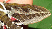 Hyles tithymali phaelipae - Detail of wing For full series of images and info refer to the description with these images:<br />
Early development:<br />
https://www.jungledragon.com/image/98715/hyles_tithymali_phaelipae_-_1st_stadium_caterpillars.html<br />
Later development:<br />
https://www.jungledragon.com/image/98738/hyles_tithymali_phaelipae_-_caterpillar_happily_munching.html Choerocampina,Hyles,Hyles tithymali,Hyles tithymali phaelipae,La Palma (Canary Islands),Macroglossinae,Macroglossini,Moth Week 2020,Sphingidae