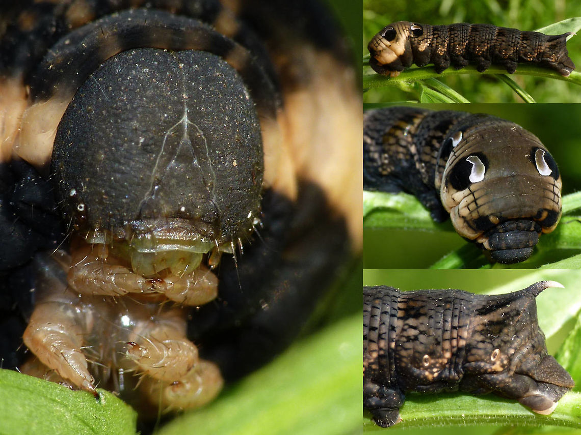 Deilephila elpenor - Caterpillar An old project (2013): Took the caterpillar home and fed it through:<br />
<figure class="photo"><a href="https://www.jungledragon.com/image/98843/deilephila_elpenor_-_imago_ex-larva.html" title="Deilephila elpenor - Imago ex-larva"><img src="https://s3.amazonaws.com/media.jungledragon.com/images/3043/98843_thumb.jpg?AWSAccessKeyId=05GMT0V3GWVNE7GGM1R2&Expires=1759968010&Signature=QCMc0hWPhDsOPOswS5%2BKVI7W4%2F0%3D" width="200" height="114" alt="Deilephila elpenor - Imago ex-larva Resulting from this caterpillar:<br />
https://www.jungledragon.com/image/98841/deilephila_elpenor_-_caterpillar.html Deilephila,Deilephila elpenor,Elephant Hawk-moth,Moth Week 2020,Sphingidae,nl: Groot avondrood" /></a></figure> Caterpillar,Deilephila,Deilephila elpenor,Elephant Hawk-moth,Moth Week 2020,Sphingidae,nl: Groot avondrood