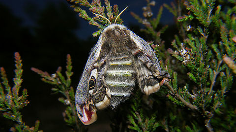 Saturnia pavonia - Unfolding wings Spotted this on the side of the track sometime in 2014 - no time to linger, so just the one shot ... Moth Week 2020,Saturnia,Saturnia pavonia,Small Emperor Moth,Teneral,nl: Nachtpauwoog