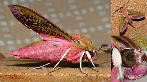 Deilephila elpenor - Imago ex-larva Resulting from this caterpillar:
https://www.jungledragon.com/image/98841/deilephila_elpenor_-_caterpillar.html Deilephila,Deilephila elpenor,Elephant Hawk-moth,Moth Week 2020,Sphingidae,nl: Groot avondrood