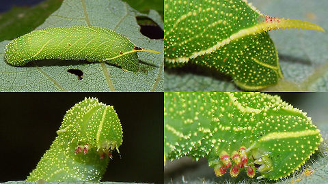 Laothoe populi - Caterpillar  Caterpillar,Geotagged,Laothoe,Laothoe populi,Moth Week 2020,Netherlands,Sphingidae,nl: Populierenpijlstaart