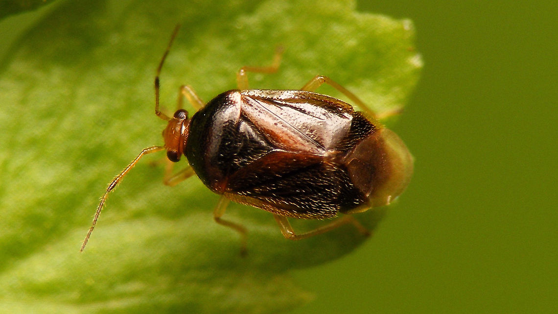Monalocoris filicis - Darker  Bryocorinae,Bryocorini,Cimicomorpha,Jane's garden,Miridae,Monalocoris,Monalocoris filicis,nl:Lichtkoppige varenblindwants
