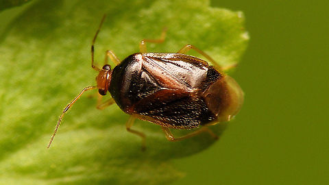 Monalocoris filicis - Darker  Bryocorinae,Bryocorini,Cimicomorpha,Jane's garden,Miridae,Monalocoris,Monalocoris filicis,nl:Lichtkoppige varenblindwants