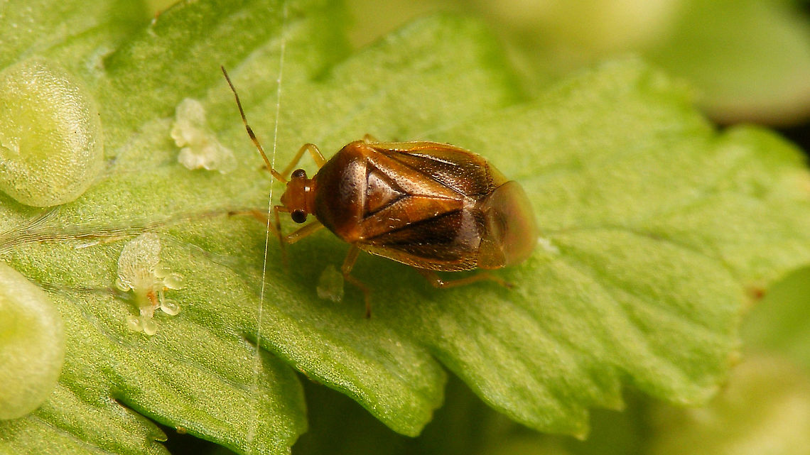Monalocoris filicis - Paler  Bryocorinae,Bryocorini,Cimicomorpha,Jane's garden,Miridae,Monalocoris,Monalocoris filicis,nl:Lichtkoppige varenblindwants