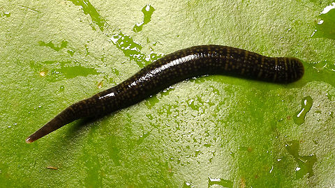 Erpobdella octoculata Thanks go out to David Tempelman for providing the ID :o) Annelida,Arhynchobdellida,Erpobdella,Erpobdella octoculata,Erpobdellidae,Erpobdelliformes,Eumetazoa,Hirudinea,Jane's garden,nl: Achtogige bloedzuiger