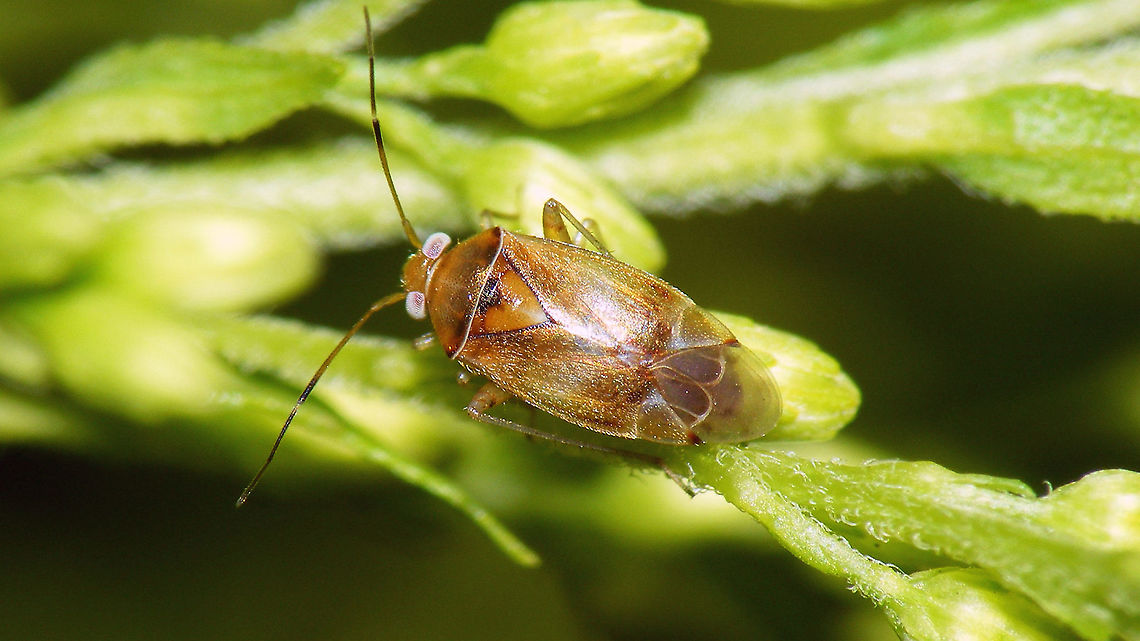 Pinalitus cervinus  Cimicomorpha,Geotagged,Germany,Miridae,Mirinae,Mirini,Pinalitus,Pinalitus cervinus,nl: Lindeboswants