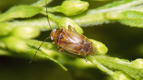 Pinalitus cervinus  Cimicomorpha,Geotagged,Germany,Miridae,Mirinae,Mirini,Pinalitus,Pinalitus cervinus,nl: Lindeboswants