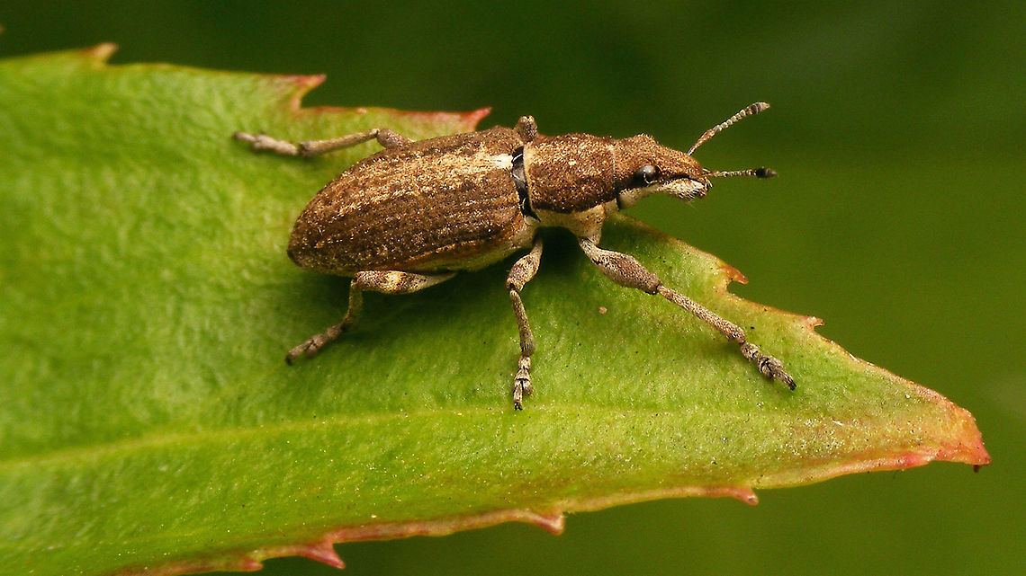 Sitona griseus  Curculionidae,Entiminae,Geotagged,Germany,Sitona,Sitona griseus,Sitonini,nl: Kleine lupinekever,weevil