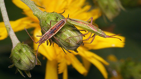 Myrmus miriformis - Copula  Coreoidea,Geotagged,Myrmus,Myrmus miriformis,Netherlands,Rhopalidae,copulation,nl: Kleine slanke glasvleugelwants