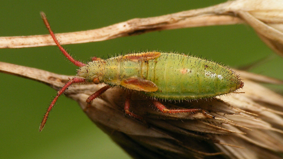 Myrmus miriformis - Nymph (dorsal)  Coreoidea,Geotagged,Myrmus,Myrmus miriformis,Netherlands,Nymph,Rhopalidae,nl: Kleine slanke glasvleugelwants