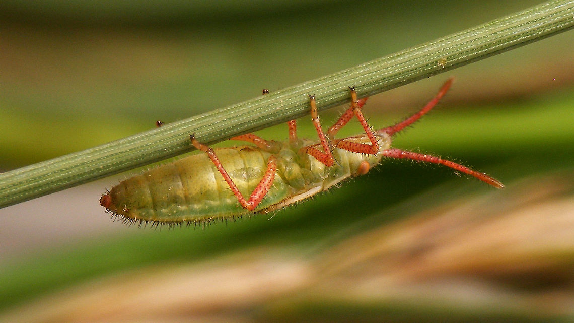 Myrmus miriformis - Nymph (ventral)  Coreoidea,Geotagged,Myrmus,Myrmus miriformis,Netherlands,Nymph,Rhopalidae,nl: Kleine slanke glasvleugelwants
