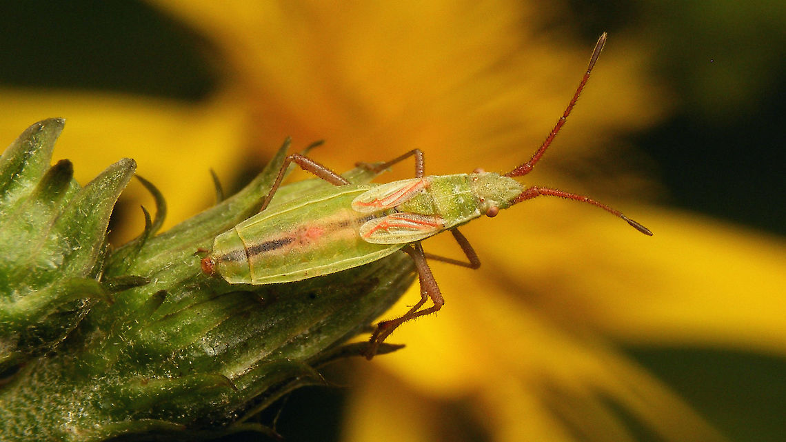 Myrmus miriformis - Female  Coreoidea,Myrmus,Myrmus miriformis,Netherlands,Rhopalidae,nl: Kleine slanke glasvleugelwants