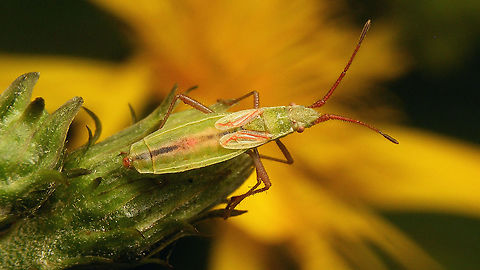 Myrmus miriformis - Female  Coreoidea,Myrmus,Myrmus miriformis,Netherlands,Rhopalidae,nl: Kleine slanke glasvleugelwants