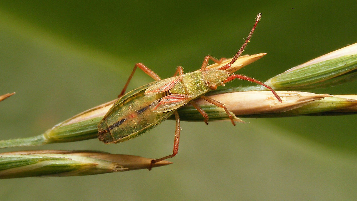 Myrmus miriformis - Female (spent)  Coreoidea,Myrmus,Myrmus miriformis,Netherlands,Rhopalidae,nl: Kleine slanke glasvleugelwants