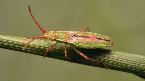 Myrmus miriformis - Female (fresh)  Coreoidea,Myrmus,Myrmus miriformis,Netherlands,Rhopalidae,nl: Kleine slanke glasvleugelwants